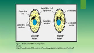Figure – Bicellular and tricellular pollens
Source -
https://www2.le.ac.uk/departments/genetics/people/twell/lab/images/pollis.gif
 
