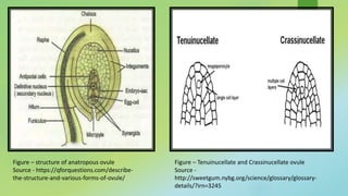 Figure – structure of anatropous ovule
Source - https://qforquestions.com/describe-
the-structure-and-various-forms-of-ovule/
Figure – Tenuinucellate and Crassinucellate ovule
Source -
http://sweetgum.nybg.org/science/glossary/glossary-
details/?irn=3245
 