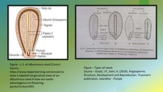 Figure – L.S. of Albuminous seed (Castor)
Source -
https://www.topperlearning.com/answer/a-
draw-a-labelled-longitudinal-view-of-an-
albuminous-seed-b-how-are-seeds-
advantageous-to-flowering-
plants/m14xvm955
Figure – Types of seeds
Source – Goyal, J.P., Saini, A. (2016). Angiosperms.
Structure, Development and Reproduction. Trueman’s
publication, Jalandhar - Punjab
 