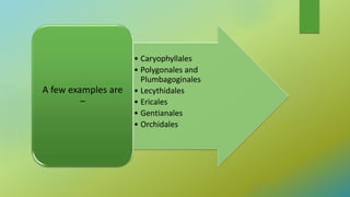 • Caryophyllales
• Polygonales and
Plumbagoginales
• Lecythidales
• Ericales
• Gentianales
• Orchidales
A few examples are
–
 