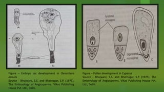 Figure – Embryo sac development in Oenothera
acaulis
Source - Bhojwani, S.S. and Bhatnagar, S.P. (1975).
The Embryology of Angiosperms. Vikas Publishing
House Pvt. Ltd., Delhi.
Figure – Pollen development in Cyperus
Source - Bhojwani, S.S. and Bhatnagar, S.P. (1975). The
Embryology of Angiosperms. Vikas Publishing House Pvt.
Ltd., Delhi.
 