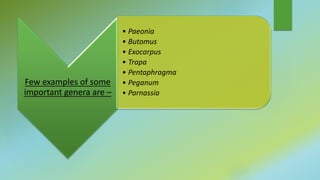 Few examples of some
important genera are –
• Paeonia
• Butomus
• Exocarpus
• Trapa
• Pentaphragma
• Peganum
• Parnassia
 