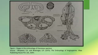 Figure – Stages in the embryology of Exocarpus sparteus
Source - Bhojwani, S.S. and Bhatnagar, S.P. (1975). The Embryology of Angiosperms. Vikas
Publishing House Pvt. Ltd., Delhi.
 