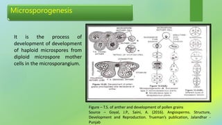 Microsporogenesis
It is the process of
development of development
of haploid microspores from
diploid microspore mother
cells in the microsporangium.
Figure – T.S. of anther and development of pollen grains
Source – Goyal, J.P., Saini, A. (2016). Angiosperms. Structure,
Development and Reproduction. Trueman’s publication, Jalandhar -
Punjab
 