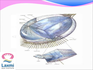 Embryology applied anatomy and physiology of lens | PPTX