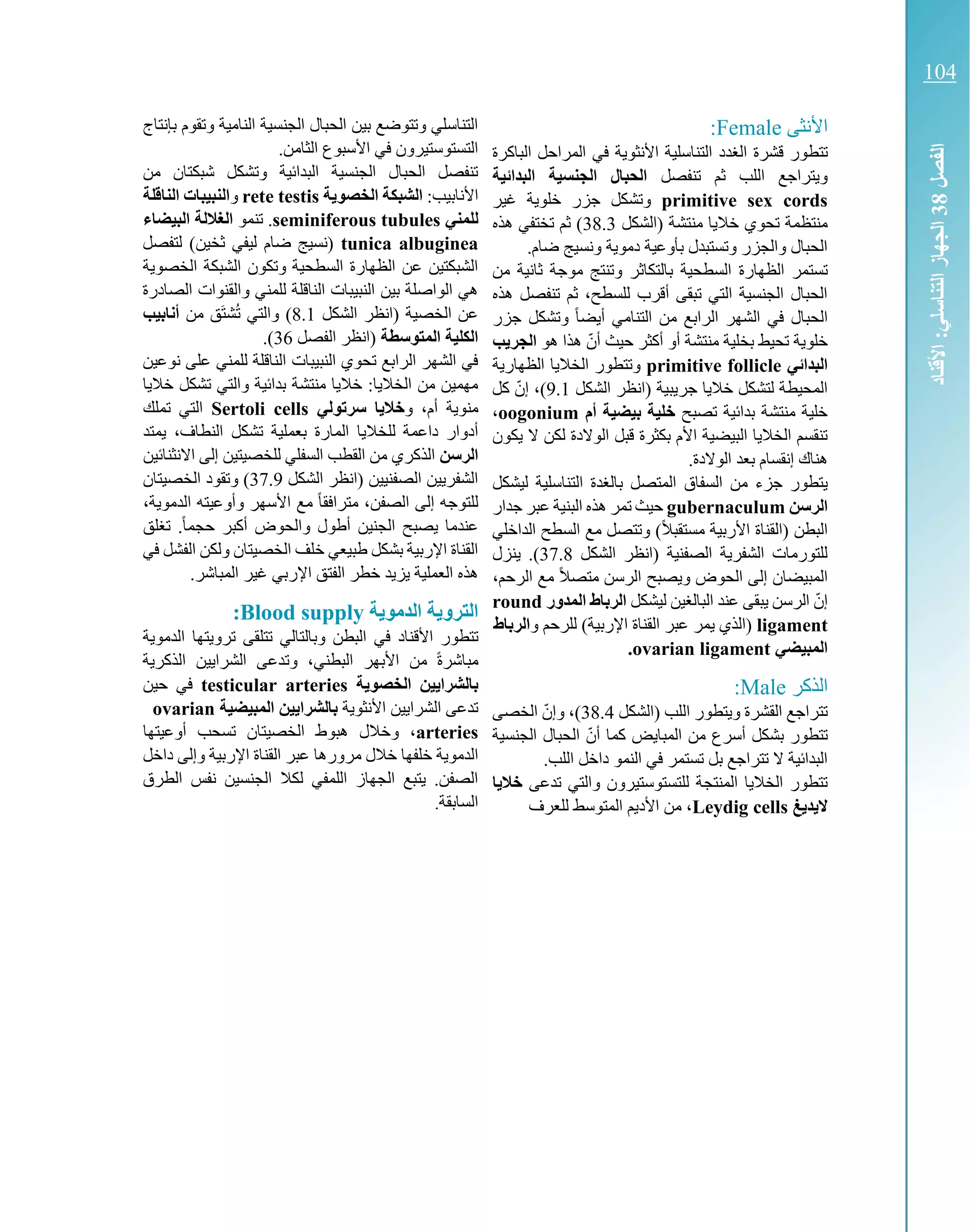 ‫األنثى‬Female:
‫تتط‬‫الباكرة‬ ‫المراحل‬ ‫في‬ ‫األنثوية‬ ‫التناسلية‬ ‫الغدد‬ ‫قشرة‬ ‫ور‬
‫تنفصل‬ ‫ثم‬ ‫اللب‬ ‫ويتراجع‬‫البدائية‬ ‫الجنسية‬ ‫الحبال‬
primitive sex cords‫غير‬ ‫خلوية‬ ‫جزر‬ ‫وتشكل‬
‫(الشكل‬ ‫منتشة‬ ‫خاليا‬ ‫تحوي‬ ‫منتظمة‬38.3‫هذه‬ ‫تختفي‬ ‫ثم‬ )
.‫ضام‬ ‫ونسيج‬ ‫دموية‬ ‫بأوعية‬ ‫وتستبدل‬ ‫والجزر‬ ‫الحبال‬
‫السطحية‬ ‫الظهارة‬ ‫تستمر‬‫من‬ ‫ثانية‬ ‫موجة‬ ‫وتنتج‬ ‫بالتكاثر‬
‫هذه‬ ‫تنفصل‬ ‫ثم‬ ،‫للسطح‬ ‫أقرب‬ ‫تبقى‬ ‫التي‬ ‫الجنسية‬ ‫الحبال‬
‫جزر‬ ‫وتشكل‬ ً‫ا‬‫أيض‬ ‫التنامي‬ ‫من‬ ‫الرابع‬ ‫الشهر‬ ‫في‬ ‫الحبال‬
‫هو‬ ‫هذا‬ ّ‫أن‬ ‫حيث‬ ‫أكثر‬ ‫أو‬ ‫منتشة‬ ‫بخلية‬ ‫تحيط‬ ‫خلوية‬‫ب‬ ‫الجر‬
‫البدائي‬primitive follicle‫الظهارية‬ ‫الخاليا‬ ‫وتتطور‬
‫جر‬ ‫خاليا‬ ‫لتشكل‬ ‫المحيطة‬‫الشكل‬ ‫(انظر‬ ‫يبية‬9.1‫كل‬ ّ‫إن‬ ،)
‫تصبح‬ ‫بدائية‬ ‫منتشة‬ ‫خلية‬‫أم‬ ‫بيضية‬ ‫خلية‬oogonium،
‫يكون‬ ‫ال‬ ‫لكن‬ ‫الوالدة‬ ‫قبل‬ ‫بكثرة‬ ‫األم‬ ‫البيضية‬ ‫الخاليا‬ ‫تنقسم‬
.‫الوالدة‬ ‫بعد‬ ‫إنقسام‬ ‫هناك‬
‫السفاق‬ ‫من‬ ‫جزء‬ ‫يتطور‬‫ليشكل‬ ‫التناسلية‬ ‫بالغدة‬ ‫المتصل‬
‫الرسن‬gubernaculum‫جدار‬ ‫عبر‬ ‫البنية‬ ‫هذه‬ ‫تمر‬ ‫حيث‬
‫الداخلي‬ ‫السطح‬ ‫مع‬ ‫وتتصل‬ )ً‫ال‬‫مستقب‬ ‫األربية‬ ‫(القناة‬ ‫البطن‬
‫الشكل‬ ‫(انظر‬ ‫الصفنية‬ ‫الشفرية‬ ‫للتورمات‬37.8‫ينزل‬ .)
،‫الرحم‬ ‫مع‬ ً‫ال‬‫متص‬ ‫الرسن‬ ‫ويصبح‬ ‫الحوض‬ ‫إلى‬ ‫المبيضان‬
‫البالغي‬ ‫عند‬ ‫يبقى‬ ‫الرسن‬ ّ‫إن‬‫ليشكل‬ ‫ن‬‫المدور‬ ‫الرباط‬round
ligament‫و‬ ‫للرحم‬ )‫اإلربية‬ ‫القناة‬ ‫عبر‬ ‫يمر‬ ‫(الذي‬‫الرب‬‫اط‬
‫المبيضي‬ovarian ligament.
‫الذكر‬Male:
‫(الشكل‬ ‫اللب‬ ‫ويتطور‬ ‫القشرة‬ ‫تتراجع‬38.4‫الخصى‬ ّ‫وإن‬ ،)
‫الجنسية‬ ‫الحبال‬ ّ‫أن‬ ‫كما‬ ‫المبايض‬ ‫من‬ ‫أسرع‬ ‫بشكل‬ ‫تتطور‬
‫النمو‬ ‫في‬ ‫تستمر‬ ‫بل‬ ‫تتراجع‬ ‫ال‬ ‫البدائية‬.‫اللب‬ ‫داخل‬
‫تدعى‬ ‫والتي‬ ‫للتستوستيرون‬ ‫المنتجة‬ ‫الخاليا‬ ‫تتطور‬‫ا‬ ‫خال‬
‫غ‬ ‫د‬ ‫ال‬Leydig cells‫للعرف‬ ‫المتوسط‬ ‫األديم‬ ‫من‬ ،
‫بإنتاج‬ ‫وتقوم‬ ‫النامية‬ ‫الجنسية‬ ‫الحبال‬ ‫بين‬ ‫وتتوضع‬ ‫التناسلي‬
.‫الثامن‬ ‫األسبوع‬ ‫في‬ ‫التستوستيرون‬
‫من‬ ‫شبكتان‬ ‫وتشكل‬ ‫البدائية‬ ‫الجنسية‬ ‫الحبال‬ ‫تنفصل‬
‫ا‬:‫ألنابيب‬‫ة‬ ‫الخصو‬ ‫الشبكة‬rete testis‫و‬‫الناقلة‬ ‫النبيبات‬
‫للمني‬seminiferous tubules.‫تنمو‬‫البيضاء‬ ‫الغاللة‬
tunica albuginea‫لتفصل‬ )‫ثخين‬ ‫ليفي‬ ‫ضام‬ ‫(نسيج‬
‫الخصوية‬ ‫الشبكة‬ ‫وتكون‬ ‫السطحية‬ ‫الظهارة‬ ‫عن‬ ‫الشبكتين‬
‫الصادرة‬ ‫والقنوات‬ ‫للمني‬ ‫الناقلة‬ ‫النبيبات‬ ‫بين‬ ‫الواصلة‬ ‫هي‬
‫الشكل‬ ‫(انظر‬ ‫الخصية‬ ‫عن‬8.1‫من‬ ‫ق‬‫شت‬ُ‫ت‬ ‫والتي‬ )‫أنابيب‬
‫المتوسطة‬ ‫الكلية‬‫الفصل‬ ‫(انظر‬36.)
‫للم‬ ‫الناقلة‬ ‫النبيبات‬ ‫تحوي‬ ‫الرابع‬ ‫الشهر‬ ‫في‬‫نوعين‬ ‫على‬ ‫ني‬
‫خاليا‬ ‫تشكل‬ ‫والتي‬ ‫بدائية‬ ‫منتشة‬ ‫خاليا‬ :‫الخاليا‬ ‫من‬ ‫مهمين‬
‫و‬ ،‫أم‬ ‫منوية‬‫سرتولي‬ ‫ا‬ ‫خال‬Sertoli cells‫تملك‬ ‫التي‬
‫داعمة‬ ‫أدوار‬‫يمتد‬ ،‫النطاف‬ ‫تشكل‬ ‫بعملية‬ ‫المارة‬ ‫للخاليا‬
‫الرسن‬‫االنث‬ ‫إلى‬ ‫للخصيتين‬ ‫السفلي‬ ‫القطب‬ ‫من‬ ‫الذكري‬‫نائين‬
‫الشكل‬ ‫(انظر‬ ‫الصفنيين‬ ‫الشفريين‬37.9)‫الخصيتان‬ ‫وتقود‬
،‫الدموية‬ ‫وأوعيته‬ ‫األسهر‬ ‫مع‬ ً‫ا‬‫مترافق‬ ،‫الصفن‬ ‫إلى‬ ‫للتوجه‬
‫تغلق‬ .ً‫ا‬‫حجم‬ ‫أكبر‬ ‫والحوض‬ ‫أطول‬ ‫الجنين‬ ‫يصبح‬ ‫عندما‬
‫في‬ ‫الفشل‬ ‫ولكن‬ ‫الخصيتان‬ ‫خلف‬ ‫طبيعي‬ ‫بشكل‬ ‫اإلربية‬ ‫القناة‬
‫المباشر‬ ‫غير‬ ‫اإلربي‬ ‫الفتق‬ ‫خطر‬ ‫يزيد‬ ‫العملية‬ ‫هذه‬.
‫ة‬ ‫الدمو‬ ‫ة‬ ‫الترو‬Blood supply:
‫األق‬ ‫تتطور‬‫الدموية‬ ‫ترويتها‬ ‫تتلقى‬ ‫وبالتالي‬ ‫البطن‬ ‫في‬ ‫ناد‬
‫الذكرية‬ ‫الشرايين‬ ‫وتدعى‬ ،‫البطني‬ ‫األبهر‬ ‫من‬ ً‫ة‬‫مباشر‬
‫ة‬ ‫الخصو‬ ‫ين‬ ‫بالشرا‬testicular arteries‫حين‬ ‫في‬
‫األنثوية‬ ‫الشرايين‬ ‫تدعى‬‫المبيضية‬ ‫ين‬ ‫بالشرا‬ovarian
arteries‫الخصي‬ ‫هبوط‬ ‫وخالل‬ ،‫أوعيتها‬ ‫تسحب‬ ‫تان‬
‫مرورها‬ ‫خالل‬ ‫خلفها‬ ‫الدموية‬‫داخل‬ ‫وإلى‬ ‫اإلربية‬ ‫القناة‬ ‫عبر‬
‫الطرق‬ ‫نفس‬ ‫الجنسين‬ ‫لكال‬ ‫اللمفي‬ ‫الجهاز‬ ‫يتبع‬ .‫الصفن‬
‫السابقة‬.
‫الفصل‬83‫األقناد‬:‫التناسلي‬‫الجهاز‬
104
 