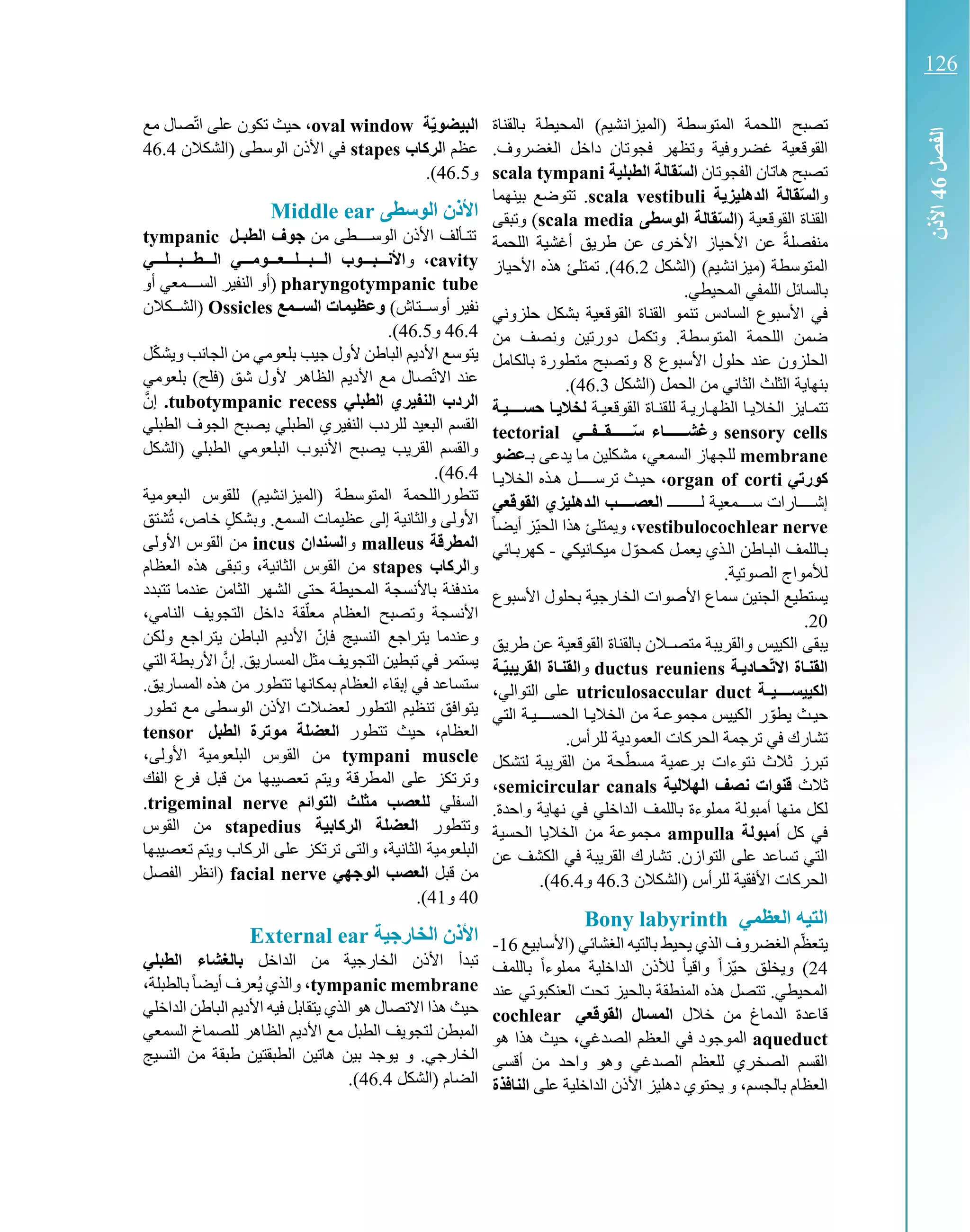 ‫ت‬‫صبح‬‫اللحمة‬‫المتوسطة‬‫المحيطة‬ )‫(الميزانشيم‬‫بالقناة‬
‫القوقعية‬‫و‬ ‫غضروفية‬‫ت‬‫ظهر‬‫داخل‬ ‫فجوتان‬.‫الغضروف‬
‫هاتان‬ ‫تصبح‬‫الفجو‬‫تان‬‫الطبلية‬ ‫قالة‬ّ‫س‬‫ال‬scala tympani
‫و‬‫ة‬ ‫الدهليز‬ ‫قالة‬ّ‫س‬‫ال‬scala vestibuli‫بينهما‬ ‫تتوضع‬ .
( ‫القوقعية‬ ‫القناة‬‫الوسطى‬ ‫قالة‬ّ‫س‬‫ال‬scala media‫وتبقى‬ )
‫األ‬ ‫عن‬ ً‫ة‬‫منفصل‬‫حياز‬‫األ‬‫طريق‬ ‫عن‬ ‫خرى‬‫اللحمة‬ ‫أغشية‬
)‫(ميزانشيم‬ ‫المتوسطة‬‫(الشكل‬46.2‫هذه‬ ‫تمتلئ‬ .)‫األحياز‬
.‫المحيطي‬ ‫اللمفي‬ ‫بالسائل‬
‫القوقعية‬ ‫القناة‬ ‫تنمو‬ ‫السادس‬ ‫األسبوع‬ ‫في‬‫حلزوني‬ ‫بشكل‬
.‫المتوسطة‬ ‫اللحمة‬ ‫ضمن‬‫و‬‫تكمل‬‫ونصف‬ ‫دورتين‬‫من‬
‫الحلزون‬‫حلول‬ ‫عند‬‫األسبوع‬8‫و‬‫تصبح‬‫بالكامل‬ ‫متطورة‬
‫ال‬ ‫بنهاية‬‫ثلث‬‫الحمل‬ ‫من‬ ‫الثاني‬‫(الشكل‬46.3.)
‫تتمكايز‬‫القوقعيكة‬ ‫للقنكاة‬ ‫الظهكاريكة‬ ‫الخاليكا‬‫حستتتتيتة‬ ‫تا‬ ‫لخال‬
sensory cells‫و‬‫قتتفتتي‬ ّ‫ستتتتتت‬ ‫غشتتتتتتاء‬tectorial
membrane،‫السمعي‬ ‫للجهاز‬‫يدعى‬ ‫ما‬ ‫مشكلين‬‫بك‬‫عضو‬
‫كورتي‬organ of corti‫حيكث‬ ،‫الخاليكا‬ ‫هكذه‬ ‫كل‬‫ك‬‫ترسككك‬
‫إشككككارات‬‫كة‬‫ي‬‫سككككمع‬‫ك‬‫ك‬‫لككككككك‬‫ا‬‫القوقع‬ ‫تدهليزي‬‫ل‬‫ا‬ ‫تب‬‫ت‬‫لعصتتت‬‫ي‬
vestibulocochlear nerve‫و‬ ،‫هذا‬ ‫يمتلئ‬‫ّز‬‫ي‬‫الح‬ً‫ا‬‫أيض‬
‫يعمكل‬ ‫الكذي‬ ‫البكاطن‬ ‫بكاللمف‬‫ل‬ ّ‫كمحو‬‫ميككانيكي‬-‫كهربكائي‬
.‫الصوتية‬ ‫لألمواج‬
‫الخارجية‬ ‫األصوات‬ ‫سماع‬ ‫الجنين‬ ‫يستطيع‬‫بحلول‬‫األسبوع‬
20.
‫يبقى‬‫الكييس‬‫والقريبة‬‫متصككالن‬‫القوقعية‬ ‫بالقناة‬‫طريق‬ ‫عن‬
‫تة‬ ‫حتاد‬ّ‫ت‬‫اال‬ ‫القنتاة‬ductus reuniens‫و‬‫القنتاة‬‫ا‬‫ة‬ّ‫بيت‬ ‫لقر‬
‫تة‬‫ت‬‫الكييستتتتي‬utriculosaccular duct،‫التوالي‬ ‫على‬
‫حيكث‬‫ر‬ ّ‫يطو‬‫التي‬ ‫الحسككككيكة‬ ‫الخاليكا‬ ‫من‬ ‫مجموعكة‬ ‫الكييس‬
‫الحرك‬ ‫ترجمة‬ ‫في‬ ‫تشارك‬‫ات‬‫العمودية‬.‫للرأس‬
‫ت‬‫برعم‬ ‫نتوءات‬ ‫ثالث‬ ‫برز‬‫ية‬‫ح‬ّ‫ط‬‫مس‬‫ة‬‫من‬‫القريبة‬‫لتشكل‬
‫ثالث‬‫الهاللية‬ ‫نصف‬ ‫قنوات‬semicircular canals،
‫ل‬‫منها‬ ‫كل‬‫أمبولة‬‫مملوءة‬‫ب‬‫نهاية‬ ‫في‬ ‫الداخلي‬ ‫اللمف‬.‫واحدة‬
‫كل‬ ‫في‬‫أمبولة‬ampulla‫الحسية‬ ‫الخاليا‬ ‫من‬ ‫مجموعة‬
.‫التوازن‬ ‫على‬ ‫تساعد‬ ‫التي‬‫تشارك‬‫القريبة‬‫عن‬ ‫الكشف‬ ‫في‬
‫(الشكالن‬ ‫للرأس‬ ‫األفقية‬ ‫الحركات‬46.3‫و‬46.4.)
‫العظمي‬ ‫التيه‬Bony labyrinth
‫(األسابيع‬ ‫الغشائي‬ ‫بالتيه‬ ‫يحيط‬ ‫الذي‬ ‫الغضروف‬ ‫م‬ّ‫ظ‬‫يتع‬16-
24)‫ويخلق‬ً‫ا‬‫ّز‬‫ي‬‫ح‬‫واقي‬ً‫ا‬‫الداخلية‬ ‫لألذن‬ً‫ا‬‫مملوء‬‫باللمف‬
‫عند‬ ‫العنكبوتي‬ ‫تحت‬ ‫بالحيز‬ ‫المنطقة‬ ‫هذه‬ ‫تتصل‬ .‫المحيطي‬
‫خالل‬ ‫من‬ ‫الدماغ‬ ‫قاعدة‬‫القوقعي‬ ‫المسال‬cochlear
aqueduct‫الموجود‬‫الصدغي‬ ‫العظم‬ ‫في‬‫هو‬ ‫هذا‬ ‫حيث‬ ،
‫الصدغي‬ ‫للعظم‬ ‫الصخري‬ ‫القسم‬‫و‬‫هو‬‫أقسى‬ ‫من‬ ‫واحد‬
‫بالجسم‬ ‫العظام‬‫و‬ ،‫يحتوي‬‫على‬ ‫الداخلية‬ ‫األذن‬ ‫دهليز‬‫النافذة‬
‫ة‬ّ ‫البيضو‬oval window‫مع‬ ‫صال‬ّ‫ت‬‫ا‬ ‫على‬ ‫تكون‬ ‫حيث‬ ،
‫ا‬ ‫عظم‬‫لركاب‬stapes‫(الشكال‬ ‫الوسطى‬ ‫األذن‬ ‫في‬‫ن‬46.4
‫و‬46.5.)
‫الوسطى‬ ‫األذن‬Middle ear
‫من‬ ‫الوسككككطى‬ ‫األذن‬ ‫تتكألف‬‫تل‬‫ت‬‫الطب‬ ‫جوف‬tympanic
cavity،‫و‬‫التتتطتتتبتتتلتتتي‬ ‫التتتبتتتلتتتعتتتومتتتي‬ ‫األنتتتبتتتوب‬
pharyngotympanic tube(‫أو‬ ‫كمعي‬‫ك‬‫السكك‬ ‫النفير‬ ‫أو‬
‫أوسككتا‬ ‫نفير‬)‫الستتمع‬ ‫وعظيمات‬Ossicles‫(الشكككال‬‫ن‬
46.4‫و‬46.5.)
‫الباطن‬ ‫األديم‬ ‫يتوسع‬‫بلعومي‬ ‫جيب‬ ‫ألول‬‫الجانب‬ ‫من‬‫و‬‫ل‬ّ‫ك‬‫يش‬
‫اال‬ ‫عند‬‫الظاه‬ ‫األديم‬ ‫مع‬ ‫صال‬ّ‫ت‬‫ألول‬ ‫ر‬‫شق‬(‫فلح‬)‫بلعومي‬
‫النفيري‬ ‫الردب‬‫الطبلي‬tubotympanic recess.َّ‫إن‬
‫النفير‬ ‫للردب‬ ‫البعيد‬ ‫القسم‬‫الطبلي‬ ‫الجوف‬ ‫يصبح‬ ‫الطبلي‬ ‫ي‬
‫(الشكل‬ ‫الطبلي‬ ‫البلعومي‬ ‫األنبوب‬ ‫يصبح‬ ‫القريب‬ ‫والقسم‬
46.4.)
‫المتوسطة‬ ‫تتطوراللحمة‬)‫(الميزانشيم‬‫البعومية‬ ‫للقوس‬
‫والثانية‬ ‫األولى‬‫إلى‬‫ا‬ ‫عظيمات‬‫شتق‬ُ‫ت‬ ،‫خاص‬ ٍ‫ل‬‫وبشك‬ .‫لسمع‬
‫المطرقة‬malleus‫وا‬‫لسندان‬incus‫األولى‬ ‫القوس‬ ‫من‬
‫وا‬‫لركاب‬stapes‫القوس‬ ‫من‬‫الثانية‬‫و‬ ،‫العظام‬ ‫هذه‬ ‫تبقى‬
‫المحيط‬ ‫باألنسجة‬ ‫مندفنة‬‫ة‬‫تتبدد‬ ‫عندما‬ ‫الثامن‬ ‫الشهر‬ ‫حتى‬
‫وتصبح‬ ‫األنسجة‬‫العظام‬ّ‫ل‬‫مع‬‫النامي‬ ‫التجويف‬ ‫داخل‬ ‫قة‬،
‫و‬‫ولكن‬ ‫يتراجع‬ ‫الباطن‬ ‫األديم‬ ّ‫فإن‬ ‫النسيج‬ ‫يتراجع‬ ‫عندما‬
‫التجويف‬ ‫تبطين‬ ‫في‬ ‫يستمر‬‫ال‬ ‫مثل‬‫التي‬ ‫األربطة‬ َّ‫إن‬ .‫مساريق‬
‫العظا‬ ‫إبقاء‬ ‫في‬ ‫ستساعد‬‫هذ‬ ‫من‬ ‫تتطور‬ ‫بمكانها‬ ‫م‬‫ه‬.‫المساريق‬
‫تطور‬ ‫مع‬ ‫الوسطى‬ ‫األذن‬ ‫لعضالت‬ ‫التطور‬ ‫تنظيم‬ ‫يتوافق‬
‫العظام‬‫حيث‬ ،‫تتطور‬‫الطبل‬ ‫موترة‬ ‫العضلة‬tensor
tympani muscle‫األولى‬ ‫البلعومية‬ ‫القوس‬ ‫من‬،
‫وترتكز‬‫الفك‬ ‫فرع‬ ‫قبل‬ ‫من‬ ‫تعصيبها‬ ‫ويتم‬ ‫المطرقة‬ ‫على‬
‫السفلي‬‫التوائم‬ ‫لث‬ ‫م‬ ‫للعصب‬trigeminal nerve.
‫و‬‫تتطور‬‫الركابي‬ ‫العضلة‬‫ة‬stapedius‫القوس‬ ‫من‬
،‫الثانية‬ ‫البلعومية‬‫والتى‬‫ترتكز‬‫تعصيبها‬ ‫ويتم‬ ‫الركاب‬ ‫على‬
‫قبل‬ ‫من‬‫الوجهي‬ ‫العصب‬facial nerve‫الفصل‬ ‫(انظر‬
40‫و‬41.)
‫الخارجية‬ ‫األذن‬External ear
‫الداخل‬ ‫من‬ ‫الخارجية‬ ‫األذن‬ ‫تبدأ‬‫الطبلي‬ ‫بالغشاء‬
tympanic membrane،‫والذي‬‫ُع‬‫ي‬‫ب‬ً‫ا‬‫أيض‬ ‫رف‬‫ال‬‫طبلة‬،
‫حيث‬‫االتصال‬ ‫هذا‬‫الذي‬ ‫هو‬‫فيه‬ ‫يتقابل‬‫الداخلي‬ ‫الباطن‬ ‫األديم‬
‫المبطن‬‫ل‬‫للصماخ‬ ‫الظاهر‬ ‫األديم‬ ‫مع‬ ‫الطبل‬ ‫تجويف‬‫السمعي‬
.‫الخارجي‬‫و‬‫بين‬ ‫يوجد‬‫هاتين‬‫النسيج‬ ‫من‬ ‫طبقة‬ ‫الطبقتين‬
‫(الشكل‬ ‫الضام‬46.4.)
‫الفصل‬64‫األذن‬
126
 