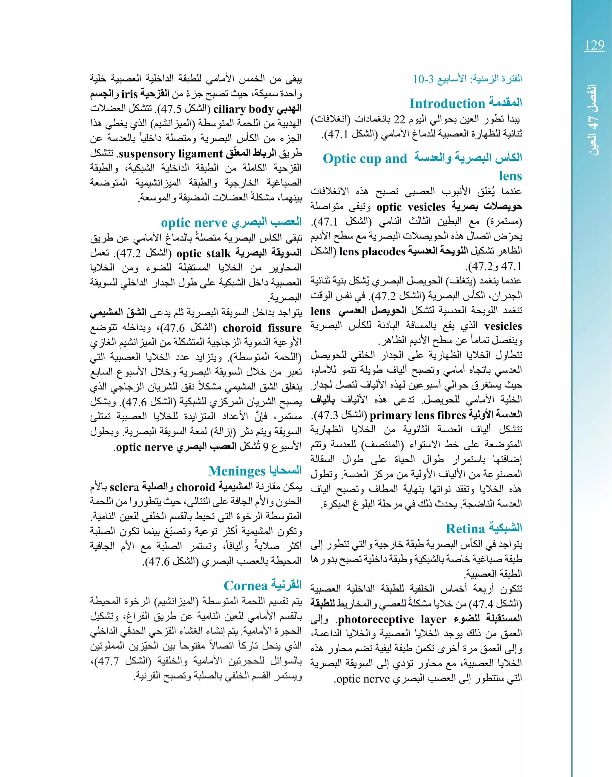 ‫ال‬‫فترة‬‫األسابيع‬ :‫الزمنية‬3-10
‫المقدمة‬Introduction
‫تطو‬ ‫يبدأ‬‫اليوم‬ ‫بحوالي‬ ‫العين‬ ‫ر‬22‫بانغمادات‬)‫(انغالفات‬
‫(الشكل‬ ‫األمامي‬ ‫للدماغ‬ ‫العصبية‬ ‫للظهارة‬ ‫ثنائية‬47.1.)
‫الك‬‫أ‬‫البصر‬ ‫س‬‫ة‬‫والعدسة‬Optic cup and
lens
‫االنغالفات‬ ‫هذه‬ ‫تصبح‬ ‫العصبي‬ ‫األنبوب‬ ‫ُغلق‬‫ي‬ ‫عندما‬
‫ة‬ ‫بصر‬ ‫صالت‬ ‫حو‬optic vesicles‫متواصلة‬ ‫وتبقى‬
)‫(مستمرة‬‫الثالث‬ ‫البطين‬ ‫مع‬‫(الشكل‬ ‫النامي‬47.1.)
‫األديم‬ ‫سطح‬ ‫مع‬ ‫البصرية‬ ‫الحويصالت‬ ‫هذه‬ ‫اتصال‬ ‫ض‬ّ‫يحر‬
‫تشكيل‬ ‫الظاهر‬‫العدسية‬ ‫حة‬ ‫اللو‬lens placodes‫(الشكل‬
47.1‫و‬47.2.)
‫ينغمد‬ ‫عندما‬)‫(يتغلف‬‫ال‬‫ح‬‫البصري‬ ‫ويصل‬ُ‫ي‬‫ثنائية‬ ‫بنية‬ ‫شكل‬
‫الك‬ ،‫الجدران‬‫أس‬‫البصري‬‫ة‬‫(الشكل‬47.2‫الوقت‬ ‫نفس‬ ‫في‬ .)
‫تنغ‬‫العدسية‬ ‫اللويحة‬ ‫مد‬‫لتشكل‬‫العدسي‬ ‫صل‬ ‫الحو‬lens
vesicles‫للك‬ ‫البادئة‬ ‫بالمسافة‬ ‫يقع‬ ‫الذي‬‫أس‬‫البصري‬‫ة‬
‫و‬.‫الظاهر‬ ‫األديم‬ ‫سطح‬ ‫عن‬ ً‫ا‬‫تمام‬ ‫ينفصل‬
‫تتطاول‬‫للحويصل‬ ‫الخلفي‬ ‫الجدار‬ ‫على‬ ‫الظهارية‬ ‫الخاليا‬
‫طو‬ ‫ألياف‬ ‫وتصبح‬ ‫أمامي‬ ‫باتجاه‬ ‫العدسي‬‫ي‬‫لألمام‬ ‫تنمو‬ ‫لة‬،
‫حيث‬‫أسبوعين‬ ‫حوالي‬ ‫يستغرق‬‫لتصل‬ ‫األلياف‬ ‫لهذه‬‫لجدار‬
‫هذ‬ ‫تدعى‬ .‫للحويصل‬ ‫األمامي‬ ‫الخلية‬‫األلياف‬ ‫ه‬‫ب‬‫أ‬‫لياف‬
‫األولية‬ ‫العدسة‬primary lens fibres‫(الشكل‬47.3.)
‫الظهارية‬ ‫الخاليا‬ ‫من‬ ‫الثانوية‬ ‫العدسة‬ ‫ألياف‬ ‫تتشكل‬
‫االستواء‬ ‫خط‬ ‫على‬ ‫المتوضعة‬)‫(المنتصف‬‫وتتم‬ ‫للعدسة‬
‫السقالة‬ ‫طوال‬ ‫على‬ ‫الحياة‬ ‫طوال‬ ‫باستمرار‬ ‫إضافتها‬
‫من‬ ‫المصنوعة‬‫األول‬ ‫األلياف‬‫ي‬.‫العدسة‬ ‫مركز‬ ‫من‬ ‫ة‬‫و‬‫تطول‬
‫ألياف‬ ‫وتصبح‬ ‫المطاف‬ ‫بنهاية‬ ‫نواتها‬ ‫وتفقد‬ ‫الخاليا‬ ‫هذه‬
.‫المبكرة‬ ‫البلوغ‬ ‫مرحلة‬ ‫في‬ ‫ذلك‬ ‫يحدث‬ .‫الناضجة‬ ‫العدسة‬
‫الشبكية‬Retina
‫في‬ ‫يتواجد‬‫البصرية‬ ‫الكأس‬‫تتطور‬ ‫والتي‬ ‫خارجية‬ ‫طبقة‬‫إلى‬
‫و‬ ‫بالشبكية‬ ‫خاصة‬ ‫صباغية‬ ‫طبقة‬‫بدورها‬ ‫تصبح‬ ‫داخلية‬ ‫طبقة‬
.‫العصبية‬ ‫الطبقة‬
‫أربع‬ ‫تتكون‬‫ة‬‫أخماس‬‫الخلفية‬‫ل‬‫العصبية‬ ‫الداخلية‬ ‫لطبقة‬
‫(الشكل‬47.4ً‫ة‬‫مشكل‬ ‫خاليا‬ ‫من‬ )‫ل‬‫والمخاريط‬ ‫لعصي‬‫للطبقة‬
‫للضوء‬ ‫المستقبلة‬photoreceptive layer.‫و‬‫إلى‬
‫يو‬ ‫ذلك‬ ‫من‬ ‫العمق‬‫الداعمة‬ ‫والخاليا‬ ‫العصبية‬ ‫الخاليا‬ ‫جد‬،
‫و‬‫مح‬ ‫تضم‬ ‫ليفية‬ ‫طبقة‬ ‫تكمن‬ ‫أخرى‬ ‫مرة‬ ‫العمق‬ ‫إلى‬‫هذه‬ ‫اور‬
‫البصرية‬ ‫السويقة‬ ‫إلى‬ ‫تؤدي‬ ‫محاور‬ ‫مع‬ ،‫العصبية‬ ‫الخاليا‬
‫البصري‬ ‫العصب‬ ‫إلى‬ ‫ستتطور‬ ‫التي‬optic nerve.
‫خلية‬ ‫العصبية‬ ‫الداخلية‬ ‫للطبقة‬ ‫األمامي‬ ‫الخمس‬ ‫من‬ ‫يبقى‬
‫سميكة‬ ‫واحدة‬‫حيث‬ ،‫من‬ ً‫ء‬‫جز‬ ‫تصبح‬‫القزحية‬iris‫و‬‫الجسم‬
‫الهدبي‬ciliary body‫(الشكل‬47.5‫العضالت‬ ‫تتشكل‬ .)
‫الهدبي‬‫ال‬ ‫من‬ ‫ة‬‫لحمة‬‫المتوسط‬)‫(الميزانشيم‬ ‫ة‬‫هذا‬ ‫يغطي‬ ‫الذي‬
‫الك‬ ‫من‬ ‫الجزء‬‫أس‬‫البصري‬‫ة‬‫عن‬ ‫بالعدسة‬ ً‫ا‬‫داخلي‬ ‫ومتصلة‬
‫طريق‬‫ق‬ّ‫ل‬‫المع‬ ‫الرباط‬suspensory ligament‫تتشكل‬ .
‫والطبقة‬ ،‫الشبكية‬ ‫الداخلية‬ ‫الطبقة‬ ‫من‬ ‫الكاملة‬ ‫القزحية‬
‫و‬ ‫الخارجية‬ ‫الصباغية‬‫ال‬‫طبقة‬‫الميزانشيمية‬‫المتوضعة‬
،‫بينهما‬‫مشكل‬ً‫ة‬.‫والموسعة‬ ‫المضيقة‬ ‫العضالت‬
‫البصري‬ ‫العصب‬optic nerve
‫ت‬‫الك‬ ‫بقى‬‫أ‬‫البصري‬ ‫س‬‫ة‬‫متصل‬ً‫ة‬‫طريق‬ ‫عن‬ ‫األمامي‬ ‫بالدماغ‬
‫ة‬ ‫البصر‬ ‫قة‬ ‫السو‬optic stalk‫(الشكل‬47.2‫تعمل‬ .)
‫و‬ ‫للضوء‬ ‫المستقبلة‬ ‫الخاليا‬ ‫من‬ ‫المحاوير‬‫من‬‫الخاليا‬
‫للسويقة‬ ‫الداخلي‬ ‫الجدار‬ ‫طول‬ ‫على‬ ‫الشبكية‬ ‫داخل‬ ‫العصبية‬
‫البصر‬.‫ية‬
‫يتواجد‬‫يدعى‬ ‫ثلم‬ ‫البصرية‬ ‫السويقة‬ ‫بداخل‬‫المشيمي‬ ّ‫ق‬‫الش‬
choroid fissure‫(الشكل‬47.6‫وبداخله‬ ،)‫تتوضع‬
‫المتشك‬ ‫الزجاجية‬ ‫الدموية‬ ‫األوعية‬‫من‬ ‫لة‬‫الغازي‬ ‫الميزانشيم‬
)‫المتوسطة‬ ‫(اللحمة‬.‫و‬‫التي‬ ‫العصبية‬ ‫الخاليا‬ ‫عدد‬ ‫يتزايد‬
‫و‬ ‫البصرية‬ ‫السويقة‬ ‫خالل‬ ‫من‬ ‫تعبر‬‫خالل‬‫األسبوع‬‫السابع‬
‫ي‬‫ن‬‫الذي‬ ‫الزجاجي‬ ‫للشريان‬ ‫نفق‬ ً‫ال‬‫مشك‬ ‫المشيمي‬ ‫الشق‬ ‫غلق‬
‫(الشكل‬ ‫للشبكية‬ ‫المركزي‬ ‫الشريان‬ ‫يصبح‬47.6‫وبشكل‬ .)
‫المتزايدة‬ ‫األعداد‬ َّ‫فإن‬ ،‫مستمر‬‫العصبية‬ ‫للخاليا‬‫تمتلئ‬
‫ويتم‬ ‫السويقة‬)‫(إزالة‬ ‫دثر‬.‫البصرية‬ ‫السويقة‬ ‫لمعة‬‫و‬‫بحلول‬
‫األسبوع‬9‫شكل‬ُ‫ت‬‫البصري‬ ‫العصب‬optic nerve.
‫السحا‬‫ا‬Meninges
‫ا‬ ‫مقارنة‬ ‫يمكن‬‫لمشيمية‬choroid‫و‬‫الص‬‫لبة‬sclera‫باألم‬
‫التتالي‬ ‫على‬ ‫الجافة‬ ‫واألم‬ ‫الحنون‬‫حيث‬ ،‫اللحمة‬ ‫من‬ ‫يتطوروا‬
.‫النامية‬ ‫للعين‬ ‫الخلفي‬ ‫بالقسم‬ ‫تحيط‬ ‫التي‬ ‫الرخوة‬ ‫المتوسطة‬
‫و‬‫توعية‬ ‫أكثر‬ ‫المشيمية‬ ‫تكون‬‫ّغ‬‫ب‬‫وتص‬‫بينما‬‫تكون‬‫الصلبة‬
ً‫ة‬‫صالب‬ ‫أكثر‬‫وألياف‬‫و‬ ،ً‫ا‬‫الصلب‬ ‫تستمر‬‫الجافية‬ ‫األم‬ ‫مع‬ ‫ة‬
‫(الشكل‬ ‫البصري‬ ‫بالعصب‬ ‫المحيطة‬47.6.)
‫القرنية‬Cornea
‫ال‬ ‫تقسيم‬ ‫يتم‬‫لحمة‬)‫(الميزانشيم‬ ‫المتوسطة‬‫الرخ‬‫وة‬‫المحيط‬‫ة‬
‫عن‬ ‫النامية‬ ‫للعين‬ ‫األمامي‬ ‫بالقسم‬‫وتشكيل‬ ،‫الفراغ‬ ‫طريق‬
‫الحدقي‬ ‫القزحي‬ ‫الغشاء‬ ‫إنشاء‬ ‫يتم‬ .‫األمامية‬ ‫الحجرة‬‫الداخلي‬
ً‫ال‬‫اتصا‬ ً‫ا‬‫تارك‬ ‫ينحل‬ ‫الذي‬‫ال‬ ‫بين‬ ً‫ا‬‫مفتوح‬‫ّزين‬‫ي‬‫ح‬‫الممل‬‫وئين‬
‫(الشكل‬ ‫والخلفية‬ ‫األمامية‬ ‫للحجرتين‬ ‫بالسوائل‬47.7)،
‫و‬‫يستم‬‫وتصبح‬ ‫بالصلبة‬ ‫الخلفي‬ ‫القسم‬ ‫ر‬.‫القرنية‬
‫الفصل‬74‫ال‬‫عين‬‫الفصل‬74‫العين‬
129
 