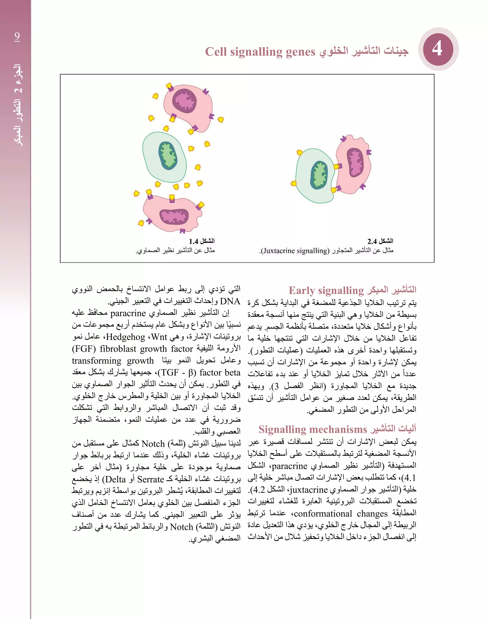 ‫المبكر‬ ‫التأشير‬Early signalling
‫كرة‬ ‫بشكل‬ ‫البداية‬ ‫في‬ ‫للمضغة‬ ‫الجذعية‬ ‫الخاليا‬ ‫ترتيب‬ ‫يتم‬
‫معقدة‬ ‫أنسجة‬ ‫منها‬ ‫ينتج‬ ‫التي‬ ‫البنية‬ ‫وهي‬ ‫الخاليا‬ ‫من‬ ‫بسيطة‬
‫يدعم‬ .‫الجسم‬ ‫بأنظمة‬ ‫متصلة‬ ،‫متعددة‬ ‫خاليا‬ ‫وأشكال‬ ‫بأنواع‬
‫ما‬ ‫خلية‬ ‫تنتجها‬ ‫التي‬ ‫اإلشارات‬ ‫خالل‬ ‫من‬ ‫الخاليا‬ ‫تفاعل‬
.)‫التطور‬ ‫(عمليات‬ ‫العمليات‬ ‫هذه‬ ‫أخرى‬ ‫واحدة‬ ‫وتستقبلها‬
‫تسبب‬ ‫أن‬ ‫اإلشارات‬ ‫من‬ ‫مجموعة‬ ‫أو‬ ‫واحدة‬ ‫إلشارة‬ ‫يمكن‬
‫تفاعالت‬ ‫بدء‬ ‫عند‬ ‫أو‬ ‫الخاليا‬ ‫تمايز‬ ‫خالل‬ ‫اآلثار‬ ‫من‬ ً‫ا‬‫عدد‬
‫الفصل‬ ‫(انظر‬ ‫المجاورة‬ ‫الخاليا‬ ‫مع‬ ‫جديدة‬3‫وبهذه‬ .)
‫الطر‬‫ّق‬‫س‬‫تن‬ ‫أن‬ ‫التأشير‬ ‫عوامل‬ ‫من‬ ‫صغير‬ ‫لعدد‬ ‫يمكن‬ ،‫يقة‬
.‫المضغي‬ ‫التطور‬ ‫من‬ ‫األولى‬ ‫المراحل‬
‫التأشير‬ ‫آليات‬Signalling mechanisms
‫عبر‬ ‫قصيرة‬ ‫لمسافات‬ ‫تنتشر‬ ‫أن‬ ‫اإلشارات‬ ‫لبعض‬ ‫يمكن‬
‫الخاليا‬ ‫أسطح‬ ‫على‬ ‫بالمستقبالت‬ ‫لترتبط‬ ‫المضغية‬ ‫األنسجة‬
‫الصماوي‬ ‫نظير‬ ‫(التأشير‬ ‫المستهدفة‬paracrine‫الشكل‬ ،
4.1‫إلى‬ ‫خلية‬ ‫مباشر‬ ‫اتصال‬ ‫اإلشارات‬ ‫بعض‬ ‫تتطلب‬ ‫كما‬ ،)
‫الصماوي‬ ‫جوار‬ ‫(التأشير‬ ‫خلية‬juxtacrine‫الشكل‬ ،4.2.)
‫الم‬ ‫تخضع‬‫لتغييرات‬ ‫للغشاء‬ ‫العابرة‬ ‫البروتينية‬ ‫ستقبالت‬
‫ة‬َ‫ق‬‫المطاب‬conformational changes‫ترتبط‬ ‫عندما‬ ،
‫عادة‬ ‫التعديل‬ ‫هذا‬ ‫يؤدي‬ ،‫الخلوي‬ ‫خارج‬ ‫المجال‬ ‫إلى‬ ‫الربيطة‬
‫األحداث‬ ‫من‬ ‫شالل‬ ‫وتحفيز‬ ‫الخاليا‬ ‫داخل‬ ‫الجزء‬ ‫انفصال‬ ‫إلى‬
‫النووي‬ ‫بالحمض‬ ‫االنتساخ‬ ‫عوامل‬ ‫ربط‬ ‫إلى‬ ‫تؤدي‬ ‫التي‬
DNA‫ال‬ ‫وإحداث‬.‫الجيني‬ ‫التعبير‬ ‫في‬ ‫تغييرات‬
‫الصماوي‬ ‫نظير‬ ‫التأشير‬ ‫إن‬paracrine‫عليه‬ ‫ظ‬َ‫ف‬‫محا‬
‫من‬ ‫مجموعات‬ ‫أربع‬ ‫يستخدم‬ ‫عام‬ ‫وبشكل‬ ‫األنواع‬ ‫بين‬ ‫ًا‬‫ي‬‫نسب‬
‫وهي‬ ،‫اإلشارة‬ ‫بروتينات‬Wnt،Hedgehog‫نمو‬ ‫عامل‬ ،
‫الليفية‬ ‫األرومة‬fibroblast growth factor(FGF)
‫بيتا‬ ‫النمو‬ ‫تحويل‬ ‫وعامل‬transforming growth
factor beta(TGF ‐ β‫معقد‬ ‫بشكل‬ ‫يشارك‬ ‫جميعها‬ ،)
‫بين‬ ‫الصماوي‬ ‫الجوار‬ ‫التأثير‬ ‫يحدث‬ ‫أن‬ ‫يمكن‬ .‫التطور‬ ‫في‬
.‫الخلوي‬ ‫خارج‬ ‫والمطرس‬ ‫الخلية‬ ‫بين‬ ‫أو‬ ‫المجاورة‬ ‫الخاليا‬
‫تشكلت‬ ‫التي‬ ‫والروابط‬ ‫المباشر‬ ‫االتصال‬ ‫أن‬ ‫ثبت‬ ‫وقد‬
‫الجهاز‬ ‫متضمنة‬ ،‫النمو‬ ‫عمليات‬ ‫من‬ ‫عدد‬ ‫في‬ ‫ضرورية‬
‫وا‬ ‫العصبي‬.‫لقلب‬
)‫(ثلمة‬ ‫النوتش‬ ‫سبيل‬ ‫لدينا‬Notch‫من‬ ‫مستقبل‬ ‫على‬ ‫كمثال‬
‫جوار‬ ‫بربائط‬ ‫ارتبط‬ ‫عندما‬ ‫وذلك‬ ،‫الخلية‬ ‫غشاء‬ ‫بروتينات‬
‫على‬ ‫آخر‬ ‫(مثال‬ ‫مجاورة‬ ‫خلية‬ ‫على‬ ‫موجودة‬ ‫صماوية‬
‫كـ‬ ‫الخلية‬ ‫غشاء‬ ‫بروتينات‬Serrate‫أو‬Delta‫يخضع‬ ‫إذ‬ )
‫ويرتبط‬ ‫إنزيم‬ ‫بواسطة‬ ‫البروتين‬ ‫ُشطر‬‫ي‬ ،‫المطابقة‬ ‫لتغييرات‬
‫الذي‬ ‫الخامل‬ ‫االنتساخ‬ ‫بعامل‬ ‫الخلوي‬ ‫بين‬ ‫المنفصل‬ ‫الجزء‬
‫أصناف‬ ‫من‬ ‫عدد‬ ‫يشارك‬ ‫كما‬ .‫الجيني‬ ‫التعبير‬ ‫على‬ ‫يؤثر‬
)‫(الثلمة‬ ‫النوتش‬Notch‫التطور‬ ‫في‬ ‫به‬ ‫المرتبطة‬ ‫والربائط‬
.‫البشري‬ ‫المضغي‬
‫الجزء‬2‫المبكر‬‫التطور‬
9
‫الخلوي‬ ‫التأشير‬ ‫جينات‬Cell signalling genes 4
 