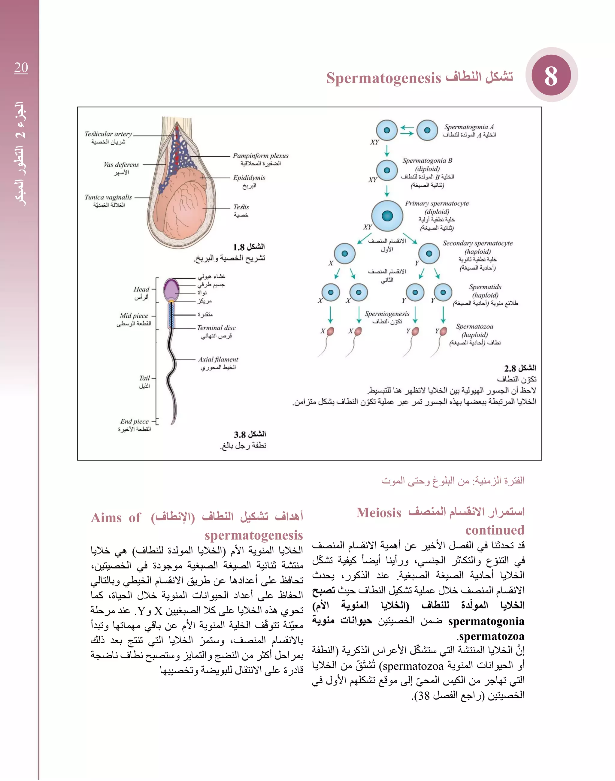 ‫الموت‬ ‫وحتى‬ ‫البلوغ‬ ‫من‬ :‫الزمنية‬ ‫الفترة‬
‫استمرار‬‫ال‬ ‫االنقسام‬‫منصف‬Meiosis
continued
‫المنصف‬ ‫االنقسام‬ ‫أهمية‬ ‫عن‬ ‫األخير‬ ‫الفصل‬ ‫في‬ ‫تحدثنا‬ ‫قد‬
‫ل‬ّ‫ك‬‫تش‬ ‫كيفية‬ ً‫ا‬‫أيض‬ ‫ورأينا‬ ،‫الجنسي‬ ‫والتكاثر‬ ‫ع‬ ّ‫التنو‬ ‫في‬
‫يحدث‬ ،‫الذكور‬ ‫عند‬ .‫الصبغية‬ ‫الصيغة‬ ‫أحادية‬ ‫الخاليا‬
‫حيث‬ ‫النطاف‬ ‫تشكيل‬ ‫عملية‬ ‫خالل‬ ‫المنصف‬ ‫االنقسام‬‫تصبح‬
)‫األم‬ ‫المنوية‬ ‫(الخاليا‬ ‫للنطاف‬ ‫دة‬‫المول‬ ‫الخاليا‬
spermatogonia‫الخصيتين‬ ‫ضمن‬‫منوية‬ ‫حيوانات‬
spermatozoa.
‫ال‬ ‫الخاليا‬ َّ‫إن‬‫منتشة‬‫(النطفة‬ ‫الذكرية‬ ‫األعراس‬ ‫ل‬ّ‫ك‬‫ستش‬ ‫التي‬
‫المنوية‬ ‫الحيوانات‬ ‫أو‬spermatozoa‫الخاليا‬ ‫من‬ ّ‫َق‬‫ت‬‫ش‬ُ‫ت‬ )
‫في‬ ‫األول‬ ‫تشكلهم‬ ‫موقع‬ ‫إلى‬ ّ‫ي‬‫المح‬ ‫الكيس‬ ‫من‬ ‫تهاجر‬ ‫التي‬
‫الفصل‬ ‫(راجع‬ ‫الخصيتين‬38.)
)‫(اإلنطاف‬ ‫النطاف‬ ‫تشكيل‬ ‫أهداف‬Aims of
spermatogenesis
‫خاليا‬ ‫هي‬ )‫للنطاف‬ ‫المولدة‬ ‫(الخاليا‬ ‫األم‬ ‫المنوية‬ ‫الخاليا‬
‫منتشة‬،‫الخصيتين‬ ‫في‬ ‫موجودة‬ ‫الصبغية‬ ‫الصيغة‬ ‫ثنائية‬
‫وبالتالي‬ ‫الخيطي‬ ‫االنقسام‬ ‫طريق‬ ‫عن‬ ‫أعدادها‬ ‫على‬ ‫تحافظ‬
‫الحيوانات‬ ‫أعداد‬ ‫على‬ ‫الحفاظ‬‫كما‬ ،‫الحياة‬ ‫خالل‬ ‫المنوية‬
‫الصبغيين‬ ‫كال‬ ‫على‬ ‫الخاليا‬ ‫هذه‬ ‫تحوي‬X‫و‬Y.‫مرحلة‬ ‫عند‬
‫وتبدأ‬ ‫مهماتها‬ ‫باقي‬ ‫عن‬ ‫األم‬ ‫المنوية‬ ‫الخلية‬ ‫ف‬ّ‫ق‬‫تتو‬ ‫ّنة‬‫ي‬‫مع‬
،‫المنصف‬ ‫باالنقسام‬‫و‬ّ‫ستمر‬‫ذلك‬ ‫بعد‬ ‫تنتج‬ ‫التي‬ ‫الخاليا‬
‫والت‬ ‫النضج‬ ‫من‬ ‫أكثر‬ ‫بمراحل‬‫مايز‬‫وستصبح‬‫ناضجة‬ ‫نطاف‬
‫على‬ ‫قادرة‬‫ل‬ ‫االنتقال‬‫وتخصيبها‬ ‫لبويضة‬
‫النطاف‬ ‫تشكل‬Spermatogenesis 8
‫الجزء‬2‫المبكر‬‫التطور‬
20
 