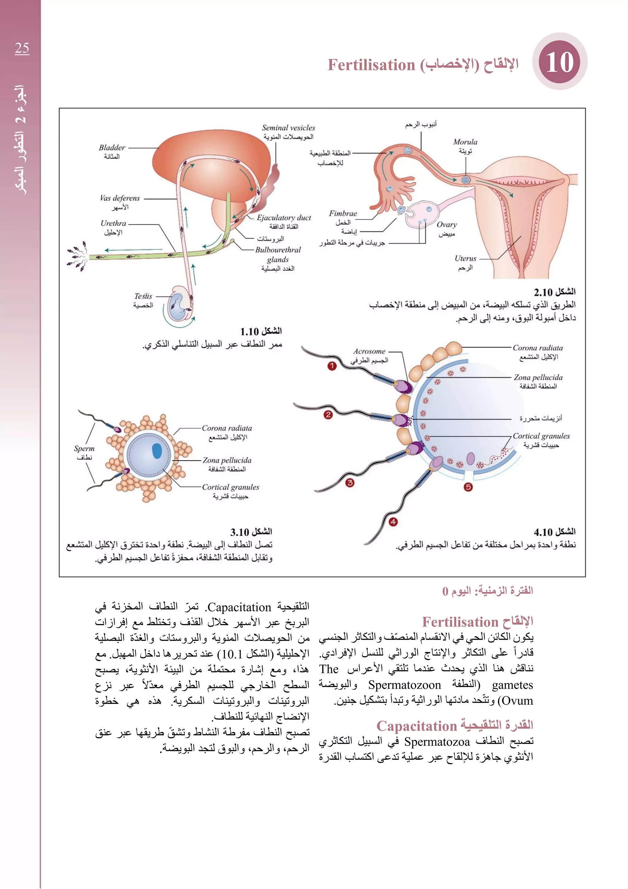 ‫اليوم‬ :‫الزمنية‬ ‫الفترة‬0
‫اإللقاح‬Fertilisation
‫الجنسي‬ ‫والتكاثر‬ ‫ف‬ّ‫ص‬‫المن‬ ‫االنقسام‬ ‫في‬ ‫الحي‬ ‫الكائن‬ ‫يكون‬
.‫اإلفرادي‬ ‫للنسل‬ ‫الوراثي‬ ‫واإلنتاج‬ ‫التكاثر‬ ‫على‬ ً‫ا‬‫قادر‬
‫األعراس‬ ‫تلتقي‬ ‫عندما‬ ‫يحدث‬ ‫الذي‬ ‫هنا‬ ‫نناقش‬The
gametes‫(النطفة‬Spermatozoon‫والبويضة‬
Ovum‫ماد‬ ‫حد‬ّ‫ت‬‫وت‬ ).‫جنين‬ ‫بتشكيل‬ ‫وتبدأ‬ ‫الوراثية‬ ‫تها‬
‫التلقيحية‬ ‫القدرة‬Capacitation
‫النطاف‬ ‫تصبح‬Spermatozoa‫التكاثري‬ ‫السبيل‬ ‫في‬
‫القدرة‬ ‫اكتساب‬ ‫تدعى‬ ‫عملية‬ ‫عبر‬ ‫لإللقاح‬ ‫جاهزة‬ ‫األنثوي‬
‫التلقيحية‬Capacitation.‫في‬ ‫المخزنة‬ ‫النطاف‬ ّ‫تمر‬
‫القذف‬ ‫خالل‬ ‫األسهر‬ ‫عبر‬ ‫البربخ‬‫إفرازات‬ ‫مع‬ ‫وتختلط‬
‫ّة‬‫د‬‫والغ‬ ‫والبروستات‬ ‫المنوية‬ ‫الحويصالت‬ ‫من‬‫البصلية‬
‫(الشكل‬ ‫اإلحليلية‬10.1‫مع‬ .‫المهبل‬ ‫داخل‬ ‫تحريرها‬ ‫عند‬ )
‫يصبح‬ ،‫األنثوية‬ ‫البيئة‬ ‫من‬ ‫محتملة‬ ‫إشارة‬ ‫ومع‬ ،‫هذا‬
‫نزع‬ ‫عبر‬ ً‫ال‬ّ‫د‬‫مع‬ ‫الطرفي‬ ‫للجسيم‬ ‫الخارجي‬ ‫السطح‬
‫خطوة‬ ‫هي‬ ‫هذه‬ .‫السكرية‬ ‫والبروتينات‬ ‫البروتينات‬
.‫للنطاف‬ ‫النهائية‬ ‫اإلنضاج‬
‫النطاف‬ ‫تصبح‬‫عنق‬ ‫عبر‬ ‫طريقها‬ ّ‫وتشق‬ ‫النشاط‬ ‫مفرطة‬
،‫الرحم‬،‫والرحم‬‫البويضة‬ ‫لتجد‬ ‫والبوق‬.
)‫(اإلخصاب‬ ‫اإللقاح‬Fertilisation 10
‫الجزء‬2‫المبكر‬‫التطور‬
25
 