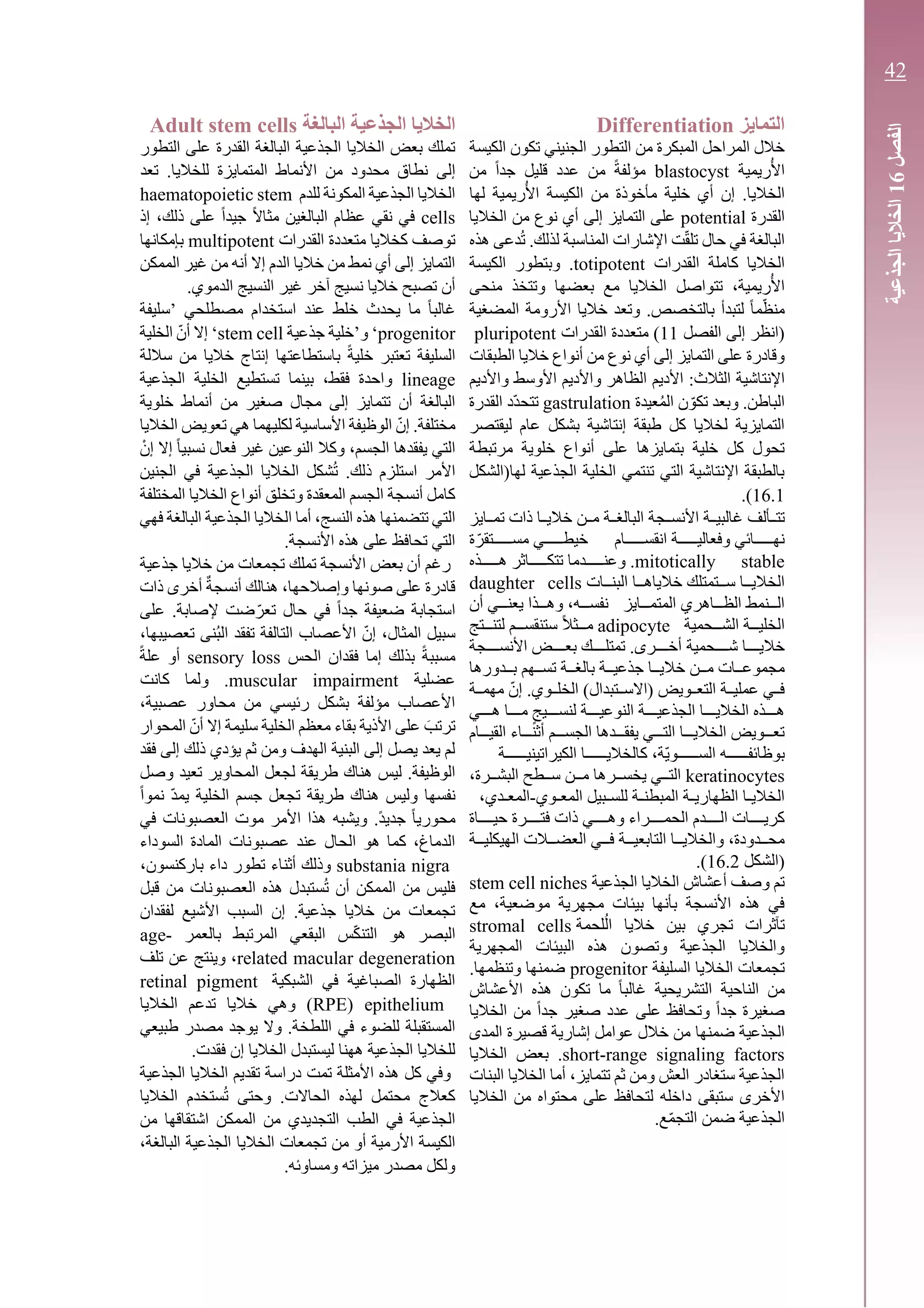 ‫التمايز‬Differentiation
‫من‬ ‫المبكرة‬ ‫المراحل‬ ‫خالل‬‫ت‬ ‫الجنيني‬ ‫التطور‬‫الكيسة‬ ‫كون‬
‫ريمية‬ُ‫األ‬blastocyst‫من‬ ً‫ا‬‫جد‬ ‫قليل‬ ‫عدد‬ ‫من‬ ً‫ة‬‫مؤلف‬
‫لها‬ ‫ريمية‬ُ‫األ‬ ‫الكيسة‬ ‫من‬ ‫مأخوذة‬ ‫خلية‬ ‫أي‬ ‫إن‬ .‫الخاليا‬
‫القدرة‬potential‫الخاليا‬ ‫من‬ ‫نوع‬ ‫أي‬ ‫إلى‬ ‫التمايز‬ ‫على‬
‫المناس‬ ‫اإلشارات‬ ‫ت‬ّ‫ق‬‫تل‬ ‫حال‬ ‫في‬ ‫البالغة‬‫هذه‬ ‫دعى‬ُ‫ت‬ .‫لذلك‬ ‫بة‬
‫ك‬ ‫الخاليا‬‫املة‬‫القدرات‬totipotent.‫وبتطور‬‫الكيسة‬
‫منحى‬ ‫وتتخذ‬ ‫بعضها‬ ‫مع‬ ‫الخاليا‬ ‫تتواصل‬ ،‫ريمية‬ُ‫األ‬
‫المضغية‬ ‫األرومة‬ ‫خاليا‬ ‫وتعد‬ .‫بالتخصص‬ ‫لتبدأ‬ ً‫ا‬‫م‬ّ‫ظ‬‫من‬
‫الفصل‬ ‫إلى‬ ‫(انظر‬11‫القدرات‬ ‫متعددة‬ )pluripotent
‫الطبقات‬ ‫خاليا‬ ‫أنواع‬ ‫من‬ ‫نوع‬ ‫أي‬ ‫إلى‬ ‫التمايز‬ ‫على‬ ‫وقادرة‬
‫الثالث‬ ‫اإلنتاشية‬:‫األديم‬‫واألديم‬ ‫األوسط‬ ‫واألديم‬ ‫الظاهر‬
ُ‫م‬‫ال‬ ‫ن‬ ّ‫تكو‬ ‫وبعد‬ .‫الباطن‬‫عيدة‬gastrulation‫القدرة‬ ‫ّد‬‫د‬‫تتح‬
‫إنتاشية‬ ‫طبقة‬ ‫كل‬ ‫لخاليا‬ ‫التمايزية‬‫عام‬ ‫بشكل‬‫ليقتصر‬
‫مرتبطة‬ ‫خلوية‬ ‫أنواع‬ ‫على‬ ‫بتمايزها‬ ‫خلية‬ ‫كل‬ ‫تحول‬
‫لها(الشكل‬ ‫الجذعية‬ ‫الخلية‬ ‫تنتمي‬ ‫التي‬ ‫اإلنتاشية‬ ‫بالطبقة‬
16.1.)
‫ـألف‬‫ـ‬‫تت‬‫ـايز‬‫ـ‬‫تم‬ ‫ذات‬ ‫ـا‬‫ـ‬‫خالي‬ ‫ـن‬‫ـ‬‫م‬ ‫ـة‬‫ـ‬‫البالغ‬ ‫ـجة‬‫ـ‬‫األنس‬ ‫ـة‬‫ـ‬‫غالبي‬
‫انقســـــام‬ ‫وفعاليـــــة‬ ‫نهـــــائي‬‫خيطـــــي‬‫ة‬ّ‫مســـــتقر‬
mitotically stable‫هـــــذه‬ ‫تتكـــــاثر‬ ‫وعنـــــدما‬ .
‫البنــات‬ ‫خالياهــا‬ ‫ســتمتلك‬ ‫الخاليــا‬daughter cells
‫ـايز‬‫ـ‬‫المتمـ‬ ‫ـاهري‬‫ـ‬‫الظـ‬ ‫ـنمط‬‫ـ‬‫الـ‬‫ـه‬‫ـ‬‫نفسـ‬‫أن‬ ‫ـي‬‫ـ‬‫يعنـ‬ ‫ـذا‬‫ـ‬‫وهـ‬ ،
‫ـحمية‬‫ـ‬‫الشـ‬ ‫ـة‬‫ـ‬‫الخليـ‬adipocyteً‫ال‬‫ـث‬‫ـ‬‫مـ‬‫ـتج‬‫ـ‬‫لتنـ‬ ‫ـم‬‫ـ‬‫ستنقسـ‬
‫ـحمية‬‫ـ‬‫شــ‬ ‫ـا‬‫ـ‬‫خاليــ‬‫ـجة‬‫ـ‬‫األنســ‬ ‫ـض‬‫ـ‬‫بعــ‬ ‫ـك‬‫ـ‬‫تمتلــ‬ .‫ـرى‬‫ـ‬‫أخــ‬
‫بــدورها‬ ‫تســهم‬ ‫بالغــة‬ ‫جذعيــة‬ ‫خاليــا‬ ‫مــن‬ ‫مجموعــات‬
‫ـويض‬‫ـ‬‫التع‬ ‫ـة‬‫ـ‬‫عملي‬ ‫ـي‬‫ـ‬‫ف‬)‫ـتبدال‬‫ـ‬‫(االس‬‫ـة‬‫ـ‬‫مهم‬ ّ‫إن‬ .‫ـوي‬‫ـ‬‫الخل‬
‫ال‬ ‫الجذعيـــة‬ ‫الخاليـــا‬ ‫هـــذه‬‫ل‬ ‫نوعيـــة‬‫هـــي‬ ‫مـــا‬ ٍ‫نســـيج‬
‫ـام‬‫ـ‬‫القيـ‬ ‫ـاء‬‫ـ‬‫أثنـ‬ ‫ـم‬‫ـ‬‫الجسـ‬ ‫ـدها‬‫ـ‬‫يفقـ‬ ‫ـي‬‫ـ‬‫التـ‬ ‫ـا‬‫ـ‬‫الخاليـ‬ ‫ـويض‬‫ـ‬‫تعـ‬
‫ـة‬‫ـ‬‫الكيراتينيــــ‬ ‫ـا‬‫ـ‬‫كالخاليــــ‬ ،‫ّة‬‫ي‬‫ـو‬‫ـ‬‫الســــ‬ ‫ـه‬‫ـ‬‫بوظائفــــ‬
keratinocytes‫ي‬ ‫التــي‬‫البشــرة‬ ‫ســطح‬ ‫مــن‬ ‫خســرها‬،
‫ـوي‬‫ـ‬‫المع‬ ‫ـبيل‬‫ـ‬‫للس‬ ‫ـة‬‫ـ‬‫المبطن‬ ‫ـة‬‫ـ‬‫الظهاري‬ ‫ـا‬‫ـ‬‫الخالي‬-،‫ـدي‬‫ـ‬‫المع‬
‫وهــــي‬ ‫الحمــــراء‬ ‫الــــدم‬ ‫كريــــات‬‫فتــــرة‬ ‫ذات‬‫حيــــاة‬
‫الع‬ ‫فــي‬ ‫التابعيــة‬ ‫والخاليــا‬ ،‫محــدودة‬‫الهيكليــة‬ ‫ضــالت‬
‫(الشكل‬16.2.)
‫الجذعية‬ ‫الخاليا‬ ‫أعشاش‬ ‫وصف‬ ‫تم‬stem cell niches
‫موضعية‬ ‫مجهرية‬ ‫بيئات‬ ‫بأنها‬ ‫األنسجة‬ ‫هذه‬ ‫في‬،‫مع‬
‫لحمة‬ُ‫ل‬‫ا‬ ‫خاليا‬ ‫بين‬ ‫تجري‬ ‫تآثرات‬stromal cells
‫المجهرية‬ ‫البيئات‬ ‫هذه‬ ‫وتصون‬ ‫الجذعية‬ ‫والخاليا‬
‫السليفة‬ ‫الخاليا‬ ‫تجمعات‬progenitor.‫وتنظمها‬ ‫ضمنها‬
‫الناحية‬ ‫من‬‫األعشاش‬ ‫هذه‬ ‫تكون‬ ‫ما‬ ً‫ا‬‫غالب‬ ‫التشريحية‬
‫عدد‬ ‫على‬ ‫وتحافظ‬ ً‫ا‬‫جد‬ ‫صغيرة‬‫الخاليا‬ ‫من‬ ً‫ا‬‫جد‬ ‫صغير‬
‫الجذعية‬‫ضمنها‬‫المدى‬ ‫قصيرة‬ ‫إشارية‬ ‫عوامل‬ ‫خالل‬ ‫من‬
short-range signaling factors‫الخاليا‬ ‫بعض‬ .
‫البنات‬ ‫الخاليا‬ ‫أما‬ ،‫تتمايز‬ ‫ثم‬ ‫ومن‬ ‫العش‬ ‫ستغادر‬ ‫الجذعية‬
‫على‬ ‫لتحافظ‬ ‫داخله‬ ‫ستبقى‬ ‫األخرى‬‫الخاليا‬ ‫من‬ ‫محتواه‬
‫ع‬ّ‫م‬‫التج‬ ‫ضمن‬ ‫الجذعية‬.
‫الجذعية‬ ‫الخاليا‬‫البالغة‬Adult stem cells
‫التطور‬ ‫على‬ ‫القدرة‬ ‫البالغة‬ ‫الجذعية‬ ‫الخاليا‬ ‫بعض‬ ‫تملك‬
‫إلى‬‫تعد‬ .‫للخاليا‬ ‫المتمايزة‬ ‫األنماط‬ ‫من‬ ‫محدود‬ ‫نطاق‬
‫للدم‬ ‫المكونة‬ ‫الجذعية‬ ‫الخاليا‬haematopoietic stem
cells‫إذ‬ ،‫ذلك‬ ‫على‬ ً‫ا‬‫جيد‬ ً‫ال‬‫مثا‬ ‫البالغين‬ ‫عظام‬ ‫نقي‬ ‫في‬
‫القدرات‬ ‫متعددة‬ ‫كخاليا‬ ‫توصف‬multipotent‫بإمكانها‬
‫الممكن‬ ‫غير‬ ‫من‬ ‫أنه‬ ‫إال‬ ‫الدم‬ ‫خاليا‬ ‫من‬ ‫نمط‬ ‫أي‬ ‫إلى‬ ‫التمايز‬
‫غي‬ ‫آخر‬ ‫نسيج‬ ‫خاليا‬ ‫تصبح‬ ‫أن‬.‫الدموي‬ ‫النسيج‬ ‫ر‬
‫’سليفة‬ ‫مصطلحي‬ ‫استخدام‬ ‫عند‬ ‫خلط‬ ‫يحدث‬ ‫ما‬ ً‫ا‬‫غالب‬
progenitor‫و’خلية‬ ‘‫جذعية‬stem cell‫الخلية‬ ّ‫أن‬ ‫إال‬ ‘
‫ساللة‬ ‫من‬ ‫خاليا‬ ‫إنتاج‬ ‫باستطاعتها‬ ً‫ة‬‫خلي‬ ‫تعتبر‬ ‫السليفة‬
lineage‫الجذعية‬ ‫الخلية‬ ‫تستطيع‬ ‫بينما‬ ،‫فقط‬ ‫واحدة‬
‫مج‬ ‫إلى‬ ‫تتمايز‬ ‫أن‬ ‫البالغة‬‫ال‬‫خلوية‬ ‫أنماط‬ ‫من‬ ‫صغير‬
‫الخاليا‬ ‫تعويض‬ ‫هي‬ ‫لكليهما‬ ‫األساسية‬ ‫الوظيفة‬ ّ‫إن‬ .‫مختلفة‬
ْ‫إن‬ ‫إال‬ ً‫ا‬‫نسبي‬ ‫فعال‬ ‫غير‬ ‫النوعين‬ ‫وكال‬ ،‫الجسم‬ ‫يفقدها‬ ‫التي‬
‫في‬ ‫الجذعية‬ ‫الخاليا‬ ‫شكل‬ُ‫ت‬ .‫ذلك‬ ‫استلزم‬ ‫األمر‬‫الجنين‬
‫المختلفة‬ ‫الخاليا‬ ‫أنواع‬ ‫وتخلق‬ ‫المعقدة‬ ‫الجسم‬ ‫أنسجة‬ ‫كامل‬
‫النس‬ ‫هذه‬ ‫تتضمنها‬ ‫التي‬‫فهي‬ ‫البالغة‬ ‫الجذعية‬ ‫الخاليا‬ ‫أما‬ ،‫ج‬
.‫األنسجة‬ ‫هذه‬ ‫على‬ ‫تحافظ‬ ‫التي‬
‫جذعية‬ ‫خاليا‬ ‫من‬ ‫تجمعات‬ ‫تملك‬ ‫األنسجة‬ ‫بعض‬ ‫أن‬ ‫رغم‬
‫ذات‬ ‫أخرى‬ ٌ‫ة‬‫أنسج‬ ‫هنالك‬ ،‫وإصالحها‬ ‫صونها‬ ‫على‬ ‫قادرة‬
‫على‬ .‫إلصابة‬ ‫ضت‬ّ‫تعر‬ ‫حال‬ ‫في‬ ً‫ا‬‫جد‬ ‫ضعيفة‬ ‫استجابة‬
‫األعصاب‬ ّ‫إن‬ ،‫المثال‬ ‫سبيل‬‫تفقد‬ ‫التالفة‬،‫تعصيبها‬ ‫ُنى‬‫ب‬‫ال‬
‫الحس‬ ‫فقدان‬ ‫إما‬ ‫بذلك‬ ً‫ة‬‫مسبب‬sensory loss‫أو‬ً‫ة‬‫عل‬
‫عضلية‬muscular impairment‫كانت‬ ‫ولما‬ .
،‫عصبية‬ ‫محاور‬ ‫من‬ ‫رئيسي‬ ‫بشكل‬ ‫مؤلفة‬ ‫األعصاب‬
‫المحوار‬ ّ‫أن‬ ‫إال‬ ‫سليمة‬ ‫الخلية‬ ‫معظم‬ ‫بقاء‬ ‫األذية‬ ‫على‬ َ‫ترتب‬
‫فقد‬ ‫إلى‬ ‫ذلك‬ ‫يؤدي‬ ‫ثم‬ ‫ومن‬ ‫الهدف‬ ‫البنية‬ ‫إلى‬ ‫يصل‬ ‫يعد‬ ‫لم‬
‫طري‬ ‫هناك‬ ‫ليس‬ .‫الوظيفة‬‫وصل‬ ‫تعيد‬ ‫المحاوير‬ ‫لجعل‬ ‫قة‬
ً‫ا‬‫نمو‬ ّ‫د‬‫يم‬ ‫الخلية‬ ‫جسم‬ ‫تجعل‬ ‫طريقة‬ ‫هناك‬ ‫وليس‬ ‫نفسها‬
.ً‫د‬‫جدي‬ ً‫ا‬‫محوري‬‫ويشبه‬‫في‬ ‫العصبونات‬ ‫موت‬ ‫األمر‬ ‫هذا‬
‫السوداء‬ ‫المادة‬ ‫عصبونات‬ ‫عند‬ ‫الحال‬ ‫هو‬ ‫كما‬ ،‫الدماغ‬
substania nigra‫أثناء‬ ‫وذلك‬،‫باركنسون‬ ‫داء‬ ‫تطور‬
‫العصبونا‬ ‫هذه‬ ‫ستبدل‬ُ‫ت‬ ‫أن‬ ‫الممكن‬ ‫من‬ ‫فليس‬‫قبل‬ ‫من‬ ‫ت‬
‫لفقدان‬ ‫األشيع‬ ‫السبب‬ ‫إن‬ .‫جذعية‬ ‫خاليا‬ ‫من‬ ‫تجمعات‬
‫البقعي‬ ‫س‬ّ‫ك‬‫التن‬ ‫هو‬ ‫البصر‬‫بالعمر‬ ‫المرتبط‬age-
related macular degeneration‫عن‬ ‫وينتج‬ ،‫تلف‬
‫الشبكية‬ ‫في‬ ‫الصباغية‬ ‫الظهارة‬retinal pigment
epithelium(RPE‫الخاليا‬ ‫تدعم‬ ‫خاليا‬ ‫وهي‬ )
‫في‬ ‫للضوء‬ ‫المستقبلة‬‫طبيعي‬ ‫مصدر‬ ‫يوجد‬ ‫وال‬ .‫اللطخة‬
‫لي‬ ‫ههنا‬ ‫الجذعية‬ ‫للخاليا‬.‫فقدت‬ ‫إن‬ ‫الخاليا‬ ‫ستبدل‬
‫كل‬ ‫وفي‬‫الجذعية‬ ‫الخاليا‬ ‫تقديم‬ ‫دراسة‬ ‫تمت‬ ‫األمثلة‬ ‫هذه‬
‫وحتى‬ .‫الحاالت‬ ‫لهذه‬ ‫محتمل‬ ‫كعالج‬‫الخاليا‬ ‫ستخدم‬ُ‫ت‬
‫الطب‬ ‫في‬ ‫الجذعية‬‫من‬ ‫اشتقاقها‬ ‫الممكن‬ ‫من‬ ‫التجديدي‬
‫األر‬ ‫الكيسة‬‫الخاليا‬ ‫تجمعات‬ ‫من‬ ‫أو‬ ‫مية‬،‫البالغة‬ ‫الجذعية‬
.‫ومساوئه‬ ‫ميزاته‬ ‫مصدر‬ ‫ولكل‬
‫الفصل‬16‫الجذعية‬‫الخاليا‬
42
43
 