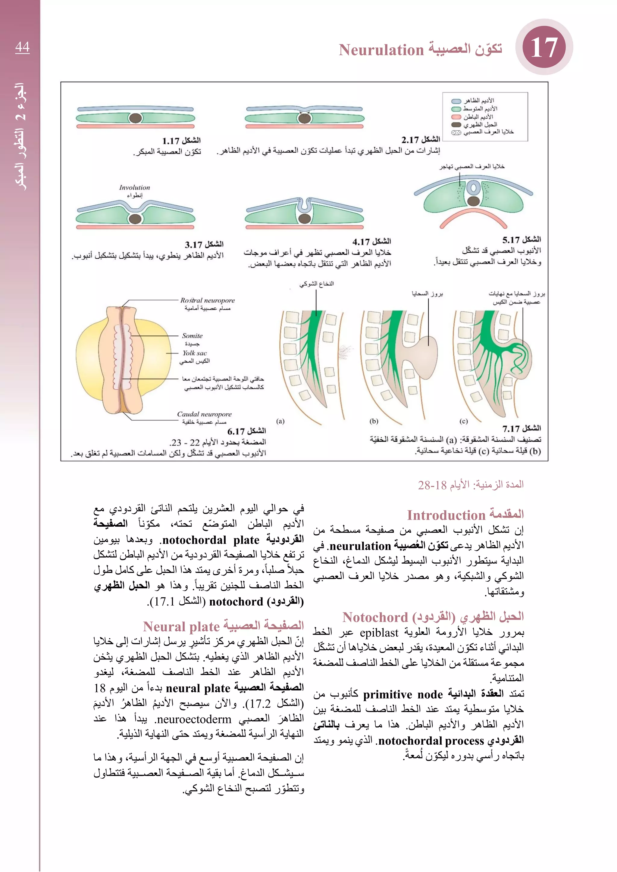 ‫األيام‬ :‫الزمنية‬ ‫المدة‬18-28
‫ال‬‫مقدمة‬Introduction
‫من‬ ‫مسطحة‬ ‫صفيحة‬ ‫من‬ ‫العصبي‬ ‫األنبوب‬ ‫تشكل‬ ‫إن‬
‫يدعى‬ ‫الظاهر‬ ‫األديم‬‫صيبة‬ُ‫ع‬‫ال‬ ‫ن‬‫تكو‬neurulation.‫في‬
‫سيتطور‬ ‫البداية‬‫ليشكل‬ ‫البسيط‬ ‫األنبوب‬،‫الدماغ‬‫النخاع‬
‫والشبكية‬ ‫الشوكي‬،‫العصبي‬ ‫العرف‬ ‫خاليا‬ ‫مصدر‬ ‫وهو‬
.‫ومشتقاتها‬
)‫(القردود‬ ‫الظهري‬ ‫الحبل‬Notochord
‫ب‬‫العلوية‬ ‫األرومة‬ ‫خاليا‬ ‫مرور‬epiblast‫ال‬ ‫عبر‬‫خط‬
،‫المعيدة‬ ‫ن‬ ّ‫تكو‬ ‫أثناء‬ ‫البدائي‬‫خالياها‬ ‫لبعض‬ ‫يقدر‬‫ل‬ّ‫ك‬‫تش‬ ‫أن‬
‫عل‬ ‫الخاليا‬ ‫من‬ ‫مستقلة‬ ‫مجموعة‬‫للمضغة‬ ‫الناصف‬ ‫الخط‬ ‫ى‬
.‫المتنامية‬
‫تمتد‬‫البد‬ ‫العقدة‬‫ا‬‫ئية‬primitive node‫من‬ ‫كأنبوب‬
‫بين‬ ‫للمضغة‬ ‫الناصف‬ ‫الخط‬ ‫عند‬ ‫يمتد‬ ‫متوسطية‬ ‫خاليا‬
‫يعرف‬ ‫ما‬ ‫هذا‬ .‫الباطن‬ ‫واألديم‬ ‫الظاهر‬ ‫األديم‬‫بالناتئ‬
‫القردودي‬notochordal process‫ويمتد‬ ‫ينمو‬ ‫الذي‬ .
ّ‫ليكو‬ ‫بدوره‬ ‫رأسي‬ ‫باتجاه‬.ً‫ة‬‫مع‬ُ‫ل‬ ‫ن‬
‫مع‬ ‫القردودي‬ ‫الناتئ‬ ‫يلتحم‬ ‫العشرين‬ ‫اليوم‬ ‫حوالي‬ ‫في‬
‫الباطن‬ ‫األديم‬‫ّع‬‫ض‬‫المتو‬ً‫ا‬‫ن‬ ّ‫مكو‬ ،‫تحته‬‫الصفيحة‬
‫القردودية‬notochordal plate‫بيومين‬ ‫وبعدها‬ .
‫القردودية‬ ‫الصفيحة‬ ‫خاليا‬ ‫ترتفع‬‫لتشكل‬ ‫الباطن‬ ‫األديم‬ ‫من‬
‫طول‬ ‫كامل‬ ‫على‬ ‫الحبل‬ ‫هذا‬ ‫يمتد‬ ‫أخرى‬ ‫ومرة‬ ،ً‫ا‬‫صلب‬ ً‫ال‬‫حب‬
‫للجن‬ ‫الناصف‬ ‫الخط‬‫هو‬ ‫وهذا‬ .ً‫ا‬‫تقريب‬ ‫ين‬‫الظهري‬ ‫الحبل‬
)‫(القردود‬notochord‫(الشكل‬17.1.)
‫العصبية‬ ‫الصفيحة‬Neural plate
ٍ‫تأشير‬ ‫مركز‬ ‫الظهري‬ ‫الحبل‬ ّ‫إن‬‫إشارات‬ ‫يرسل‬‫خاليا‬ ‫إلى‬
‫يثخن‬ ‫الظهري‬ ‫الحبل‬ ‫بتشكل‬ .‫يغطيه‬ ‫الذي‬ ‫الظاهر‬ ‫األديم‬
،‫للمضغة‬ ‫الناصف‬ ‫الخط‬ ‫عند‬ ‫الظاهر‬ ‫األديم‬‫ليغدو‬
‫العصبية‬ ‫الصفيحة‬neural plateً‫ا‬‫بدء‬‫اليوم‬ ‫من‬18
‫(الشكل‬17.2َ‫األديم‬ ُ‫الظاهر‬ ُ‫م‬‫األدي‬ ‫سيصبح‬ ‫واآلن‬ .)
‫العصبي‬ َ‫الظاهر‬neuroectoderm‫عند‬ ‫هذا‬ ‫يبدأ‬ .
.‫الذيلية‬ ‫النهاية‬ ‫حتى‬ ‫ويمتد‬ ‫للمضغة‬ ‫الرأسية‬ ‫النهاية‬
‫ما‬ ‫وهذا‬ ،‫ـية‬‫س‬‫الرأ‬ ‫الجهة‬ ‫في‬ ‫ـع‬‫س‬‫أو‬ ‫ـبية‬‫ص‬‫الع‬ ‫ـفيحة‬‫ص‬‫ال‬ ‫إن‬
‫فتتطا‬ ‫العصــبية‬ ‫الصــفيحة‬ ‫بقية‬ ‫أما‬ .‫الدماغ‬ ‫ســيشــكل‬‫ول‬
.‫الشوكي‬ ‫النخاع‬ ‫لتصبح‬ ‫ر‬ ّ‫وتتطو‬
‫الجزء‬2‫التطور‬‫المبكر‬
17‫العصيبة‬ ‫ن‬‫تكو‬Neurulation44
 