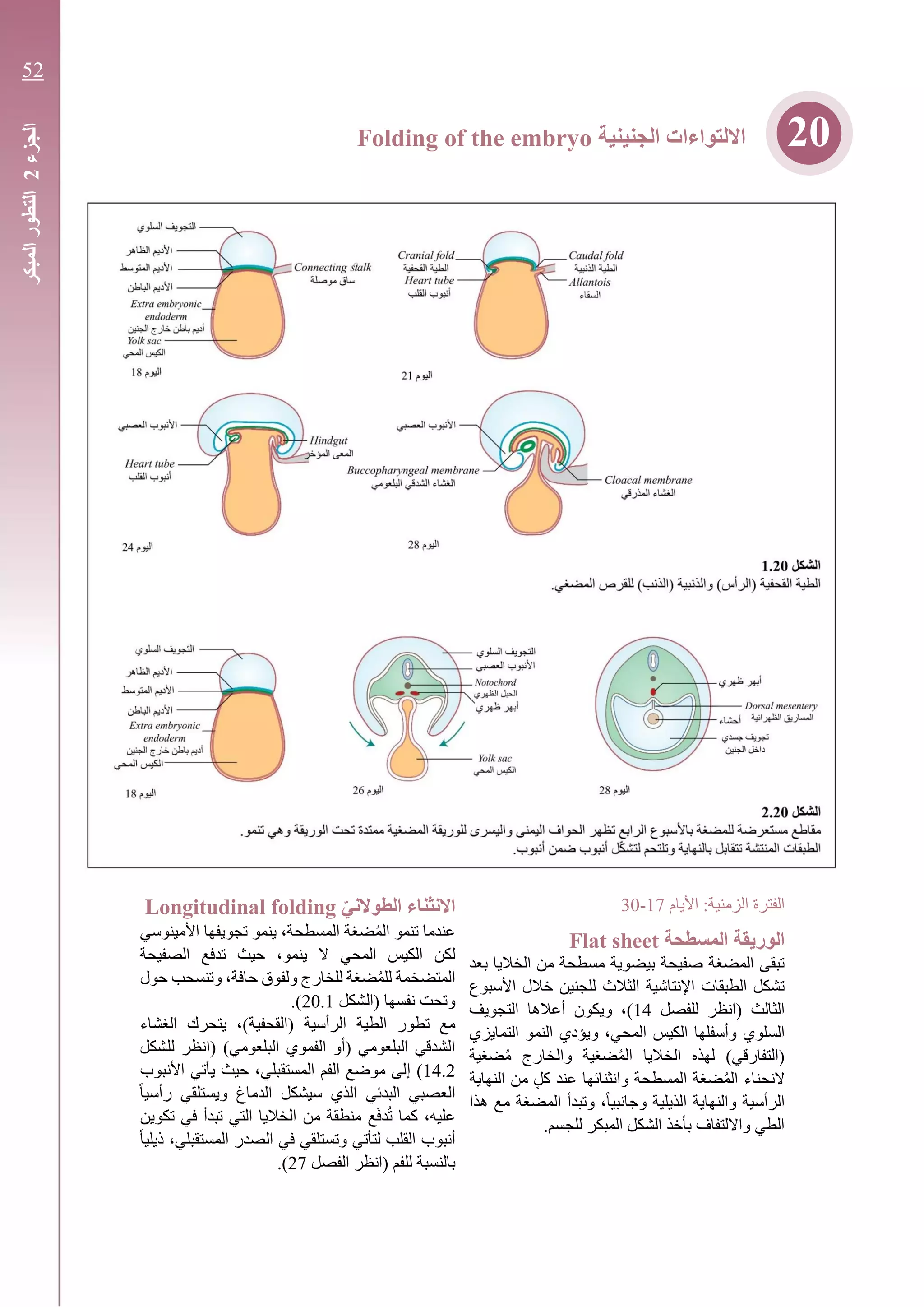 ‫الفترة‬‫األيام‬ :‫الزمنية‬17-30
‫المسطحة‬ ‫الوريقة‬Flat sheet
‫بعد‬ ‫الخاليا‬ ‫من‬ ‫مسطحة‬ ‫بيضوية‬ ‫صفيحة‬ ‫المضغة‬ ‫تبقى‬
‫األسبوع‬ ‫خالل‬ ‫للجنين‬ ‫الثالث‬ ‫اإلنتاشية‬ ‫الطبقات‬ ‫تشكل‬
( ‫الثالث‬‫ا‬‫للفصل‬ ‫نظر‬14‫التجويف‬ ‫أعالها‬ ‫ويكون‬ ،)
‫السلو‬‫ي‬‫التمايزي‬ ‫النمو‬ ‫ويؤدي‬ ،‫المحي‬ ‫الكيس‬ ‫وأسفلها‬
‫ضغية‬ُ‫م‬ ‫والخارج‬ ‫ضغية‬ُ‫م‬‫ال‬ ‫الخاليا‬ ‫لهذه‬ )‫(التفارقي‬
‫و‬ ‫المسطحة‬ ‫ضغة‬ُ‫م‬‫ال‬ ‫النحناء‬‫انثنائها‬‫النهاية‬ ‫من‬ ٍ‫ل‬‫ك‬ ‫عند‬
‫هذا‬ ‫مع‬ ‫المضغة‬ ‫وتبدأ‬ ،ً‫ا‬‫وجانبي‬ ‫الذيلية‬ ‫والنهاية‬ ‫الرأسية‬
.‫للجسم‬ ‫المبكر‬ ‫الشكل‬ ‫بأخذ‬ ‫وااللتفاف‬ ‫الطي‬
‫الطوالني‬ ‫االنثناء‬Longitudinal folding
‫األمينوسي‬ ‫تجويفها‬ ‫ينمو‬ ،‫المسطحة‬ ‫ضغة‬ُ‫م‬‫ال‬ ‫تنمو‬ ‫عندما‬
‫لكن‬‫ال‬ ‫الكيس‬‫محي‬‫الصفيحة‬ ‫تدفع‬ ‫حيث‬ ،‫ينمو‬ ‫ال‬
‫ضغة‬ُ‫م‬‫لل‬ ‫المتضخمة‬‫و‬ ‫للخارج‬‫ل‬‫فوق‬‫حافة‬‫و‬ ،‫تنسحب‬‫حول‬
‫(الشكل‬ ‫نفسها‬ ‫وتحت‬20.1.)
‫الطية‬ ‫تطور‬ ‫مع‬‫الرأسية‬(‫القحفية‬)‫الغشاء‬ ‫يتحرك‬ ،
‫للشكل‬ ‫(انظر‬ )‫البلعومي‬ ‫الفموي‬ ‫(أو‬ ‫البلعومي‬ ‫الشدقي‬
14.2)‫إ‬‫األنبوب‬ ‫يأتي‬ ‫حيث‬ ،‫المستقبلي‬ ‫الفم‬ ‫موضع‬ ‫لى‬
ً‫ا‬‫رأسي‬ ‫ويستلقي‬ ‫الدماغ‬ ‫سيشكل‬ ‫الذي‬ ‫البدئي‬ ‫العصبي‬
،‫عليه‬‫ع‬َ‫ف‬‫د‬ُ‫ت‬ ‫كما‬‫تكوين‬ ‫في‬ ‫تبدأ‬ ‫التي‬ ‫الخاليا‬ ‫من‬ ‫منطقة‬
‫القلب‬ ‫أنبوب‬‫ل‬‫تأتي‬‫و‬‫تستلقي‬ً‫ا‬‫ذيلي‬ ،‫المستقبلي‬ ‫الصدر‬ ‫في‬
‫للفم‬ ‫بالنسبة‬‫الفصل‬ ‫(انظر‬27).
20‫الجنينية‬ ‫االلتواءات‬Folding of the embryo
‫الجزء‬2‫المبكر‬‫التطور‬
52
 