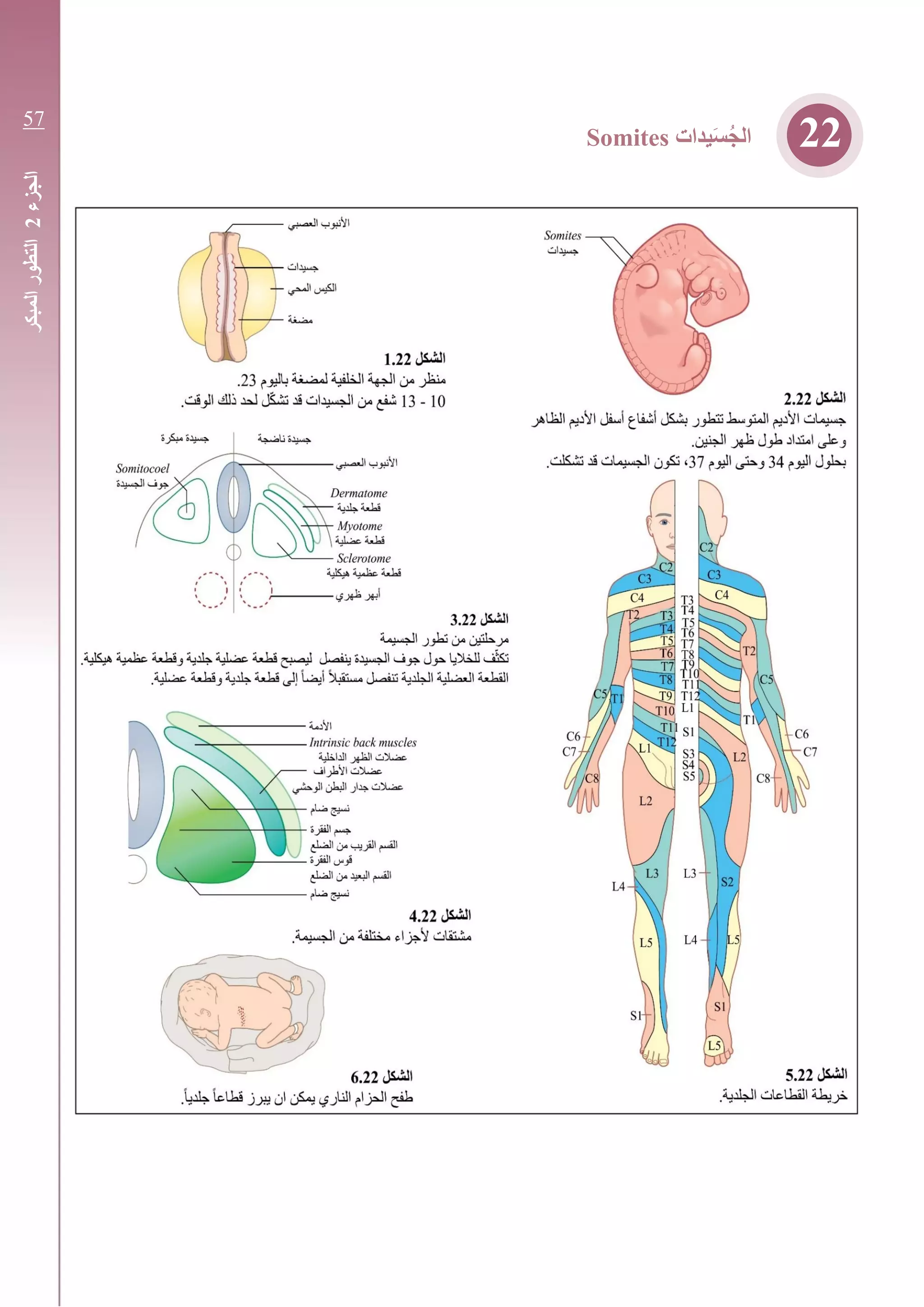 ‫يدات‬َ‫س‬ُ‫ج‬‫ال‬Somites 22
‫الجزء‬2‫المبكر‬‫التطور‬
57
 