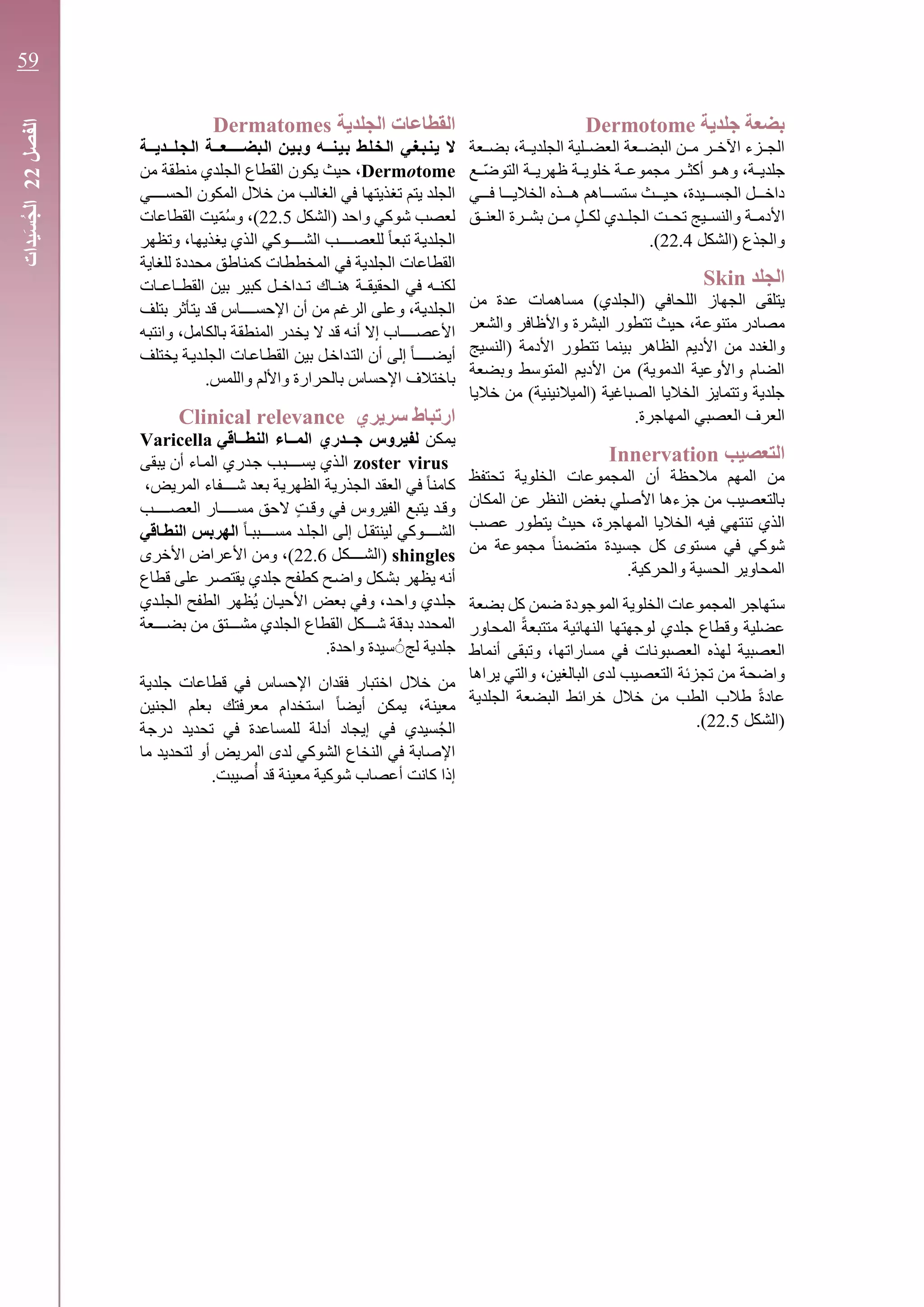 ‫بضعة‬‫جلدية‬Dermotome
،‫ـة‬‫ـ‬‫الجلدي‬ ‫ـلية‬‫ـ‬‫العض‬ ‫ـعة‬‫ـ‬‫البض‬ ‫ـن‬‫ـ‬‫م‬ ‫ـر‬‫ـ‬‫اآلخ‬ ‫ـزء‬‫ـ‬‫الج‬‫ـعة‬‫ـ‬‫بض‬
،‫ـة‬‫ـ‬‫جلدي‬‫ـ‬‫ـ‬‫وه‬‫و‬‫ـة‬‫ـ‬‫مجموع‬ ‫ـر‬‫ـ‬‫أكث‬‫ـة‬‫ـ‬‫خلوي‬‫ـة‬‫ـ‬‫ظهري‬‫ع‬ ّ‫ـ‬‫ـ‬‫التوض‬
‫ـي‬‫ـ‬‫فـ‬ ‫ـا‬‫ـ‬‫الخاليـ‬ ‫ـذه‬‫ـ‬‫هـ‬ ‫ـاهم‬‫ـ‬‫ستسـ‬ ‫ـث‬‫ـ‬‫حيـ‬ ،‫ـيدة‬‫ـ‬‫الجسـ‬ ‫ـل‬‫ـ‬‫داخـ‬
‫ـق‬‫ـ‬‫العن‬ ‫ـرة‬‫ـ‬‫بش‬ ‫ـن‬‫ـ‬‫م‬ ٍ‫ل‬‫ـ‬‫ـ‬‫لك‬ ‫ـدي‬‫ـ‬‫الجل‬ ‫ـت‬‫ـ‬‫تح‬ ‫ـيج‬‫ـ‬‫والنس‬ ‫ـة‬‫ـ‬‫األدم‬
‫والجذع‬‫(الشكل‬22.4.)
‫الجلد‬Skin
‫اللحافي‬ ‫الجهاز‬ ‫يتلقى‬)‫(الجلدي‬‫من‬ ‫عدة‬ ‫مساهمات‬
‫ت‬ ‫حيث‬ ،‫متنوعة‬ ‫مصادر‬‫ت‬‫واألظافر‬ ‫البشرة‬ ‫طور‬‫والشعر‬
‫ت‬ ‫بينما‬ ‫الظاهر‬ ‫األديم‬ ‫من‬ ‫والغدد‬‫ت‬‫طور‬‫(النسيج‬ ‫األدمة‬
‫وبضعة‬ ‫المتوسط‬ ‫األديم‬ ‫من‬ )‫الدموية‬ ‫واألوعية‬ ‫الضام‬
‫خاليا‬ ‫من‬ )‫(الميالنينية‬ ‫الصباغية‬ ‫الخاليا‬ ‫وتتمايز‬ ‫جلدية‬
.‫المهاجرة‬ ‫العصبي‬ ‫العرف‬
‫التعصيب‬Innervation
‫تحتفظ‬ ‫الخلوية‬ ‫المجموعات‬ ‫أن‬ ‫مالحظة‬ ‫المهم‬ ‫من‬
‫المكان‬ ‫عن‬ ‫النظر‬ ‫بغض‬ ‫األصلي‬ ‫جزءها‬ ‫من‬ ‫بالتعصيب‬
‫تن‬ ‫الذي‬‫عصب‬ ‫يتطور‬ ‫حيث‬ ،‫المهاجرة‬ ‫الخاليا‬ ‫فيه‬ ‫تهي‬
‫من‬ ‫مجموعة‬ ً‫ا‬‫متضمن‬ ‫جسيدة‬ ‫كل‬ ‫مستوى‬ ‫في‬ ‫شوكي‬
.‫والحركية‬ ‫الحسية‬ ‫المحاوير‬
‫الخلوية‬ ‫المجموعات‬ ‫ستهاجر‬‫كل‬ ‫ضمن‬ ‫الموجودة‬‫بضعة‬
‫و‬ ‫عضلية‬‫قطاع‬‫المحاور‬ ً‫ة‬‫متتبع‬ ‫النهائية‬ ‫لوجهتها‬ ‫جلدي‬
‫العصبية‬‫العصبونات‬ ‫لهذه‬‫أنماط‬ ‫وتبقى‬ ،‫مساراتها‬ ‫في‬
‫واضحة‬‫يراها‬ ‫والتي‬ ،‫البالغين‬ ‫لدى‬ ‫التعصيب‬ ‫تجزئة‬ ‫من‬
ً‫ة‬‫عاد‬‫خرائط‬ ‫خالل‬ ‫من‬ ‫الطب‬ ‫طالب‬‫ال‬‫بضعة‬‫ال‬‫جلدية‬
‫(الشكل‬22.5.)
‫الجلدية‬ ‫القطاعات‬Dermatomes
‫ال‬‫ـلــديــة‬‫ج‬‫ـ‬‫ل‬‫ا‬ ‫ـعــة‬‫ـ‬‫ـبضـــ‬‫ل‬‫ا‬ ‫ـن‬‫ي‬‫ـ‬‫ب‬‫و‬ ‫ـنــه‬‫ي‬‫ـ‬‫ب‬ ‫ـط‬‫ل‬‫ـ‬‫خ‬‫ـ‬‫ل‬‫ا‬ ‫ـي‬‫غ‬‫ـ‬‫ب‬‫ـ‬‫ن‬‫ـ‬‫ي‬
Dermotome،‫من‬ ‫ـة‬‫ق‬‫منط‬ ‫ـدي‬‫ل‬‫الج‬ ‫ـاع‬‫ط‬‫الق‬ ‫يكون‬ ‫ـث‬‫ي‬‫ح‬
‫الحســــي‬ ‫المكون‬ ‫خالل‬ ‫من‬ ‫ـب‬‫ل‬‫ـا‬‫غ‬‫ال‬ ‫في‬ ‫ـا‬‫ه‬‫ـذيت‬‫غ‬‫ت‬ ‫يتم‬ ‫ـد‬‫ل‬‫الج‬
‫(الشكل‬ ‫واحد‬ ‫شوكي‬ ‫لعصب‬22.5ُ‫س‬‫و‬ ،)ّ‫م‬‫القطاعات‬ ‫يت‬
‫وتظهر‬ ،‫ـا‬‫ه‬‫ـذي‬‫غ‬‫ي‬ ‫ـذي‬‫ل‬‫ا‬ ‫الشــــوكي‬ ‫للعصــــب‬ ً‫ا‬‫ـ‬‫ع‬‫تب‬ ‫ـة‬‫ي‬‫ـد‬‫ل‬‫الج‬
‫ـاية‬‫غ‬‫لل‬ ‫ـددة‬‫ح‬‫م‬ ‫ـاطق‬‫ن‬‫كم‬ ‫ـات‬‫ط‬‫المخط‬ ‫في‬ ‫ـدية‬‫ل‬‫الج‬ ‫ـاعات‬‫ط‬‫الق‬
‫بي‬ ‫كبير‬ ‫ـل‬‫ـ‬‫ـداخ‬‫ـ‬‫ت‬ ‫ـاك‬‫ـ‬‫هن‬ ‫ـة‬‫ـ‬‫الحقيق‬ ‫في‬ ‫ـه‬‫ـ‬‫لكن‬‫ـات‬‫ـ‬‫ـاع‬‫ـ‬‫القط‬ ‫ن‬
‫بتلف‬ ‫ـأثر‬‫ت‬‫ي‬ ‫ـد‬‫ق‬ ‫اإلحســــاس‬ ‫أن‬ ‫من‬ ‫الرغم‬ ‫وعلى‬ ،‫ـة‬‫ي‬‫ـد‬‫ل‬‫الج‬
‫ـه‬‫ب‬‫وانت‬ ،‫ـل‬‫م‬‫ـا‬‫ك‬‫ـال‬‫ب‬ ‫ـة‬‫ق‬‫المنط‬ ‫ـدر‬‫خ‬‫ي‬ ‫ال‬ ‫ـد‬‫ق‬ ‫ـه‬‫ن‬‫أ‬ ‫إال‬ ‫األعصــــاب‬
‫يختلف‬ ‫الجلـديـة‬ ‫ـات‬‫ع‬‫القطـا‬ ‫بين‬ ‫ـل‬‫خ‬‫ـدا‬‫ت‬‫ال‬ ‫أن‬ ‫إلى‬ ً‫ا‬‫ـ‬‫ـ‬‫أيضـــ‬
.‫واللمس‬ ‫واأللم‬ ‫بالحرارة‬ ‫اإلحساس‬ ‫باختالف‬
‫ارتباط‬‫سريري‬Clinical relevance
‫ـن‬‫ك‬‫ـ‬‫م‬‫ـ‬‫ي‬‫جــدري‬ ‫ـروس‬‫ي‬‫ـ‬‫ف‬‫ـ‬‫ل‬‫ـي‬‫ق‬‫ـطــا‬‫ن‬‫ـ‬‫ل‬‫ا‬ ‫ـمــاء‬‫ل‬‫ا‬Varicella
zoster virus‫يبقى‬ ‫أن‬ ‫المـاء‬ ‫جـدري‬ ‫يســــبـب‬ ‫الـذي‬
،‫المريض‬ ‫ـاء‬‫ف‬‫شــــ‬ ‫ـد‬‫ع‬‫ب‬ ‫ـة‬‫ي‬‫الظهر‬ ‫ـة‬‫ي‬‫ـذر‬‫ج‬‫ال‬ ‫ـد‬‫ق‬‫الع‬ ‫في‬ ً‫ا‬‫ـ‬‫ن‬‫ـام‬‫ك‬
‫و‬ٍ‫ت‬‫وقـ‬ ‫في‬ ‫الفيروس‬ ‫يتبع‬ ‫قـد‬‫ـب‬‫ـ‬‫العصـــ‬ ‫ـار‬‫ـ‬‫مســـ‬ ‫الحق‬
ً‫ا‬‫مســــببـ‬ ‫الجلـد‬ ‫إلى‬ ‫لينتقـل‬ ‫الشــــوكي‬‫النطـاقي‬ ‫الهربس‬
shingles‫ـل‬‫ك‬‫(الشــــ‬22.6‫األخرى‬ ‫األعراض‬ ‫ومن‬ ،)
‫ـك‬‫ش‬‫ب‬ ‫يظهر‬ ‫أنه‬‫قطاع‬ ‫على‬ ‫ـر‬‫ص‬‫يقت‬ ‫جلدي‬ ‫كطفح‬ ‫ـح‬‫ض‬‫وا‬ ‫ل‬
‫الجلـدي‬ ‫الطفح‬ ‫ُظهر‬‫ي‬ ‫األحيـان‬ ‫بعض‬ ‫وفي‬ ،‫واحـد‬ ‫جلـدي‬
‫بضـــعة‬ ‫من‬ ‫مشـــتق‬ ‫الجلدي‬ ‫القطاع‬ ‫شـــكل‬ ‫بدقة‬ ‫المحدد‬
‫لج‬ ‫جلدية‬ًُ.‫واحدة‬ ‫سيدة‬
‫في‬ ‫اإلحساس‬ ‫فقدان‬ ‫اختبار‬ ‫خالل‬ ‫من‬‫قطاعات‬‫جلدية‬
‫معينة‬ً‫ا‬‫أيض‬ ‫يمكن‬ ،‫الجنين‬ ‫بعلم‬ ‫معرفتك‬ ‫استخدام‬
ُ‫ج‬‫ال‬‫ل‬ ‫أدلة‬ ‫إيجاد‬ ‫في‬ ‫سيدي‬‫درجة‬ ‫تحديد‬ ‫في‬ ‫لمساعدة‬
‫ما‬ ‫لتحديد‬ ‫أو‬ ‫المريض‬ ‫لدى‬ ‫الشوكي‬ ‫النخاع‬ ‫في‬ ‫اإلصابة‬
‫كانت‬ ‫إذا‬‫أ‬.‫صيبت‬ُ‫أ‬ ‫قد‬ ‫معينة‬ ‫شوكية‬ ‫عصاب‬
‫جزء‬
‫ثاني‬
‫الجزء‬2‫األجهزة‬‫تطور‬‫الفصل‬22‫يدات‬َ‫س‬ُ‫ج‬‫ال‬
59
 
