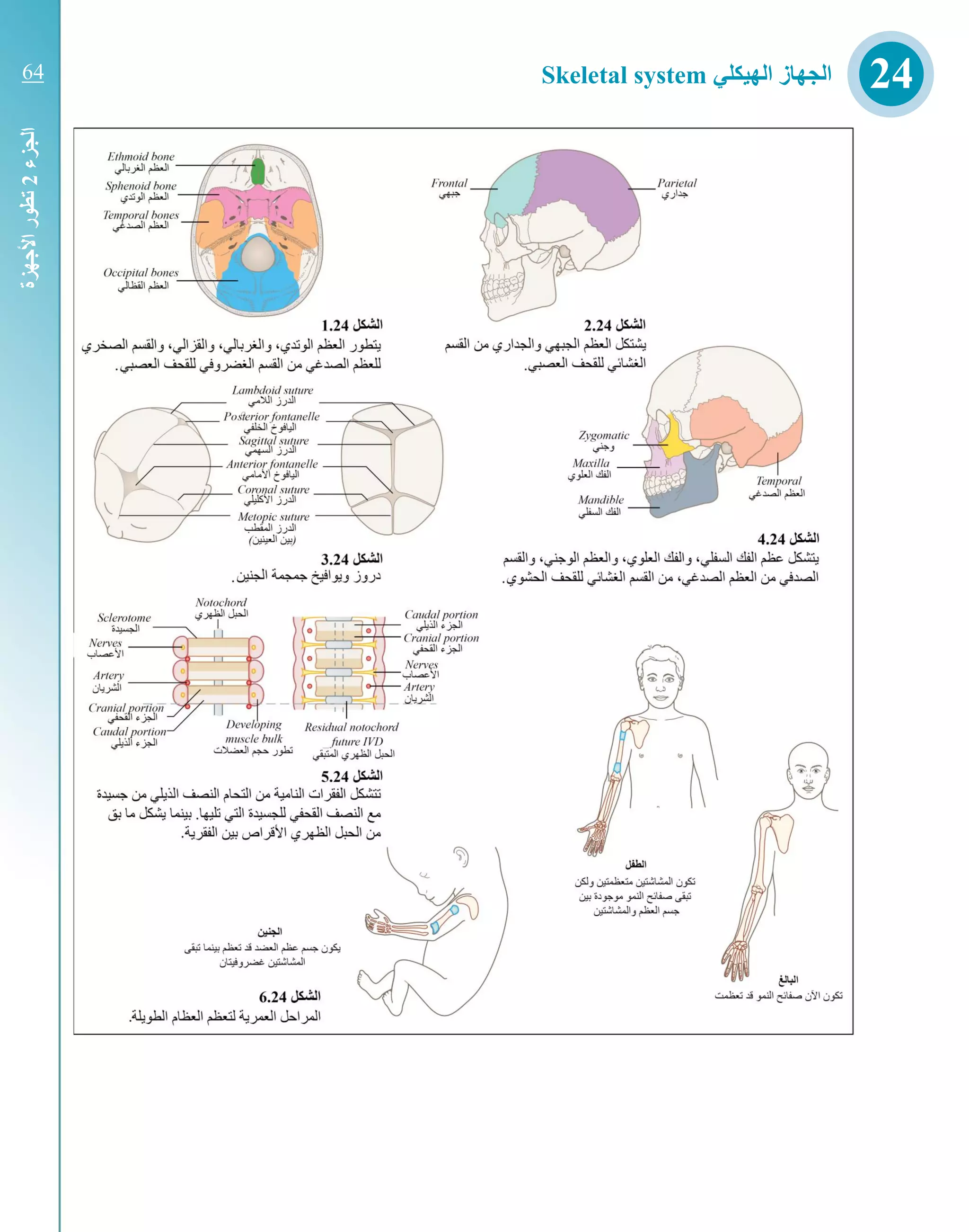 ‫الجزء‬2‫ت‬‫األجهزة‬‫طور‬
‫الهيكلي‬ ‫الجهاز‬Skeletal system 2464
 