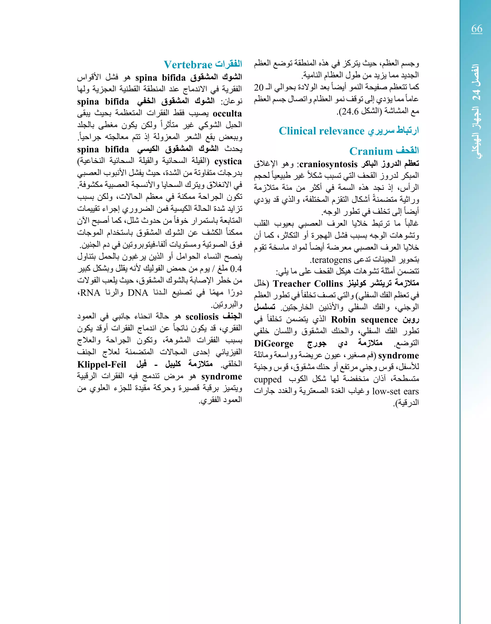 ‫العظم‬ ‫توضع‬ ‫المنطقة‬ ‫هذه‬ ‫في‬ ‫يتركز‬ ‫حيث‬ ،‫العظم‬ ‫وجسم‬
.‫النامية‬ ‫العظام‬ ‫طول‬ ‫من‬ ‫يزيد‬ ‫مما‬ ‫الجديد‬
‫الك‬ ‫بحوالي‬ ‫الوالدة‬ ‫بعد‬ ً‫ا‬‫أيض‬ ‫النمو‬ ‫صفيحة‬ ‫تتعظم‬ ‫كما‬20
‫ال‬ ‫نمو‬ ‫توقف‬ ‫إلى‬ ‫يؤدي‬ ‫مما‬ً‫ا‬‫عام‬‫عظام‬‫العظم‬ ‫جسم‬ ‫واتصال‬
‫(الشكل‬ ‫المشاشة‬ ‫مع‬24.6.)
‫ري‬ ‫سر‬ ‫ارتباط‬Clinical relevance
‫القحف‬Cranium
‫الباكر‬ ‫الدروز‬ ‫تعظم‬craniosyntosis:‫اإلغالق‬ ‫وهو‬
‫لحجم‬ ً‫ا‬‫طبيعي‬ ‫غير‬ ً‫ال‬‫شك‬ ‫تسبب‬ ‫التي‬ ‫القحف‬ ‫لدروز‬ ‫المبكر‬
‫من‬ ‫أكثر‬ ‫في‬ ‫السمة‬ ‫هذه‬ ‫نجد‬ ‫إذ‬ ،‫الرأس‬‫متالزمة‬ ‫مئة‬
‫أ‬ ً‫ة‬‫متضمن‬ ‫وراثية‬‫والذي‬ ،‫المختلفة‬ ‫التقزم‬ ‫شكال‬‫يؤدي‬ ‫قد‬
.‫الوجه‬ ‫تطور‬ ‫في‬ ‫تخلف‬ ‫إلى‬ ً‫ا‬‫أيض‬
‫القلب‬ ‫بعيوب‬ ‫العصبي‬ ‫العرف‬ ‫خاليا‬ ‫ترتبط‬ ‫ما‬ ً‫ا‬‫غالب‬
‫أن‬ ‫كما‬ ،‫التكاثر‬ ‫أو‬ ‫الهجرة‬ ‫فشل‬ ‫بسبب‬ ‫الوجه‬ ‫وتشوهات‬
‫تقوم‬ ‫ماسخة‬ ‫لمواد‬ ً‫ا‬‫أيض‬ ‫معرضة‬ ‫العصبي‬ ‫العرف‬ ‫خاليا‬
‫تدع‬ ‫الجينات‬ ‫بتحوير‬‫ى‬teratogens.
‫تش‬ ‫أمثلة‬ ‫تتضمن‬‫القح‬ ‫هيكل‬ ‫وهات‬:‫يلي‬ ‫ما‬ ‫على‬ ‫ف‬
‫كولينز‬ ‫تشر‬ ‫تر‬ ‫متالزمة‬Treacher Collins‫(خلل‬
‫العظم‬ ‫تطور‬ ‫في‬ً‫ا‬‫تخلف‬ ‫تصف‬ ‫والتي‬ )‫السفلي‬ ‫الفك‬ ‫تعظم‬ ‫في‬
.‫الخارجتين‬ ‫واألذنين‬ ‫السفلي‬ ‫والفك‬ ،‫الوجني‬‫تسلسل‬
‫روبن‬Robin sequence‫في‬ ً‫ا‬‫تخلف‬ ‫يتضمن‬ ‫الذي‬
‫السفل‬ ‫الفك‬ ‫تطور‬‫خل‬ ‫واللسان‬ ‫المشقوق‬ ‫والحنك‬ ،‫ي‬‫في‬
.‫التوضع‬‫جورج‬ ‫دي‬ ‫متالزمة‬DiGeorge
syndrome(‫ومائلة‬ ‫وواسعة‬ ‫عريضة‬ ‫عيون‬ ،‫صغير‬ ‫فم‬
‫وجنية‬ ‫قوس‬ ،‫مشقوق‬ ‫حنك‬ ‫أو‬ ‫مرتفع‬ ‫وجني‬ ‫قوس‬ ،‫لألسفل‬
‫منخفضة‬ ‫آذان‬ ،‫متسطحة‬‫الكوب‬ ‫شكل‬ ‫لها‬cupped
low-set ears‫جارات‬ ‫والغدد‬ ‫الصعترية‬ ‫الغدة‬ ‫وغياب‬
.)‫الدرقية‬
‫الفقرات‬Vertebrae
‫ا‬‫ل‬‫المشقوق‬ ‫شوك‬spina bifida‫األقواس‬ ‫فشل‬ ‫هو‬
‫ولها‬ ‫العجزية‬ ‫القطنية‬ ‫المنطقة‬ ‫عند‬ ‫االندماج‬ ‫في‬ ‫الفقرية‬
:‫نوعان‬‫الخفي‬ ‫المشقوق‬ ‫الشوك‬spina bifida
occulta‫يصيب‬‫يبقى‬ ‫بحيث‬ ‫المتعظمة‬ ‫الفقرات‬ ‫فقط‬
‫مغطى‬ ‫يكون‬ ‫ولكن‬ ً‫ا‬‫متأثر‬ ‫غير‬ ‫الشوكي‬ ‫الحبل‬‫بالجلد‬
‫تتم‬ ‫إذ‬ ‫المعزولة‬ ‫الشعر‬ ‫بقع‬ ‫وببعض‬.ً‫ا‬‫جراحي‬ ‫معالجته‬
‫يحدث‬‫الكيسي‬ ‫المشقوق‬ ‫الشوك‬spina bifida
cystica)‫النخاعية‬ ‫السحائية‬ ‫والقيلة‬ ‫السحائية‬ ‫(القيلة‬
‫العصبي‬ ‫األنبوب‬ ‫يفشل‬ ‫حيث‬ ،‫الشدة‬ ‫من‬ ‫متفاوتة‬ ‫بدرجات‬
.‫مكشوفة‬ ‫العصبية‬ ‫واألنسجة‬ ‫السحايا‬ ‫ويترك‬ ‫االنغالق‬ ‫في‬
‫الجر‬ ‫تكون‬‫بسبب‬ ‫ولكن‬ ،‫الحاالت‬ ‫معظم‬ ‫في‬ ‫ممكنة‬ ‫احة‬
‫ت‬‫إج‬ ‫الضروري‬ ‫فمن‬ ‫الكيسية‬ ‫الحالة‬ ‫شدة‬ ‫زايد‬‫تقييمات‬ ‫راء‬
‫اآلن‬ ‫أصبح‬ ‫كما‬ ،‫شلل‬ ‫حدوث‬ ‫من‬ ً‫ا‬‫خوف‬ ‫باستمرار‬ ‫المتابعة‬
‫الموجات‬ ‫باستخدام‬ ‫المشقوق‬ ‫الشوك‬ ‫عن‬ ‫الكشف‬ ً‫ا‬‫ممكن‬
‫ألفا‬ ‫ومستويات‬ ‫الصوتية‬ ‫فوق‬-.‫الجنين‬ ‫دم‬ ‫في‬ ‫فيتوبروتين‬
‫الحوامل‬ ‫النساء‬ ‫ينصح‬‫بتناول‬ ‫بالحمل‬ ‫يرغبون‬ ‫الذين‬ ‫أو‬
0.4‫ملغ‬‫وبشكل‬ ‫يقلل‬ ‫ألنه‬ ‫الفوليك‬ ‫حمض‬ ‫من‬ ‫يوم‬ /‫كبير‬
‫الفوالت‬ ‫يلعب‬ ‫حيث‬ ،‫المشقوق‬ ‫بالشوك‬ ‫اإلصابة‬ ‫خطر‬ ‫من‬
‫الكدنا‬ ‫تصنيع‬ ‫في‬ ‫ا‬ً‫م‬‫مه‬ ‫ا‬ً‫دور‬DNA‫والرنا‬RNA،
.‫والبروتين‬
‫الجنف‬scoliosis‫العمود‬ ‫في‬ ‫جانبي‬ ‫انحناء‬ ‫حالة‬ ‫هو‬
‫ع‬ ً‫ا‬‫ناتج‬ ‫يكون‬ ‫قد‬ ،‫الفقري‬‫يكون‬ ‫أوقد‬ ‫الفقرات‬ ‫اندماج‬ ‫ن‬
‫الفقرا‬ ‫بسبب‬‫والعالج‬ ‫الجراحة‬ ‫وتكون‬ ،‫المشوهة‬ ‫ت‬
‫الفيز‬‫الجنف‬ ‫لعالج‬ ‫المتضمنة‬ ‫المجاالت‬ ‫إحدى‬ ‫يائي‬
.‫الخلقي‬‫كليبل‬ ‫متالزمة‬-‫فيل‬Klippel-Feil
syndrome‫الرقبية‬ ‫الفقرات‬ ‫فيه‬ ‫تندمج‬ ‫مرض‬ ‫هو‬
‫من‬ ‫العلوي‬ ‫للجزء‬ ‫مقيدة‬ ‫وحركة‬ ‫قصيرة‬ ‫برقبة‬ ‫ويتميز‬
‫الف‬ ‫العمود‬.‫قري‬
‫الفصل‬24‫الهيكلي‬‫الجهاز‬
66
 
