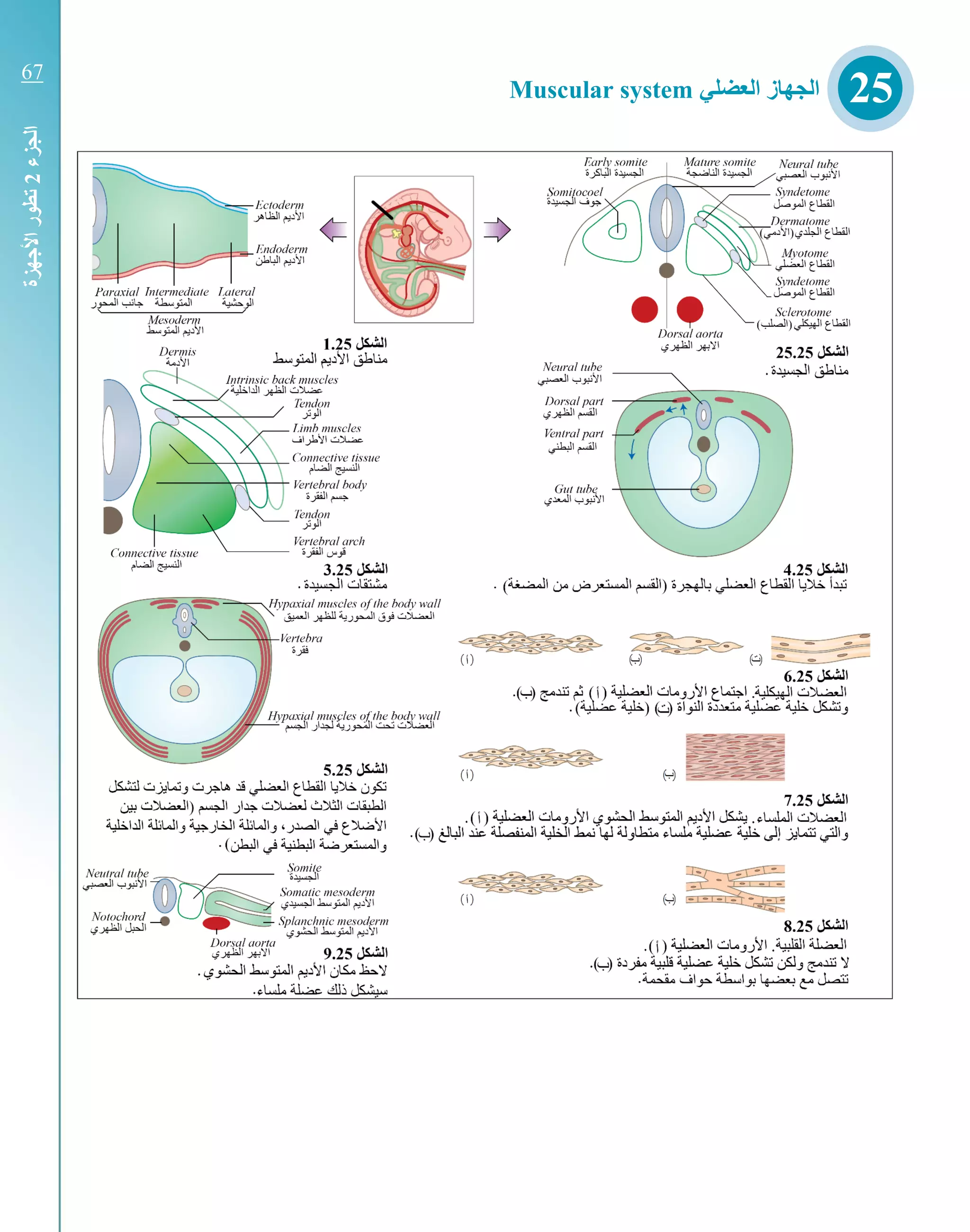 ‫العضلي‬ ‫الجهاز‬Muscular system
‫الجزء‬2‫األجهزة‬‫تطور‬
25
67
 