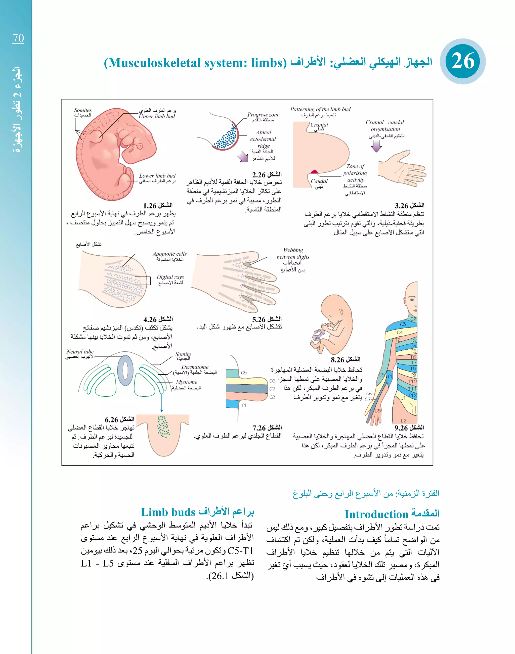 ‫البلوغ‬ ‫وحتى‬ ‫الرابع‬ ‫األسبوع‬ ‫من‬ :‫الزمنية‬ ‫الفترة‬
‫المقدمة‬Introduction
‫ليس‬ ‫ذلك‬ ‫ومع‬ ،‫كبير‬ ‫بتفصيل‬ ‫األطراف‬ ‫تطور‬ ‫دراسة‬ ‫تمت‬
‫اكتشاف‬ ‫تم‬ ‫ولكن‬ ،‫العملية‬ ‫بدأت‬ ‫كيف‬ ً‫ا‬‫تمام‬ ‫الواضح‬ ‫من‬
‫األطراف‬ ‫خاليا‬ ‫تنظيم‬ ‫خاللها‬ ‫من‬ ‫يتم‬ ‫التي‬ ‫اآلليات‬
‫ومصي‬ ،‫المبكرة‬‫الخاليا‬ ‫تلك‬ ‫ر‬‫تغير‬ ّ‫ي‬‫أ‬ ‫يسبب‬ ‫حيث‬ ،‫لعقود‬
‫ه‬ ‫في‬‫األطراف‬ ‫في‬ ‫تشوه‬ ‫إلى‬ ‫العمليات‬ ‫ذه‬
‫األطراف‬ ‫براعم‬Limb buds
‫في‬ ‫الوحشي‬ ‫المتوسط‬ ‫األديم‬ ‫خاليا‬ ‫تبدأ‬‫براعم‬ ‫تشكيل‬
‫الراب‬ ‫األسبوع‬ ‫نهاية‬ ‫في‬ ‫العلوية‬ ‫األطراف‬‫ع‬‫مستوى‬ ‫عند‬
C5-T1‫اليوم‬ ‫بحوالي‬ ‫مرئية‬ ‫وتكون‬25‫بيومي‬ ‫ذلك‬ ‫بعد‬ ،‫ن‬
‫مستوى‬ ‫عند‬ ‫السفلية‬ ‫األطراف‬ ‫براعم‬ ‫تظهر‬L1 - L5
‫(الشكل‬26.1.)
‫األطراف‬ :‫العضلي‬ ‫الهيكلي‬ ‫الجهاز‬Musculoskeletal system: limbs)) 26
‫الجزء‬2‫األجهزة‬‫تطور‬
70
 