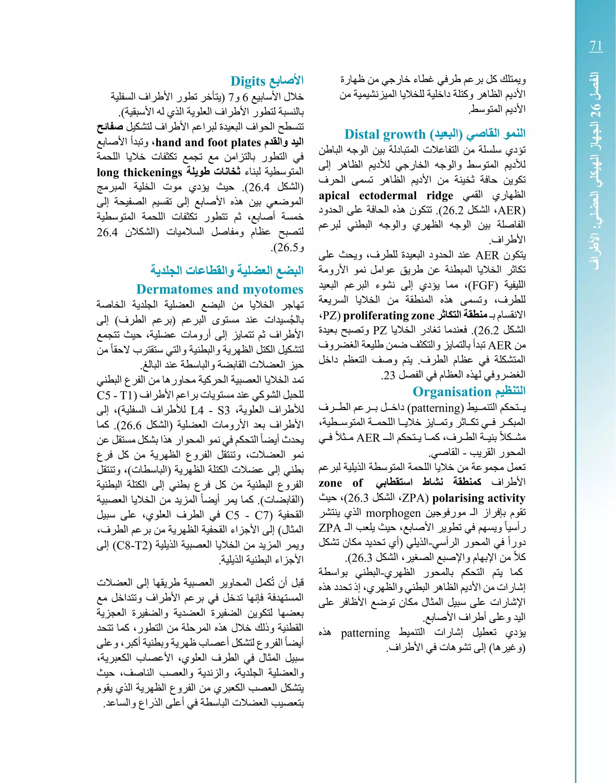 ‫ظهارة‬ ‫من‬ ‫خارجي‬ ‫غطاء‬ ‫طرفي‬ ‫برعم‬ ‫كل‬ ‫ويمتلك‬
‫داخلية‬ ‫وكتلة‬ ‫الظاهر‬ ‫األديم‬‫من‬ ‫الميزنشيمية‬ ‫للخاليا‬
.‫المتوسط‬ ‫األديم‬
)‫(البعيد‬ ‫القاصي‬ ‫النمو‬Distal growth
‫الباط‬ ‫الوجه‬ ‫بين‬ ‫المتبادلة‬ ‫التفاعالت‬ ‫من‬ ‫سلسلة‬ ‫تؤدي‬‫ن‬
‫إلى‬ ‫الظاهر‬ ‫لألديم‬ ‫الخارجي‬ ‫والوجه‬ ‫المتوسط‬ ‫لألديم‬
‫تسمى‬ ‫الظاهر‬ ‫األديم‬ ‫من‬ ‫ثخينة‬ ‫حافة‬ ‫تكوين‬‫الحرف‬
‫القمي‬ ‫الظهاري‬apical ectodermal ridge
(AER‫الشكل‬ ،26.2‫على‬ ‫الحافة‬ ‫هذه‬ ‫تتكون‬ .)‫الحدود‬
‫لبرعم‬ ‫البطني‬ ‫والوجه‬ ‫الظهري‬ ‫الوجه‬ ‫بين‬ ‫الفاصلة‬
.‫األطراف‬
‫يتكون‬AER‫ا‬ ‫الحدود‬ ‫عند‬،‫للطرف‬ ‫لبعيدة‬‫على‬ ‫ويحث‬
‫األرومة‬ ‫نمو‬ ‫عوامل‬ ‫طريق‬ ‫عن‬ ‫المبطنة‬ ‫الخاليا‬ ‫تكاثر‬
( ‫الليفية‬FGF‫البعيد‬ ‫البرعم‬ ‫نشوء‬ ‫إلى‬ ‫يؤدي‬ ‫مما‬ ،)
‫السريعة‬ ‫الخاليا‬ ‫من‬ ‫المنطقة‬ ‫هذه‬ ‫وتسمى‬ ،‫للطرف‬
‫ب‬ ‫االنقسام‬‫ك‬‫التكاثر‬ ‫منطقة‬proliferating zone(PZ،
‫الشكل‬26.2‫الخاليا‬ ‫تغادر‬ ‫فعندما‬ .)PZ‫ب‬ ‫وتصبح‬‫عيدة‬
‫من‬AER‫الغضروف‬ ‫طليعة‬ ‫ضمن‬ ‫والتكثف‬ ‫بالتمايز‬ ‫تبدأ‬
‫داخل‬ ‫التعظم‬ ‫وصف‬ ‫يتم‬ .‫الطرف‬ ‫عظام‬ ‫في‬ ‫المتشكلة‬
‫الفصل‬ ‫في‬ ‫العظام‬ ‫لهذه‬ ‫الغضروفي‬23.
‫التنظيم‬Organisation
( ‫التنمككيط‬ ‫يككتحكم‬patterning‫الطككرف‬ ‫بككرعم‬ ‫داخككل‬ )
،‫المتوسككطية‬ ‫اللحمككة‬ ‫خاليككا‬ ‫وتمككايز‬ ‫تكككاثر‬ ‫فككي‬ ‫المبكككر‬
‫ك‬‫ك‬‫الط‬ ‫كة‬‫ك‬‫بني‬ ً‫ال‬‫كك‬‫ك‬‫مش‬‫كك‬‫ك‬‫ال‬ ‫كتحكم‬‫ك‬‫ي‬ ‫كا‬‫ك‬‫كم‬ ،‫رف‬AER‫كي‬‫ك‬‫ف‬ ً‫ال‬‫كث‬‫ك‬‫م‬
‫القريب‬ ‫المحور‬-.‫القاصي‬
‫لبرعم‬ ‫الذيلية‬ ‫المتوسطة‬ ‫اللحمة‬ ‫خاليا‬ ‫من‬ ‫مجموعة‬ ‫تعمل‬
‫األطراف‬‫استقطابي‬ ‫نشاط‬ ‫كمنطقة‬zone of
polarising activity(ZPA‫الشكل‬ ،26.3‫حيث‬ ،)
‫مورفوجين‬ ‫الك‬ ‫بإفراز‬ ‫تقوم‬morphogen‫ينتشر‬ ‫الذي‬
‫األ‬ ‫تطوير‬ ‫في‬ ‫ويسهم‬ ً‫ا‬‫رأسي‬‫الك‬ ‫يلعب‬ ‫حيث‬ ،‫صابع‬ZPA
‫الرأسي‬ ‫المحور‬ ‫في‬ ً‫ا‬‫دور‬-‫تشكل‬ ‫مكان‬ ‫تحديد‬ ‫(أي‬ ‫الذيلي‬
‫الشكل‬ ،‫الصغير‬ ‫واإلصبع‬ ‫اإلبهام‬ ‫من‬ ً‫ال‬‫ك‬26.3.)
‫الظهري‬ ‫بالمحور‬ ‫التحكم‬ ‫يتم‬ ‫كما‬-‫بواسطة‬ ‫البطني‬
‫إش‬‫هذه‬ ‫تحدد‬ ‫إذ‬ ،‫والظهري‬ ‫البطني‬ ‫الظاهر‬ ‫األديم‬ ‫من‬ ‫ارات‬
‫األظا‬ ‫توضع‬ ‫مكان‬ ‫المثال‬ ‫سبيل‬ ‫على‬ ‫اإلشارات‬‫على‬ ‫فر‬
.‫األصابع‬ ‫أطراف‬ ‫وعلى‬ ‫اليد‬
‫التنميط‬ ‫إشارات‬ ‫تعطيل‬ ‫يؤدي‬patterning‫هذه‬
.‫األطراف‬ ‫في‬ ‫تشوهات‬ ‫إلى‬ )‫(وغيرها‬
‫األصابع‬Digits
‫األسابيع‬ ‫خالل‬6‫و‬7‫تطور‬ ‫(يتأخر‬‫السفلية‬ ‫األطراف‬
)‫األسبقية‬ ‫له‬ ‫الذي‬ ‫العلوية‬ ‫األطراف‬ ‫لتطور‬ ‫بالنسبة‬.
‫ل‬ ‫األطراف‬ ‫لبراعم‬ ‫البعيدة‬ ‫الحواف‬ ‫تتسطح‬‫تشكيل‬‫صفائح‬
‫والقدم‬ ‫اليد‬hand and foot plates‫األصابع‬ ‫وتبدأ‬ ،
‫اللحمة‬ ‫خاليا‬ ‫تكثفات‬ ‫تجمع‬ ‫مع‬ ‫بالتزامن‬ ‫التطور‬ ‫في‬
‫لبناء‬ ‫المتوسطية‬‫لة‬ ‫طو‬ ‫ثخانات‬long thickenings
(‫الشكل‬26.4‫المبرمج‬ ‫الخلية‬ ‫موت‬ ‫يؤدي‬ ‫حيث‬ .)
‫إلى‬ ‫الصفيحة‬ ‫تقسيم‬ ‫إلى‬ ‫األصابع‬ ‫هذه‬ ‫بين‬ ‫الموضعي‬
‫ثم‬ ،‫أصابع‬ ‫خمسة‬‫المتوسطية‬ ‫اللحمة‬ ‫تكثفات‬ ‫تتطور‬
‫(الشكالن‬ ‫السالميات‬ ‫ومفاصل‬ ‫عظام‬ ‫لتصبح‬26.4
‫و‬26.5.)
‫ة‬ ‫الجلد‬ ‫والقطاعات‬ ‫العضلية‬ ‫البضع‬
Dermatomes and myotomes
‫الخاصة‬ ‫الجلدية‬ ‫العضلية‬ ‫البضع‬ ‫من‬ ‫الخاليا‬ ‫تهاجر‬
‫إلى‬ )‫الطرف‬ ‫(برعم‬ ‫البرعم‬ ‫مستوى‬ ‫عند‬ ‫سيدات‬ُ‫ج‬‫بال‬
‫أرومات‬ ‫إلى‬ ‫تتمايز‬ ‫ثم‬ ‫األطراف‬‫تتجمع‬ ‫حيث‬ ،‫عضلية‬
‫من‬ ً‫ا‬‫الحق‬ ‫ستقترب‬ ‫والتي‬ ‫والبطنية‬ ‫الظهرية‬ ‫الكتل‬ ‫لتشكيل‬
.‫البالغ‬ ‫عند‬ ‫والباسطة‬ ‫القابضة‬ ‫العضالت‬ ‫حيز‬
‫الحرك‬ ‫العصبية‬ ‫الخاليا‬ ‫تمد‬‫البطني‬ ‫الفرع‬ ‫من‬ ‫محاورها‬ ‫ية‬
( ‫األطراف‬ ‫براعم‬ ‫مستويات‬ ‫عند‬ ‫الشوكي‬ ‫للحبل‬C5 - T1
،‫العلوية‬ ‫لألطراف‬L4 - S3‫إل‬ ،)‫السفلية‬ ‫لألطراف‬‫ى‬
‫األروما‬ ‫بعد‬ ‫األطراف‬‫(الشكل‬ ‫العضلية‬ ‫ت‬26.6‫كما‬ .)
‫عن‬ ‫مستقل‬ ‫بشكل‬ ‫هذا‬ ‫المحوار‬ ‫نمو‬ ‫في‬ ‫التحكم‬ً‫ا‬‫أيض‬ ‫يحدث‬
‫م‬ ‫الظهرية‬ ‫الفروع‬ ‫وتنتقل‬ ،‫العضالت‬ ‫نمو‬‫فرع‬ ‫كل‬ ‫ن‬
‫وتنتقل‬ ،)‫(الباسطات‬ ‫الظهرية‬ ‫الكتلة‬ ‫عضالت‬ ‫إلى‬ ‫بطني‬
‫البطنية‬ ‫الكتلة‬ ‫إلى‬ ‫بطني‬ ‫فرع‬ ‫كل‬ ‫من‬ ‫البطنية‬ ‫الفروع‬
‫ك‬ .)‫(القابضات‬‫العصبية‬ ‫الخاليا‬ ‫من‬ ‫المزيد‬ ً‫ا‬‫أيض‬ ‫يمر‬ ‫ما‬
( ‫القحفية‬C5 - C7‫سبيل‬ ‫على‬ ،‫العلوي‬ ‫الطرف‬ ‫في‬
،‫الطرف‬ ‫برعم‬ ‫من‬ ‫الظهرية‬ ‫القحفية‬ ‫األجزاء‬ ‫إلى‬ )‫المثال‬
‫ويم‬( ‫الذيلية‬ ‫العصبية‬ ‫الخاليا‬ ‫من‬ ‫المزيد‬ ‫ر‬C8-T2‫إلى‬ )
.‫الذيلية‬ ‫البطنية‬ ‫األجزاء‬
‫العضال‬ ‫إلى‬ ‫طريقها‬ ‫العصبية‬ ‫المحاوير‬ ‫كمل‬ُ‫ت‬ ‫أن‬ ‫قبل‬‫ت‬
‫وتتداخل‬ ‫األطراف‬ ‫برعم‬ ‫في‬ ‫تدخل‬ ‫فإنها‬ ‫المستهدفة‬‫مع‬
‫العجزية‬ ‫والضفيرة‬ ‫العضدية‬ ‫الضفيرة‬ ‫لتكوين‬ ‫بعضها‬
،‫التطور‬ ‫من‬ ‫المرحلة‬ ‫هذه‬ ‫خالل‬ ‫وذلك‬ ‫القطنية‬‫تتحد‬ ‫كما‬
‫وعلى‬ ،‫أكبر‬ ‫وبطنية‬ ‫ظهرية‬ ‫أعصاب‬ ‫لتشكل‬ ‫الفروع‬ ً‫ا‬‫أيض‬
،‫الكعبرية‬ ‫األعصاب‬ ،‫العلوي‬ ‫الطرف‬ ‫في‬ ‫المثال‬ ‫سبيل‬
‫الجلد‬ ‫والعضلية‬‫حيث‬ ،‫الناصف‬ ‫والعصب‬ ‫والزندية‬ ،‫ية‬
‫الفروع‬ ‫من‬ ‫الكعبري‬ ‫العصب‬ ‫يتشكل‬‫يقوم‬ ‫الذي‬ ‫الظهرية‬
.‫والساعد‬ ‫الذراع‬ ‫أعلى‬ ‫في‬ ‫الباسطة‬ ‫العضالت‬ ‫بتعصيب‬
‫الفصل‬26‫األطراف‬:‫العضلي‬‫الهيكلي‬‫الجهاز‬
71
71
 