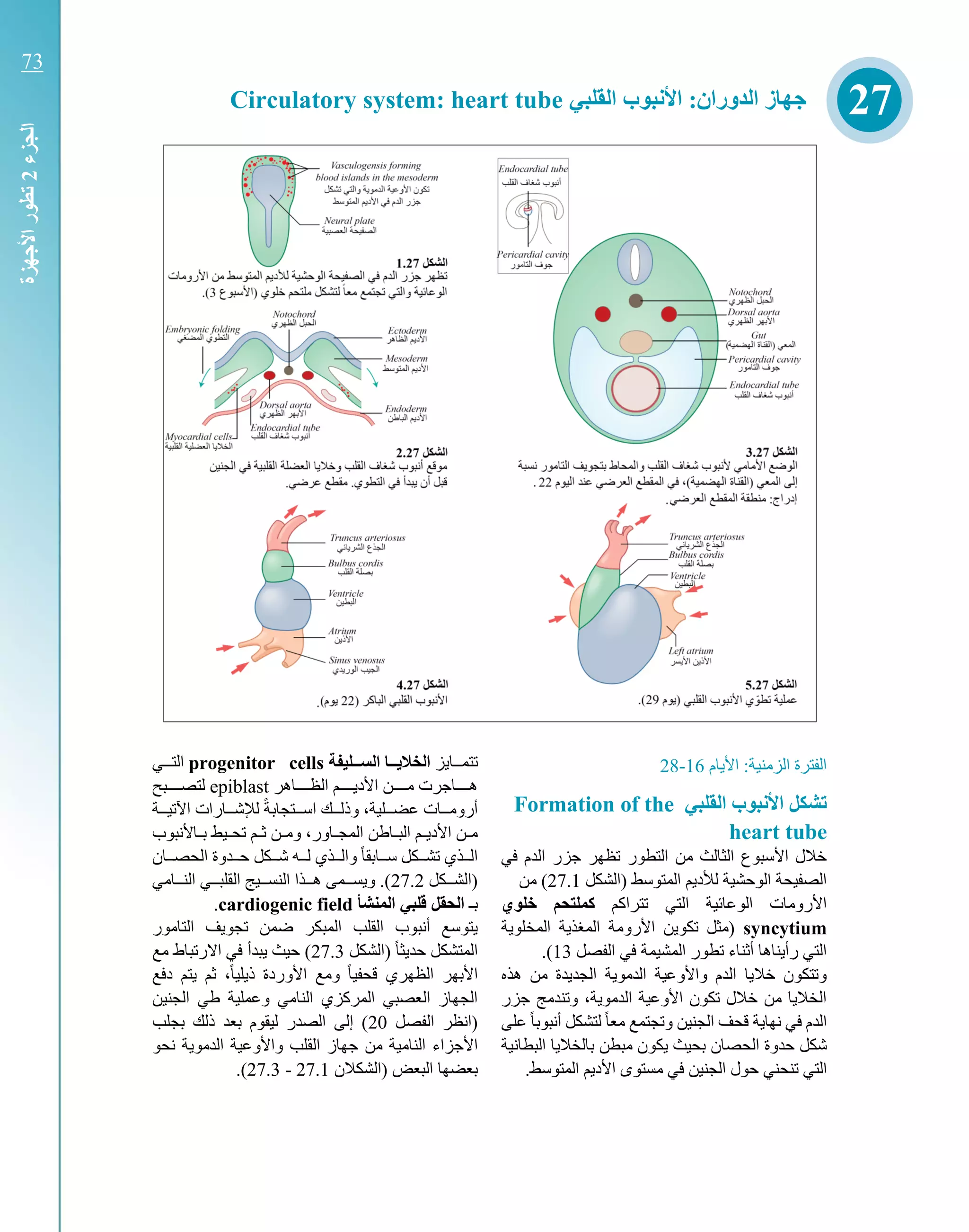 ‫األيام‬ :‫الزمنية‬ ‫الفترة‬16-28
‫القلبي‬ ‫األنبوب‬ ‫تشكل‬Formation of the
heart tube
‫في‬ ‫الدم‬ ‫جزر‬ ‫تظهر‬ ‫التطور‬ ‫من‬ ‫الثالث‬ ‫األسبوع‬ ‫خالل‬
‫(الشكل‬ ‫المتوسط‬ ‫لألديم‬ ‫الوحشية‬ ‫الصفيحة‬27.1‫من‬ )
‫تتراكم‬ ‫التي‬ ‫الوعائية‬ ‫األرومات‬‫خلوي‬ ‫كملتحم‬
syncytium‫المخلوية‬ ‫المغذية‬ ‫األرومة‬ ‫تكوين‬ ‫(مثل‬
‫الفصل‬ ‫في‬ ‫المشيمة‬ ‫تطور‬ ‫أثناء‬ ‫رأيناها‬ ‫التي‬13.)
‫هذه‬ ‫من‬ ‫الجديدة‬ ‫الدموية‬ ‫واألوعية‬ ‫الدم‬ ‫خاليا‬ ‫وتتكون‬
‫جزر‬ ‫وتندمج‬ ،‫الدموية‬ ‫األوعية‬ ‫تكون‬ ‫خالل‬ ‫من‬ ‫الخاليا‬
‫على‬ ً‫ا‬‫أنبوب‬ ‫لتشكل‬ ً‫ا‬‫مع‬ ‫وتجتمع‬ ‫الجنين‬ ‫قحف‬ ‫نهاية‬ ‫في‬ ‫الدم‬
‫الحصان‬ ‫حدوة‬ ‫شكل‬‫البطانية‬ ‫بالخاليا‬ ‫مبطن‬ ‫يكون‬ ‫بحيث‬
‫ت‬ ‫التي‬.‫المتوسط‬ ‫األديم‬ ‫مستوى‬ ‫في‬ ‫الجنين‬ ‫حول‬ ‫نحني‬
‫تتمككايز‬‫تليفة‬‫ت‬‫الست‬ ‫تتا‬ ‫الخال‬progenitor cells‫كي‬‫ك‬‫التك‬
‫كاهر‬‫ك‬‫الظكك‬ ‫كم‬‫ك‬‫األديكك‬ ‫كن‬‫ك‬‫مكك‬ ‫كاجرت‬‫ك‬‫هكك‬epiblast‫كبح‬‫ك‬‫لتصكك‬
‫اآلتيككة‬ ‫لآلشككارات‬ ً‫ة‬‫اسككتجاب‬ ‫وذلككك‬ ،‫عضككلية‬ ‫أرومككات‬
‫كاطن‬‫ك‬‫الب‬ ‫كم‬‫ك‬‫األدي‬ ‫كن‬‫ك‬‫م‬‫كاألنبوب‬‫ك‬‫ب‬ ‫كيط‬‫ك‬‫تح‬ ‫كم‬‫ك‬‫ث‬ ‫كن‬‫ك‬‫وم‬ ،‫كاور‬‫ك‬‫المج‬
‫ا‬ ‫حككدوة‬ ‫شكككل‬ ‫لككه‬ ‫والككذي‬ ً‫ا‬‫سككابق‬ ‫تشكككل‬ ‫الككذي‬‫لحصككان‬
‫(الشكككل‬27.2‫النككامي‬ ‫القلبككي‬ ‫النسككيج‬ ‫هككذا‬ ‫ويسككمى‬ .)
‫بك‬‫المنشأ‬ ‫قلبي‬ ‫الحقل‬cardiogenic field.
‫التامور‬ ‫تجويف‬ ‫ضمن‬ ‫المبكر‬ ‫القلب‬ ‫أنبوب‬ ‫يتوسع‬
‫(الشكل‬ ً‫ا‬‫حديث‬ ‫المتشكل‬27.3‫مع‬ ‫االرتباط‬ ‫في‬ ‫يبدأ‬ ‫حيث‬ )
‫األ‬‫دفع‬ ‫يتم‬ ‫ثم‬ ،ً‫ا‬‫ذيلي‬ ‫األوردة‬ ‫ومع‬ ً‫ا‬‫قحفي‬ ‫الظهري‬ ‫بهر‬
‫الجنين‬ ‫طي‬ ‫وعملية‬ ‫النامي‬ ‫المركزي‬ ‫العصبي‬ ‫الجهاز‬
‫(ان‬‫الفصل‬ ‫ظر‬20‫بجلب‬ ‫ذلك‬ ‫بعد‬ ‫ليقوم‬ ‫الصدر‬ ‫إلى‬ )
‫النام‬ ‫األجزاء‬‫نحو‬ ‫الدموية‬ ‫واألوعية‬ ‫القلب‬ ‫جهاز‬ ‫من‬ ‫ية‬
‫(الشكالن‬ ‫البعض‬ ‫بعضها‬27.1-27.3.)
27‫القلبي‬ ‫األنبوب‬ :‫الدوران‬ ‫جهاز‬Circulatory system: heart tube
‫الجزء‬2‫األجهزة‬‫تطور‬
73
 