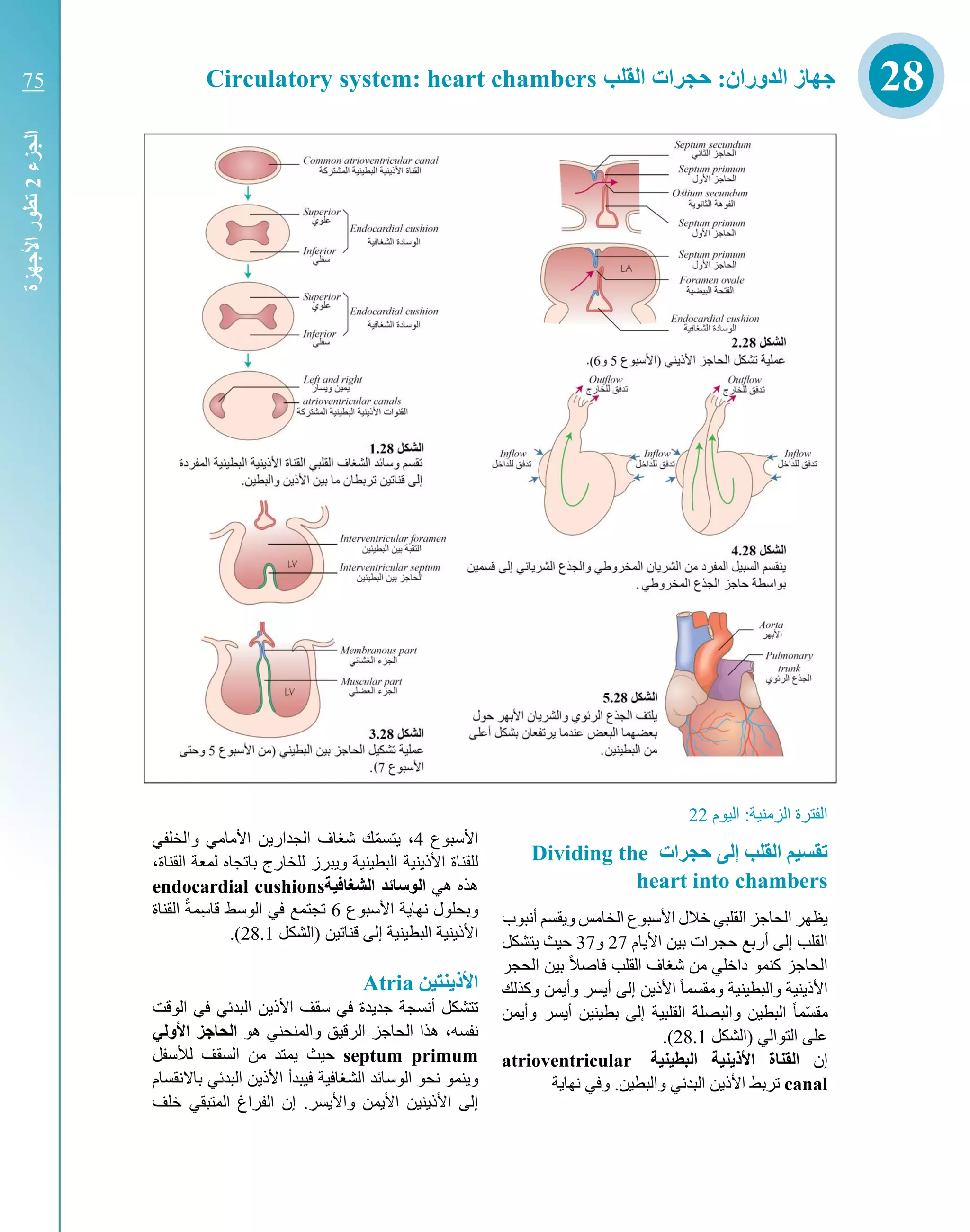 ‫اليوم‬ :‫الزمنية‬ ‫الفترة‬22
‫حجرات‬ ‫إلى‬ ‫القلب‬ ‫تقسيم‬Dividing the
heart into chambers
‫أنبوب‬ ‫ويقسم‬ ‫الخامس‬ ‫األسبوع‬ ‫خالل‬ ‫القلبي‬ ‫الحاجز‬ ‫يظهر‬
‫األيام‬ ‫بين‬ ‫حجرات‬ ‫أربع‬ ‫إلى‬ ‫القلب‬27‫و‬37‫حيث‬‫يتشكل‬
‫من‬ ‫داخلي‬ ‫كنمو‬ ‫الحاجز‬‫شغاف‬‫الحجر‬ ‫بين‬ ً‫ال‬‫فاص‬ ‫القلب‬
‫وكذلك‬ ‫وأيمن‬ ‫أيسر‬ ‫إلى‬ ‫األذين‬ ً‫ا‬‫ومقسم‬ ‫والبطينية‬ ‫األذينية‬
ّ‫س‬‫مق‬‫وأيمن‬ ‫أيسر‬ ‫بطينين‬ ‫إلى‬ ‫القلبية‬ ‫والبصلة‬ ‫البطين‬ ً‫ا‬‫م‬
‫(الشكل‬ ‫التوالي‬ ‫على‬28.1.)
‫إن‬‫البطينية‬ ‫نية‬ ‫األذ‬ ‫القناة‬atrioventricular
canal‫ترب‬‫األ‬ ‫ط‬.‫والبطين‬ ‫البدئي‬ ‫ذين‬‫و‬‫نهاية‬ ‫في‬
‫األسبوع‬4،‫والخلفي‬ ‫األمامي‬ ‫الجدارين‬ ‫شغاف‬ ‫ك‬ّ‫م‬‫يتس‬
‫األذينية‬ ‫للقناة‬‫القناة‬ ‫لمعة‬ ‫باتجاه‬ ‫للخارج‬ ‫ويبرز‬ ‫البطينية‬،
‫هي‬ ‫هذه‬‫ال‬‫وسائد‬‫ال‬‫شغاف‬‫ية‬endocardial cushions
‫األسبوع‬ ‫نهاية‬ ‫وبحلول‬6‫ال‬ ‫في‬ ‫تجتمع‬‫قاس‬ ‫وسط‬‫القناة‬ ً‫ة‬‫م‬
‫(الشكل‬ ‫قناتين‬ ‫إلى‬ ‫البطينية‬ ‫األذينية‬28.1.)
‫نتين‬ ‫األذ‬Atria
‫الوقت‬ ‫في‬ ‫البدئي‬ ‫األذين‬ ‫سقف‬ ‫في‬ ‫جديدة‬ ‫أنسجة‬ ‫تتشكل‬
‫نفسه‬،‫هو‬ ‫والمنحني‬ ‫الرقيق‬ ‫الحاجز‬ ‫هذا‬‫األ‬ ‫الحاجز‬‫ولي‬
septum primum‫حيث‬‫لألسفل‬ ‫السقف‬ ‫من‬ ‫يمتد‬
‫الشغافية‬ ‫الوسائد‬ ‫نحو‬ ‫وينمو‬‫ف‬‫األذين‬ ‫يبدأ‬‫باال‬ ‫البدئي‬‫نقسام‬
‫واأليسر‬ ‫األيمن‬ ‫األذينين‬ ‫إلى‬‫خلف‬ ‫المتبقي‬ ‫الفراغ‬ ‫إن‬ .
28‫القلب‬ ‫حجرات‬ :‫الدوران‬ ‫جهاز‬Circulatory system: heart chambers
‫الجزء‬2‫األجهزة‬‫تطور‬
75
 