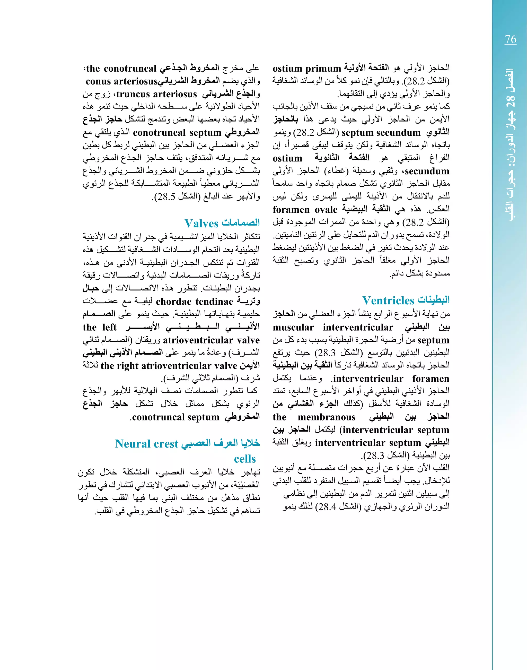 ‫هو‬ ‫األولي‬ ‫الحاجز‬‫األولية‬ ‫الفتحة‬ostium primum
‫(الشكل‬28.2‫الشغافية‬ ‫الوسائد‬ ‫من‬ ً‫ال‬‫ك‬ ‫نمو‬ ‫فإن‬ ‫وبالتالي‬ .)
‫يؤدي‬ ‫األولي‬ ‫والحاجز‬.‫التقائهما‬ ‫إلى‬
‫بالجان‬ ‫األذين‬ ‫سقف‬ ‫من‬ ‫نسيجي‬ ‫من‬ ‫ثاني‬ ‫عرف‬ ‫ينمو‬ ‫كما‬‫ب‬
‫هذا‬ ‫يدعى‬ ‫حيث‬ ‫األولي‬ ‫الحاجز‬ ‫من‬ ‫األيمن‬‫بالحاجز‬
‫انوي‬ ‫ال‬septum secundum‫(الشكل‬28.2‫وينمو‬ )
‫الشغافية‬ ‫الوسائد‬ ‫باتجاه‬‫إن‬ ،ً‫ا‬‫قصير‬ ‫ليبقى‬ ‫يتوقف‬ ‫ولكن‬
‫هو‬ ‫المتبقي‬ ‫الفراغ‬‫ة‬ ‫انو‬ ‫ال‬ ‫الفتحة‬ostium
secundum‫األولي‬ ‫الحاجز‬ )‫(غطاء‬ ‫وسديلة‬ ‫وثقبي‬ ،
‫صم‬ ‫تشكل‬ ‫الثانوي‬ ‫الحاجز‬ ‫مقابل‬ً‫ا‬‫سامح‬ ‫واحد‬ ‫باتجاه‬ ‫ام‬
‫ول‬ ‫لليسرى‬ ‫لليمنى‬ ‫األذينة‬ ‫من‬ ‫باالنتقال‬ ‫للدم‬‫ليس‬ ‫كن‬
‫هي‬ ‫هذه‬ .‫العكس‬‫البيضية‬ ‫قبة‬ ‫ال‬foramen ovale
‫(الشكل‬28.2‫قبل‬ ‫الموجودة‬ ‫الممرات‬ ‫من‬ ‫واحدة‬ ‫وهي‬ )
.‫الناميتين‬ ‫الرئتين‬ ‫على‬ ‫للتحايل‬ ‫الدم‬ ‫بدوران‬ ‫تسمح‬ ،‫الوالدة‬
‫األ‬ ‫بين‬ ‫الضغط‬ ‫في‬ ‫تغير‬ ‫يحدث‬ ‫الوالدة‬ ‫عند‬‫ليضغط‬ ‫ذينتين‬
‫الثقبة‬ ‫وتصبح‬ ‫الثانوي‬ ‫الحاجز‬ ً‫ا‬‫مغلق‬ ‫األولي‬ ‫الحاجز‬
.‫دائم‬ ‫بشكل‬ ‫مسدودة‬
‫البطينات‬Ventricles
‫األ‬ ‫نهاية‬ ‫من‬‫ينشأ‬ ‫الرابع‬ ‫سبوع‬‫من‬ ‫العضلي‬ ‫الجزء‬‫ال‬‫حاج‬‫ز‬
‫بين‬‫ال‬‫بطيني‬muscular interventricular
septum‫البطينية‬ ‫الحجرة‬ ‫أرضية‬ ‫من‬‫بسبب‬‫بد‬‫ء‬‫كل‬‫من‬
‫البدئيين‬ ‫البطينين‬‫(الشكل‬ ‫بالتوسع‬28.3)‫يرتفع‬ ‫حيث‬
ً‫ا‬‫تارك‬ ‫الشغافية‬ ‫الوسائد‬ ‫باتجاه‬ ‫الحاجز‬‫البطينية‬ ‫بين‬ ‫قبة‬ ‫ال‬
interventricular foramen‫يكتمل‬ ‫وعندما‬ .
‫تمتد‬ ،‫السابع‬ ‫األسبوع‬ ‫أواخر‬ ‫في‬ ‫البطيني‬ ‫األذيني‬ ‫الحاجز‬
‫(كذلك‬ ‫لألسفل‬ ‫الشغافية‬ ‫الوسادة‬‫من‬ ‫الغشائي‬ ‫الجزء‬
‫البطيني‬ ‫بين‬ ‫الحاجز‬the membranous
interventricular septum‫ليكتمل‬ )‫بين‬ ‫الحاجز‬
‫البطيني‬interventricular septum‫ال‬ ‫ويغلق‬‫ثقبة‬
‫(الشكل‬ ‫البطينية‬ ‫بين‬28.3.)
‫أنبوبين‬ ‫مع‬ ‫متصكككلة‬ ‫حجرات‬ ‫أربع‬ ‫عن‬ ‫عبارة‬ ‫اآلن‬ ‫القلب‬
.‫لآلدخال‬‫البدئي‬ ‫للقلب‬ ‫المنفرد‬ ‫السكبيل‬ ‫تقسكيم‬ ً‫ا‬‫أيضك‬ ‫يجب‬
‫إلى‬‫سبيلين‬‫اثن‬‫ي‬‫ا‬ ‫من‬ ‫الدم‬ ‫لتمرير‬ ‫ن‬‫نظامي‬ ‫إلى‬ ‫لبطينين‬
‫(الشكل‬ ‫والجهازي‬ ‫الرئوي‬ ‫الدوران‬28.4)‫ينمو‬ ‫لذلك‬
‫مخرج‬ ‫على‬‫تذعي‬‫ت‬‫الج‬ ‫المخروط‬the conotruncal،
‫يضكم‬ ‫والذي‬‫اني‬ ‫الشتر‬ ‫المخروط‬conus arteriosus
‫و‬‫اني‬ ‫الشتر‬ ‫الجذع‬truncus arteriosus‫من‬ ‫زوج‬ ،
‫كث‬‫ي‬‫ح‬ ‫كداخلي‬‫ل‬‫ا‬ ‫كه‬‫ح‬‫سككككط‬ ‫على‬ ‫كة‬‫ي‬‫الطوالن‬ ‫كاد‬‫ي‬‫األح‬‫كذه‬‫ه‬ ‫تنمو‬
‫األحيا‬‫د‬‫ككل‬‫ش‬‫لت‬ ‫وتندمج‬ ‫البعض‬ ‫كها‬‫ض‬‫بع‬ ‫تجاه‬‫الجذع‬ ‫حاجز‬
‫المخروطي‬conotruncal septum‫يلتقي‬ ‫الكذي‬‫مع‬
‫من‬ ‫العضككلي‬ ‫الجزء‬‫بطين‬ ‫كل‬ ‫لربط‬ ‫البطيني‬ ‫بين‬ ‫الحاجز‬
‫المتكدفق‬ ‫شككككريكانكه‬ ‫مع‬‫المخروطي‬ ‫الجكذع‬ ‫حكاجز‬ ‫يلتف‬ ،
‫والجذع‬ ‫كرياني‬‫ك‬‫الشكك‬ ‫المخروط‬ ‫كمن‬‫ك‬‫ضكك‬ ‫حلزوني‬ ‫ككل‬‫ك‬‫بشكك‬
‫كذع‬‫ج‬‫لل‬ ‫كابككة‬‫ك‬‫المتشككك‬ ‫الطبيعكة‬ ً‫ا‬‫معطيك‬ ‫كاني‬‫ي‬‫الشككككر‬‫الرئوي‬
‫(الشكل‬ ‫البالغ‬ ‫عند‬ ‫واألبهر‬28.5.)
‫الصمامات‬Valves
‫األذينية‬ ‫القنوات‬ ‫جدران‬ ‫في‬ ‫الميزانشكككيمية‬ ‫الخاليا‬ ‫تتكاثر‬
‫هذه‬ ‫ككيل‬‫ك‬‫لتشكك‬ ‫كغافية‬‫ك‬‫الشكك‬ ‫كادات‬‫ك‬‫الوسكك‬ ‫التحام‬ ‫بعد‬ ‫البطينية‬
‫القنوات‬،‫كذه‬‫ك‬‫ه‬ ‫من‬ ‫األدنى‬ ‫كة‬‫ك‬‫البطيني‬ ‫كدران‬‫ك‬‫الج‬ ‫تنتكس‬ ‫ثم‬
‫كة‬‫ق‬‫رقي‬ ‫واتصككككاالت‬ ‫كة‬‫ي‬‫كدئ‬‫ب‬‫ال‬ ‫كات‬‫م‬‫كا‬‫م‬‫الصكككك‬ ‫كات‬‫ق‬‫وري‬ ً‫ة‬‫ك‬‫ك‬‫كار‬‫ت‬
.‫البطينكات‬ ‫بجكدران‬‫إلى‬ ‫كاالت‬‫ك‬‫االتصككك‬ ‫هكذه‬ ‫تتطور‬‫حبتال‬
‫تتة‬ ‫وتر‬chordae tendinae‫عضككككالت‬ ‫مع‬ ‫ليفيككة‬
‫البطينيكة‬ ‫بنهكايكاتهكا‬ ‫حليميكة‬.‫على‬ ‫ينمو‬ ‫حيكث‬‫الصتتتتمتام‬
‫ستتتتتتتر‬ ‫األ‬ ‫التتتبتتتطتتتيتتتنتتتي‬ ‫تتتنتتتي‬ ‫األذ‬the left
atrioventricular valve‫ثنائي‬ ‫كمام‬‫ك‬‫(الصك‬ ‫وريقتان‬
‫على‬ ‫ينمو‬ ‫ما‬ ً‫ة‬‫وعاد‬ )‫كرف‬‫ك‬‫الشك‬‫البطين‬ ‫ني‬ ‫األذ‬ ‫الصتتتمام‬‫ي‬
‫من‬ ‫األ‬the right atrioventricular valve‫ثالثة‬
.)‫الشرف‬ ‫ثالثي‬ ‫(الصمام‬ ‫شرف‬
‫والجذع‬ ‫لألبهر‬ ‫الهاللية‬ ‫نصف‬ ‫الصمامات‬ ‫تتطور‬ ‫كما‬
‫تشكل‬ ‫خالل‬ ‫مماثل‬ ‫بشكل‬ ‫الرئوي‬‫الجذع‬ ‫حاجز‬
‫المخروطي‬conotruncal septum.
‫العصبي‬ ‫العرف‬ ‫ا‬ ‫خال‬Neural crest
cells
‫العصب‬ ‫العرف‬ ‫خاليا‬ ‫تهاجر‬‫تكون‬ ‫خالل‬ ‫المتشكلة‬ ،‫ي‬
ُ‫ع‬‫ال‬‫ص‬‫ي‬‫ب‬‫ة‬‫تطور‬ ‫في‬ ‫لتشارك‬ ‫االبتدائي‬ ‫العصبي‬ ‫األنبوب‬ ‫من‬ ،
‫أنها‬ ‫حيث‬ ‫القلب‬ ‫فيها‬ ‫بما‬ ‫البنى‬ ‫مختلف‬ ‫من‬ ‫مذهل‬ ‫نطاق‬
.‫القلب‬ ‫في‬ ‫المخروطي‬ ‫الجذع‬ ‫حاجز‬ ‫تشكيل‬ ‫في‬ ‫تساهم‬ ‫ا‬‫لفصل‬28‫القلب‬‫حجرات‬:‫الدوران‬‫جهاز‬
76
 