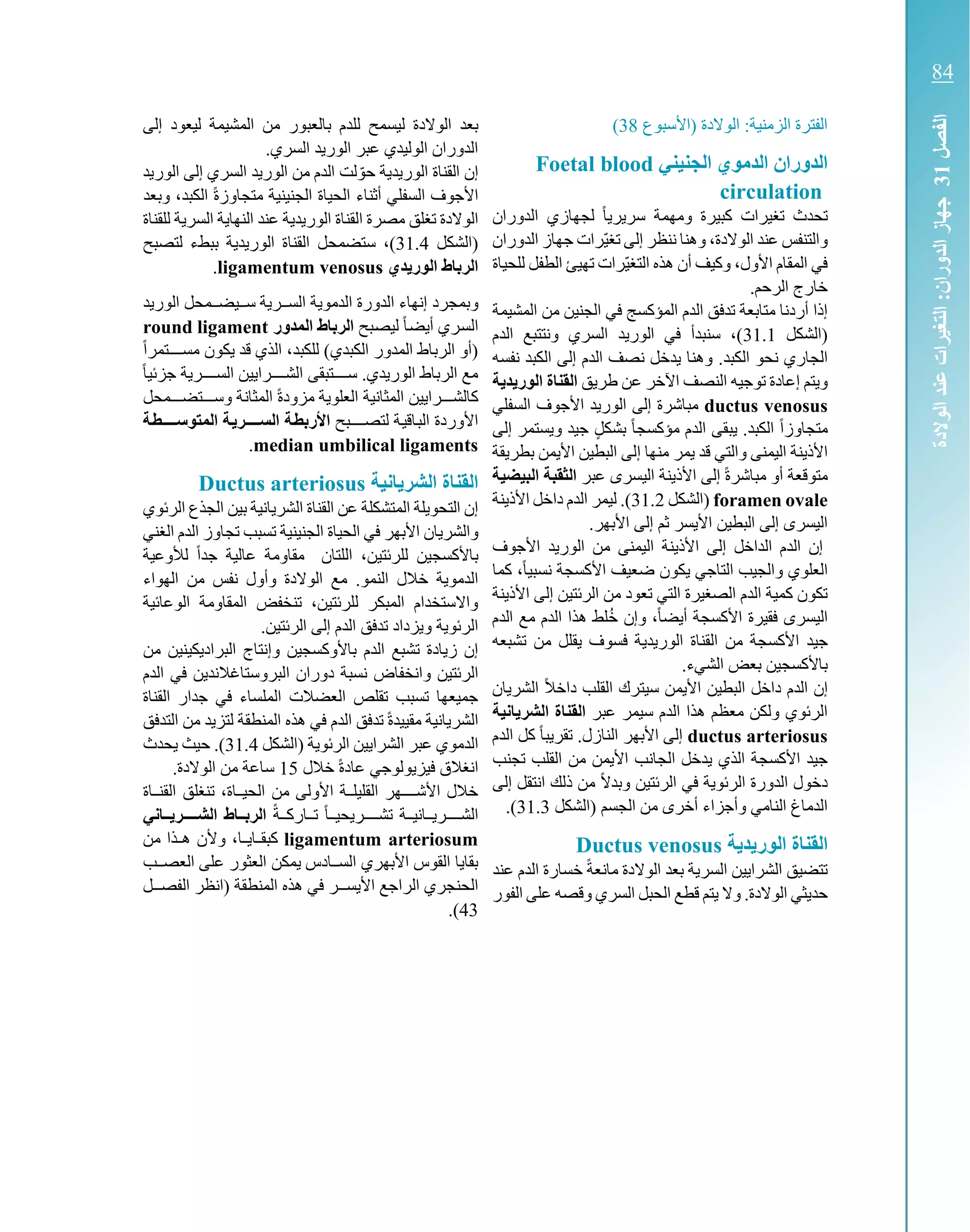‫(األسبوع‬ ‫الوالدة‬ :‫الزمنية‬ ‫الفترة‬38)
‫الجنيني‬ ‫الدموي‬ ‫الدوران‬Foetal blood
circulation
‫الدوران‬ ‫لجهازي‬ ً‫ا‬‫سريري‬ ‫ومهمة‬ ‫كبيرة‬ ‫تغيرات‬ ‫تحدث‬
،‫الوالدة‬ ‫عند‬ ‫والتنفس‬ّ‫ي‬‫تغ‬ ‫إلى‬ ‫ننظر‬ ‫وهنا‬‫الدوران‬ ‫جهاز‬ ‫رات‬
‫الت‬ ‫هذه‬ ‫أن‬ ‫وكيف‬ ،‫األول‬ ‫المقام‬ ‫في‬ّ‫ي‬‫غ‬‫للحياة‬ ‫الطفل‬ ‫تهيئ‬ ‫رات‬
.‫الرحم‬ ‫خارج‬
‫المشيمة‬ ‫من‬ ‫الجنين‬ ‫في‬ ‫المؤكسج‬ ‫الدم‬ ‫تدفق‬ ‫متابعة‬ ‫أردنا‬ ‫إذا‬
‫(الشكل‬31.1‫الوري‬ ‫في‬ ‫سنبدأ‬ ،)‫الدم‬ ‫ونتتبع‬ ‫السري‬ ‫د‬
‫الكبد‬ ‫نحو‬ ‫الجاري‬.‫نفسه‬ ‫الكبد‬ ‫إلى‬ ‫الدم‬ ‫نصف‬ ‫يدخل‬ ‫وهنا‬
‫طريق‬ ‫عن‬ ‫اآلخر‬ ‫النصف‬ ‫توجيه‬ ‫إعادة‬ ‫ويتم‬‫ة‬ ‫د‬ ‫الور‬ ‫القناة‬
ductus venosus‫السفلي‬ ‫األجوف‬ ‫الوريد‬ ‫إلى‬ ‫مباشرة‬
ً‫ا‬‫متجاوز‬‫مؤكسج‬ ‫الدم‬ ‫يبقى‬ .‫الكبد‬ً‫ا‬ٍ‫ل‬‫بشك‬‫إلى‬ ‫ويستمر‬ ‫جيد‬
‫يمر‬ ‫قد‬ ‫والتي‬ ‫اليمنى‬ ‫األذينة‬‫بطريقة‬ ‫األيمن‬ ‫البطين‬ ‫إلى‬ ‫منها‬
‫عبر‬ ‫اليسرى‬ ‫األذينة‬ ‫إلى‬ ً‫ة‬‫مباشر‬ ‫أو‬ ‫متوقعة‬‫البيضية‬ ‫قبة‬ ‫ال‬
foramen ovale‫(الشكل‬31.2.)‫ل‬‫األذينة‬ ‫داخل‬ ‫الدم‬ ‫يمر‬
‫األ‬ ‫البطين‬ ‫إلى‬ ‫اليسرى‬.‫األبهر‬ ‫إلى‬ ‫ثم‬ ‫يسر‬
‫اليمنى‬ ‫األذينة‬ ‫إلى‬ ‫الداخل‬ ‫الدم‬ ‫إن‬‫األجوف‬ ‫الوريد‬ ‫من‬
ً‫ا‬‫نسبي‬ ‫األكسجة‬ ‫ضعيف‬ ‫يكون‬ ‫التاجي‬ ‫والجيب‬ ‫العلوي‬‫كما‬ ،
‫األذينة‬ ‫إلى‬ ‫الرئتين‬ ‫من‬ ‫تعود‬ ‫التي‬ ‫الصغيرة‬ ‫الدم‬ ‫كمية‬ ‫تكون‬
‫اليسرى‬‫فقيرة‬ً‫ا‬‫أيض‬ ‫األكسجة‬‫و‬ ،‫الدم‬ ‫مع‬ ‫الدم‬ ‫هذا‬ ‫لط‬ُ‫خ‬ ‫إن‬
‫جي‬‫الوريدي‬ ‫القناة‬ ‫من‬ ‫األكسجة‬ ‫د‬‫تشبعه‬ ‫من‬ ‫يقلل‬ ‫فسوف‬ ‫ة‬
.‫الشيء‬ ‫بعض‬ ‫باألكسجين‬
‫الد‬ ‫إن‬‫الشريان‬ ً‫ال‬‫داخ‬ ‫القلب‬ ‫سيترك‬ ‫األيمن‬ ‫البطين‬ ‫داخل‬ ‫م‬
‫سيمر‬ ‫الدم‬ ‫هذا‬ ‫معظم‬ ‫ولكن‬ ‫الرئوي‬‫عبر‬‫انية‬ ‫الشر‬ ‫القناة‬
ductus arteriosus.‫النازل‬ ‫األبهر‬ ‫إلى‬‫الدم‬ ‫كل‬ ً‫ا‬‫تقريب‬
‫الجان‬ ‫يدخل‬ ‫الذي‬ ‫األكسجة‬ ‫جيد‬‫تجنب‬ ‫القلب‬ ‫من‬ ‫األيمن‬ ‫ب‬
‫الرئوية‬ ‫الدورة‬ ‫دخول‬‫إل‬ ‫انتقل‬ ‫ذلك‬ ‫من‬ ً‫ال‬‫وبد‬ ‫الرئتين‬ ‫في‬‫ى‬
‫(الشكل‬ ‫الجسم‬ ‫من‬ ‫أخرى‬ ‫وأجزاء‬ ‫النامي‬ ‫الدماغ‬31.3.)
‫ة‬ ‫د‬ ‫الور‬ ‫القناة‬Ductus venosus
‫الوالدة‬ ‫بعد‬ ‫السرية‬ ‫الشرايين‬ ‫تتضيق‬ً‫ة‬‫مانع‬‫عند‬ ‫الدم‬ ‫خسارة‬
‫الوالدة‬ ‫حديثي‬.‫و‬‫وق‬ ‫السري‬ ‫الحبل‬ ‫قطع‬ ‫يتم‬ ‫ال‬‫الفور‬ ‫على‬ ‫صه‬
‫الوالدة‬ ‫بعد‬‫ل‬‫بال‬ ‫للدم‬ ‫يسمح‬‫عب‬‫إلى‬ ‫ليعود‬ ‫المشيمة‬ ‫من‬ ‫ور‬
.‫السري‬ ‫الوريد‬ ‫عبر‬ ‫الوليدي‬ ‫الدوران‬
‫إن‬‫الوريدية‬ ‫القناة‬‫لت‬ ّ‫حو‬‫الوريد‬ ‫إلى‬ ‫السري‬ ‫الوريد‬ ‫من‬ ‫الدم‬
‫السفلي‬ ‫األجوف‬‫أثناء‬‫متجاوز‬ ‫الجنينية‬ ‫الحياة‬ً‫ة‬‫الكبد‬،‫وبعد‬
‫مصرة‬ ‫تغلق‬ ‫الوالدة‬‫ا‬‫الوريدية‬ ‫لقناة‬‫عند‬‫للقناة‬ ‫السرية‬ ‫النهاية‬
‫(الشكل‬31.4)،‫ست‬‫ضمحل‬‫ببطء‬ ‫الوريدية‬ ‫القناة‬‫ل‬‫تصبح‬
‫دي‬ ‫الور‬ ‫الرباط‬ligamentum venosus.
‫و‬‫سككي‬ ‫السككرية‬ ‫الدموية‬ ‫الدورة‬ ‫إنهاء‬ ‫بمجرد‬‫ضككمحل‬‫الوريد‬
ً‫ا‬‫ك‬‫ض‬‫أي‬ ‫كري‬‫س‬‫ال‬‫ل‬‫كبح‬‫ص‬‫ي‬‫المدور‬ ‫الرباط‬round ligament
‫كت‬‫ك‬‫مسكك‬ ‫يكون‬ ‫قد‬ ‫الذي‬ ،‫للكبد‬ )‫الكبدي‬ ‫المدور‬ ‫الرباط‬ ‫(أو‬ً‫ا‬‫مر‬
‫ج‬ ‫السككككرية‬ ‫الشككككرايين‬ ‫سككككتبقى‬ .‫الوريدي‬ ‫الرباط‬ ‫مع‬ً‫ا‬‫زئي‬
‫وسكككتضككك‬ ‫المثانة‬ ً‫ة‬‫مزود‬ ‫العلوية‬ ‫المثانية‬ ‫كالشكككرايين‬‫محل‬
‫لتصككككبح‬ ‫كة‬‫ي‬‫كاق‬‫ب‬‫ال‬ ‫األوردة‬‫ال‬ ‫تة‬‫الستتتتر‬ ‫تة‬‫ط‬‫األرب‬‫ت‬‫ط‬‫متوستتتت‬‫ة‬
median umbilical ligaments.
‫انية‬ ‫الشر‬ ‫القناة‬Ductus arteriosus
‫بي‬ ‫الشريانية‬ ‫القناة‬ ‫عن‬ ‫المتشكلة‬ ‫التحويلة‬ ‫إن‬‫الرئوي‬ ‫الجذع‬ ‫ن‬
‫الحياة‬ ‫في‬ ‫األبهر‬ ‫والشريان‬‫تجاوز‬ ‫تسبب‬ ‫الجنينية‬‫الغني‬ ‫الدم‬
‫لألوعية‬ ً‫ا‬‫جد‬ ‫عالية‬ ‫مقاومة‬ ‫اللتان‬ ،‫للرئتين‬ ‫باألكسجين‬
.‫النمو‬ ‫خالل‬ ‫الدموية‬‫الهواء‬ ‫من‬ ‫نفس‬ ‫وأول‬ ‫الوالدة‬ ‫مع‬
‫الوعائية‬ ‫المقاومة‬ ‫تنخفض‬ ،‫للرئتين‬ ‫المبكر‬ ‫واالستخدام‬
‫ا‬ ‫إلى‬ ‫الدم‬ ‫تدفق‬ ‫ويزداد‬ ‫الرئوية‬.‫لرئتين‬
‫وإ‬ ‫باألوكسجين‬ ‫الدم‬ ‫تشبع‬ ‫زيادة‬ ‫إن‬‫من‬ ‫البراديكينين‬ ‫نتاج‬
‫و‬ ‫الرئتين‬‫نسبة‬ ‫انخفاض‬‫البروستا‬ ‫دوران‬‫غ‬‫الدم‬ ‫في‬ ‫الندين‬
‫القناة‬ ‫جدار‬ ‫في‬ ‫الملساء‬ ‫العضالت‬ ‫تقلص‬ ‫تسبب‬ ‫جميعها‬
‫الدم‬ ‫تدفق‬ ً‫ة‬‫مقييد‬ ‫الشريانية‬‫المنطقة‬ ‫هذه‬ ‫في‬‫لتزيد‬‫ال‬ ‫من‬‫تدفق‬
‫الدم‬‫وي‬‫عبر‬‫(الشكل‬ ‫الرئوية‬ ‫الشرايين‬31.4.)‫حيث‬‫يحدث‬
‫ا‬‫فيزيولوجي‬ ‫نغالق‬‫خالل‬ ً‫ة‬‫عاد‬15.‫الوالدة‬ ‫من‬ ‫ساعة‬
‫كاة‬‫ك‬‫القن‬ ‫تنغلق‬ ،‫الحيككاة‬ ‫من‬ ‫األولى‬ ‫القليلككة‬ ‫األشككككهر‬ ‫خالل‬
ً‫ة‬‫تككارككك‬ ً‫ا‬‫تشككككريحيكك‬ ‫الشككككريككانيككة‬‫تتاني‬ ‫الشتتتتر‬ ‫الربتتاط‬
ligamentum arteriosum‫كا‬‫ك‬‫كاي‬‫ك‬‫كبق‬،‫من‬ ‫كذا‬‫ك‬‫ه‬ ‫وألن‬
‫العصككب‬ ‫على‬ ‫العثور‬ ‫يمكن‬ ‫السككادس‬ ‫األبهري‬ ‫القوس‬ ‫بقايا‬
‫الحنجري‬‫كر‬‫ك‬‫األيسك‬ ‫الراجع‬‫المنطقة‬ ‫هذه‬ ‫في‬‫(ان‬‫كل‬‫ك‬‫الفصك‬ ‫ظر‬
43.)
‫الفصل‬31‫الوالدة‬‫عند‬‫التغيرات‬:‫الدوران‬‫جهاز‬
84
 