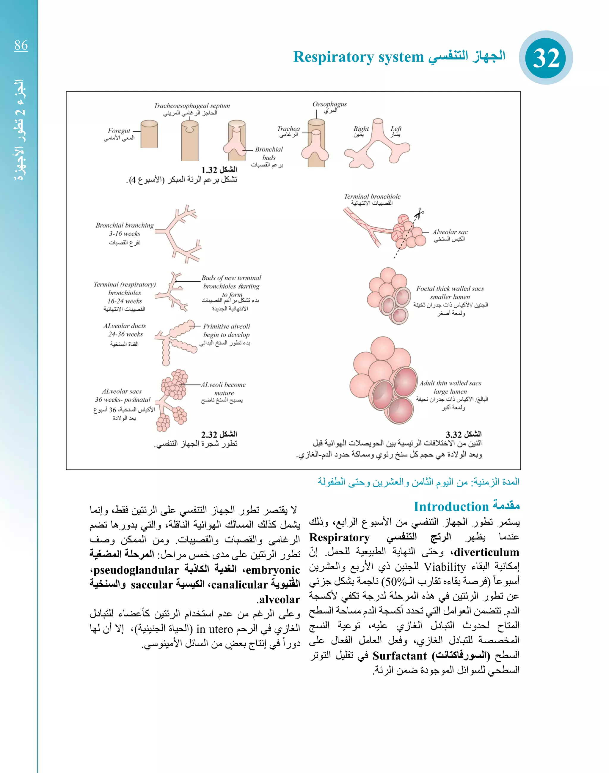 ‫والعشر‬ ‫الثامن‬ ‫اليوم‬ ‫من‬ :‫الزمنية‬ ‫المدة‬‫الطفولة‬ ‫وحتى‬ ‫ين‬
‫مقدمة‬Introduction
‫وذلك‬ ،‫الرابع‬ ‫األسبوع‬ ‫من‬ ‫التنفسي‬ ‫الجهاز‬ ‫تطور‬ ‫يستمر‬
‫يظهر‬ ‫عندما‬‫التنفسي‬ ‫الرتج‬Respiratory
diverticulumّ‫إن‬ .‫للحمل‬ ‫الطبيعية‬ ‫النهاية‬ ‫وحتى‬ ،
‫البقاء‬ ‫إمكانية‬Viability‫والعشرين‬ ‫األربع‬ ‫ذي‬ ‫للجنين‬
‫الك‬ ‫تقارب‬ ‫بقاءه‬ ‫(فرصة‬ ً‫ا‬‫أسبوع‬50%‫نا‬ )‫جمة‬‫جزئي‬ ‫بشكل‬
‫ألكسجة‬ ‫تكفي‬ ‫لدرجة‬ ‫المرحلة‬ ‫هذه‬ ‫في‬ ‫الرئتين‬ ‫تطور‬ ‫عن‬
‫السطح‬ ‫مساحة‬ ‫الدم‬ ‫أكسجة‬ ‫تحدد‬ ‫التي‬ ‫العوامل‬ ‫تتضمن‬ .‫الدم‬
‫التبا‬ ‫لحدوث‬ ‫المتاح‬‫النسج‬ ‫توعية‬ ،‫عليه‬ ‫الغازي‬ ‫دل‬
‫على‬ ‫الفعال‬ ‫العامل‬ ‫وفعل‬ ،‫الغازي‬ ‫للتبادل‬ ‫المخصصة‬
‫السطح‬)‫(السورفاكتانت‬Surfactant‫التوتر‬ ‫تقليل‬ ‫في‬
‫للسوائل‬ ‫السطحي‬.‫الرئة‬ ‫ضمن‬ ‫الموجودة‬
‫وإنما‬ ،‫فقط‬ ‫الرئتين‬ ‫على‬ ‫التنفسي‬ ‫الجهاز‬ ‫تطور‬ ‫يقتصر‬ ‫ال‬
‫تضم‬ ‫بدورها‬ ‫والتي‬ ،‫الناقلة‬ ‫الهوائية‬ ‫المسالك‬ ‫كذلك‬ ‫يشمل‬
‫وصف‬ ‫الممكن‬ ‫ومن‬ .‫والقصيبات‬ ‫والقصبات‬ ‫الرغامى‬
:‫مراحل‬ ‫خمس‬ ‫مدى‬ ‫على‬ ‫الرئتين‬ ‫تطور‬‫ال‬ ‫المرحلة‬‫مضغية‬
embryonic‫الكاذبة‬ ‫ة‬ ‫الغد‬ ،pseudoglandular،
‫الق‬‫ة‬ ‫نيو‬canalicular‫الكيسية‬ ،saccular‫و‬‫ال‬‫سنخية‬
alveolar.
‫للتبادل‬ ‫كأعضاء‬ ‫الرئتين‬ ‫استخدام‬ ‫عدم‬ ‫من‬ ‫الرغم‬ ‫وعلى‬
‫الرحم‬ ‫في‬ ‫الغازي‬in utero)‫الجنينية‬ ‫(الحياة‬‫لها‬ ‫أن‬ ‫إال‬ ،
.‫األمينوسي‬ ‫السائل‬ ‫من‬ ٍ‫بعض‬ ‫إنتاج‬ ‫في‬ ً‫ا‬‫دور‬
32‫التنفسي‬ ‫الجهاز‬Respiratory system
‫الجزء‬2‫األجهزة‬‫تطور‬
86
 