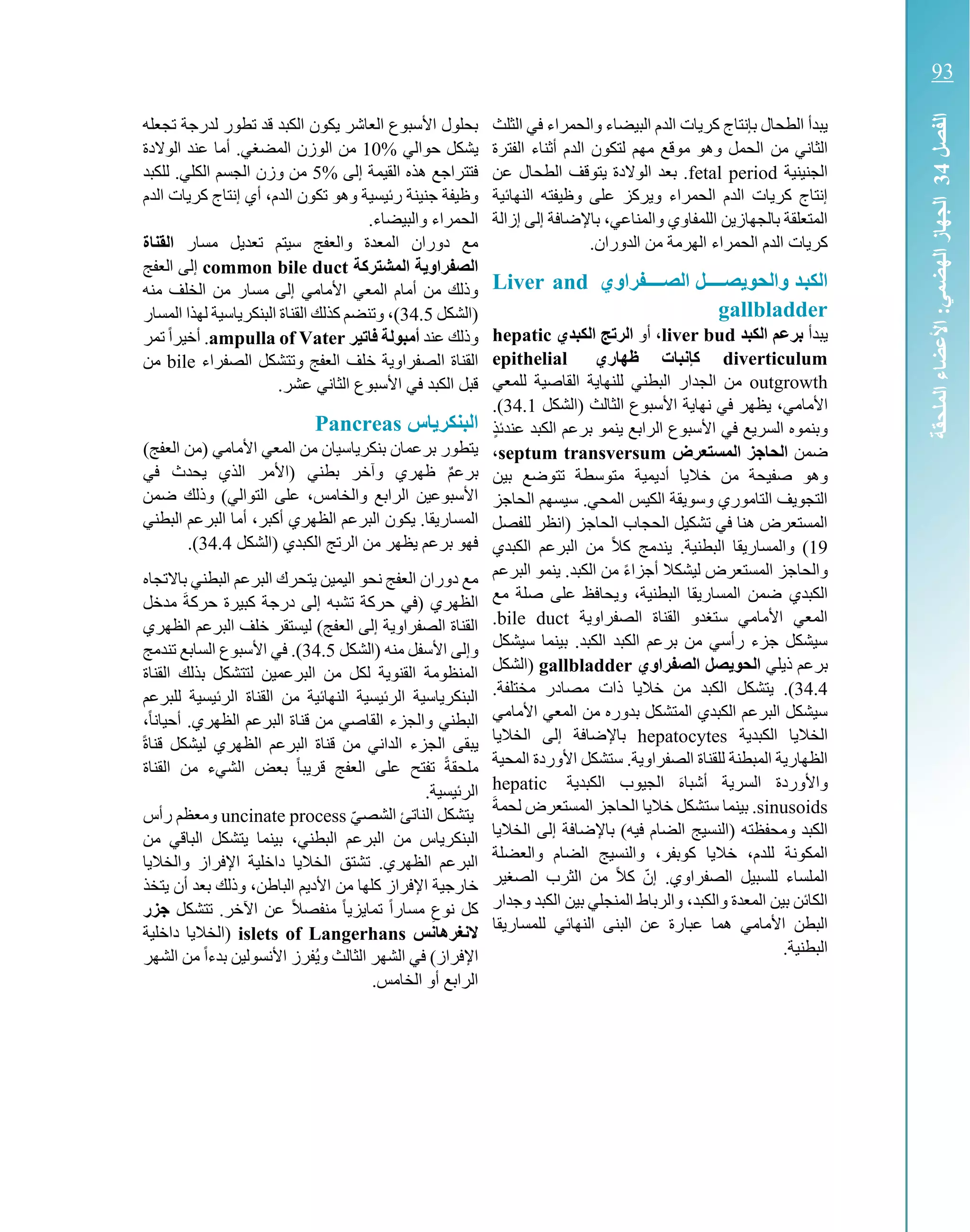 ‫الثلث‬ ‫في‬ ‫والحمراء‬ ‫البيضاء‬ ‫الدم‬ ‫كريات‬ ‫بإنتاج‬ ‫الطحال‬ ‫يبدأ‬
‫من‬ ‫الثاني‬‫الفترة‬ ‫أثناء‬ ‫الدم‬ ‫لتكون‬ ‫مهم‬ ‫موقع‬ ‫وهو‬ ‫الحمل‬
‫الجنينية‬fetal period‫عن‬ ‫الطحال‬ ‫يتوقف‬ ‫الوالدة‬ ‫بعد‬ .
‫النهائية‬ ‫وظيفته‬ ‫على‬ ‫ويركز‬ ‫الحمراء‬ ‫الدم‬ ‫كريات‬ ‫إنتاج‬
‫باإلضاف‬ ،‫والمناعي‬ ‫اللمفاوي‬ ‫بالجهازين‬ ‫المتعلقة‬‫إزالة‬ ‫إلى‬ ‫ة‬
.‫الدوران‬ ‫من‬ ‫الهرمة‬ ‫الحمراء‬ ‫الدم‬ ‫كريات‬
‫ا‬ ‫تل‬‫ت‬‫صتتت‬ ‫والحو‬ ‫تد‬‫ب‬‫الك‬‫لصتتتتفراوي‬Liver and
gallbladder
‫يبدأ‬‫الكبد‬ ‫برعم‬liver bud،‫أو‬‫الكبدي‬ ‫الرتج‬hepatic
diverticulum‫ظهاري‬ ‫كإنبات‬epithelial
outgrowth‫للمعي‬ ‫القاصية‬ ‫للنهاية‬ ‫البطني‬ ‫الجدار‬ ‫من‬
‫األمامي‬،‫(الشكل‬ ‫الثالث‬ ‫األسبوع‬ ‫نهاية‬ ‫في‬ ‫يظهر‬34.1.)
‫ينمو‬ ‫الرابع‬ ‫األسبوع‬ ‫في‬ ‫السريع‬ ‫وبنموه‬ٍ‫ذ‬‫عندئ‬ ‫الكبد‬ ‫برعم‬
‫ضمن‬‫المستعرض‬ ‫الحاجز‬septum transversum،
‫أديمية‬ ‫خاليا‬ ‫من‬ ‫صفيحة‬ ‫وهو‬‫بين‬ ‫تتوضع‬ ‫متوسطة‬
‫الحاجز‬ ‫سيسهم‬ .‫المحي‬ ‫الكيس‬ ‫وسويقة‬ ‫التاموري‬ ‫التجويف‬
‫للفصل‬ ‫(انظر‬ ‫الحاجز‬ ‫الحجاب‬ ‫تشكيل‬ ‫في‬ ‫هنا‬ ‫المستعرض‬
19‫الكبدي‬ ‫البرعم‬ ‫من‬ ً‫ال‬‫ك‬ ‫يندمج‬ .‫البطنية‬ ‫والمساريقا‬ )
‫والحا‬‫البرعم‬ ‫ينمو‬ .‫الكبد‬ ‫من‬ ً‫ء‬‫أجزا‬ ‫ليشكال‬ ‫المستعرض‬ ‫جز‬
‫الكبدي‬‫ويحاف‬ ،‫البطنية‬ ‫المساريقا‬ ‫ضمن‬‫مع‬ ‫صلة‬ ‫على‬ ‫ظ‬
‫الصفراوية‬ ‫القناة‬ ‫ستغدو‬ ‫األمامي‬ ‫المعي‬bile duct.
‫سيشكل‬ ‫بينما‬ .‫الكبد‬ ‫الكبد‬ ‫برعم‬ ‫من‬ ‫رأسي‬ ‫جزء‬ ‫سيشكل‬
‫ذيلي‬ ‫برعم‬‫الصفراوي‬ ‫صل‬ ‫الحو‬gallbladder‫(الشكل‬
34.4.)‫الكبد‬ ‫يتشكل‬‫ذ‬ ‫خاليا‬ ‫من‬.‫مختلفة‬ ‫مصادر‬ ‫ات‬
‫األمامي‬ ‫المعي‬ ‫من‬ ‫بدوره‬ ‫المتشكل‬ ‫الكبدي‬ ‫البرعم‬ ‫سيشكل‬
‫الخال‬‫الكبدية‬ ‫يا‬hepatocytes‫الخاليا‬ ‫إلى‬ ‫باإلضافة‬
.‫الصفراوية‬ ‫للقناة‬ ‫المبطنة‬ ‫الظهارية‬‫المحية‬ ‫األوردة‬ ‫ستشكل‬
‫السري‬ ‫واألوردة‬‫الكبدية‬ ‫الجيوب‬ ‫أشباه‬ ‫ة‬hepatic
sinusoids.‫خال‬ ‫ستشكل‬ ‫بينما‬‫المستع‬ ‫الحاجز‬ ‫يا‬‫لحمة‬ ‫رض‬
‫ومحفظته‬ ‫الكبد‬)‫النسيج‬‫الخاليا‬ ‫إلى‬ ‫باإلضافة‬ )‫فيه‬ ‫الضام‬
‫للدم‬ ‫المكونة‬،‫كوبفر‬ ‫خاليا‬،‫والعضلة‬ ‫الضام‬ ‫والنسيج‬
‫الصغير‬ ‫الثرب‬ ‫من‬ ً‫ال‬‫ك‬ ّ‫إن‬ .‫الصفراوي‬ ‫للسبيل‬ ‫الملساء‬
‫والكبد‬ ‫المعدة‬ ‫بين‬ ‫الكائن‬،‫وجدار‬ ‫الكبد‬ ‫بين‬ ‫المنجلي‬ ‫والرباط‬
‫األم‬ ‫البطن‬‫عب‬ ‫هما‬ ‫امي‬‫الب‬ ‫عن‬ ‫ارة‬‫النهائي‬ ‫نى‬‫للمساريقا‬
.‫البطنية‬
‫تجعله‬ ‫لدرجة‬ ‫تطور‬ ‫قد‬ ‫الكبد‬ ‫يكون‬ ‫العاشر‬ ‫األسبوع‬ ‫بحلول‬
‫حوالي‬ ‫يشكل‬10%‫أما‬ .‫المضغي‬ ‫الوزن‬ ‫من‬‫الوالدة‬ ‫عند‬
‫إلى‬ ‫القيمة‬ ‫هذه‬ ‫فتتراجع‬5%‫للكبد‬ .‫الكلي‬ ‫الجسم‬ ‫وزن‬ ‫من‬
‫الدم‬ ‫تكون‬ ‫وهو‬ ‫رئيسية‬ ‫جنينة‬ ‫وظيفة‬،‫الدم‬ ‫كريات‬ ‫إنتاج‬ ‫أي‬
‫الحمرا‬.‫والبيضاء‬ ‫ء‬
‫مسار‬ ‫تعديل‬ ‫سيتم‬ ‫والعفج‬ ‫المعدة‬ ‫دوران‬ ‫مع‬‫القناة‬
‫المشتركة‬ ‫ة‬ ‫الصفراو‬common bile duct‫العفج‬ ‫إلى‬
‫منه‬ ‫الخلف‬ ‫من‬ ‫مسار‬ ‫إلى‬ ‫األمامي‬ ‫المعي‬ ‫أمام‬ ‫من‬ ‫وذلك‬
‫(الشكل‬34.5)،‫المسار‬ ‫لهذا‬ ‫البنكرياسية‬ ‫القناة‬ ‫كذلك‬ ‫وتنضم‬
‫عند‬ ‫وذلك‬‫فاتير‬ ‫أمبولة‬ampulla of Vaterً‫ا‬‫أخير‬ .‫تمر‬
‫الق‬‫ا‬ ‫ناة‬‫الصفراء‬ ‫وتتشكل‬ ‫العفج‬ ‫خلف‬ ‫لصفراوية‬bile‫من‬
.‫عشر‬ ‫الثاني‬ ‫األسبوع‬ ‫في‬ ‫الكبد‬ ‫قبل‬
‫اس‬ ‫البنكر‬Pancreas
)‫العفج‬ ‫(من‬ ‫األمامي‬ ‫المعي‬ ‫من‬ ‫بنكرياسيان‬ ‫برعمان‬ ‫يتطور‬
ٌ‫م‬‫برع‬‫في‬ ‫يحدث‬ ‫الذي‬ ‫(األمر‬ ‫بطني‬ ‫وآخر‬ ‫ظهري‬
‫ضمن‬ ‫وذلك‬ )‫التوالي‬ ‫على‬ ،‫والخامس‬ ‫الرابع‬ ‫األسبوعين‬
‫المساري‬‫أكبر‬ ‫الظهري‬ ‫البرعم‬ ‫يكون‬ .‫قا‬،‫البطني‬ ‫البرعم‬ ‫أما‬
‫(الشكل‬ ‫الكبدي‬ ‫الرتج‬ ‫من‬ ‫يظهر‬ ‫برعم‬ ‫فهو‬34.4.)
‫باالتجاه‬ ‫البطني‬ ‫البرعم‬ ‫يتحرك‬ ‫اليمين‬ ‫نحو‬ ‫العفج‬ ‫دوران‬ ‫مع‬
‫مدخل‬ ‫حركة‬ ‫كبيرة‬ ‫درجة‬ ‫إلى‬ ‫تشبه‬ ‫حركة‬ ‫(في‬ ‫الظهري‬
‫الظهري‬ ‫البرعم‬ ‫خلف‬ ‫ليستقر‬ )‫العفج‬ ‫إلى‬ ‫الصفراوية‬ ‫القناة‬
‫األسف‬ ‫وإلى‬‫(الشكل‬ ‫منه‬ ‫ل‬34.5‫تندمج‬ ‫السابع‬ ‫األسبوع‬ ‫في‬ .)
‫ال‬ ‫بذلك‬ ‫لتتشكل‬ ‫البرعمين‬ ‫من‬ ‫لكل‬ ‫القنوية‬ ‫المنظومة‬‫قناة‬
‫للبرعم‬ ‫الرئيسية‬ ‫القناة‬ ‫من‬ ‫النهائية‬ ‫الرئيسية‬ ‫البنكرياسية‬
‫من‬ ‫القاصي‬ ‫والجزء‬ ‫البطني‬.‫الظهري‬ ‫البرعم‬ ‫قناة‬ً‫ا‬‫أحيان‬،
ً‫ة‬‫قنا‬ ‫ليشكل‬ ‫الظهري‬ ‫البرعم‬ ‫قناة‬ ‫من‬ ‫الداني‬ ‫الجزء‬ ‫يبقى‬
‫القناة‬ ‫من‬ ‫الشيء‬ ‫بعض‬ ً‫ا‬‫قريب‬ ‫العفج‬ ‫على‬ ‫تفتح‬ ً‫ة‬‫ملحق‬
‫ال‬.‫رئيسية‬
ّ‫ي‬‫الشص‬ ‫الناتئ‬ ‫يتشكل‬rocessuncinate p‫رأس‬ ‫ومعظم‬
‫البطني‬ ‫البرعم‬ ‫من‬ ‫البنكرياس‬،‫من‬ ‫الباقي‬ ‫يتشكل‬ ‫بينما‬
‫والخاليا‬ ‫اإلفراز‬ ‫داخلية‬ ‫الخاليا‬ ‫تشتق‬ .‫الظهري‬ ‫البرعم‬
‫الباطن‬ ‫األديم‬ ‫من‬ ‫كلها‬ ‫اإلفراز‬ ‫خارجية‬،‫بعد‬ ‫وذلك‬‫يتخذ‬ ‫أن‬
‫تتشكل‬ .‫اآلخر‬ ‫عن‬ ً‫ال‬‫منفص‬ ً‫ا‬‫تمايزي‬ ً‫ا‬‫مسار‬ ٍ‫نوع‬ ‫كل‬‫جزر‬
‫النغرهانس‬Langerhansislets of‫داخلية‬ ‫(الخاليا‬
‫الشهر‬ ‫من‬ ً‫ا‬‫بدء‬ ‫األنسولين‬ ‫ُفرز‬‫ي‬‫و‬ ‫الثالث‬ ‫الشهر‬ ‫في‬ )‫اإلفراز‬
.‫الخامس‬ ‫أو‬ ‫الرابع‬
‫الفصل‬43‫الملحقة‬‫األعضاء‬:‫الهضمي‬‫الجهاز‬
93
 
