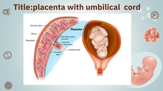 Title:placenta with umbilical cord
 