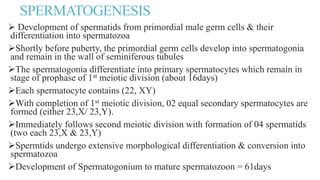 SPERMATOGENESIS
 Development of spermatids from primordial male germ cells & their
differentiation into spermatozoa
Shortly before puberty, the primordial germ cells develop into spermatogonia
and remain in the wall of seminiferous tubules
The spermatogonia differentiate into primary spermatocytes which remain in
stage of prophase of 1st meiotic division (about 16days)
Each spermatocyte contains (22, XY)
With completion of 1st meiotic division, 02 equal secondary spermatocytes are
formed (either 23,X/ 23,Y).
Immediately follows second meiotic division with formation of 04 spermatids
(two each 23,X & 23,Y)
Spermtids undergo extensive morphological differentiation & conversion into
spermatozoa
Development of Spermatogonium to mature spermatozoon = 61days
 