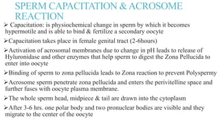 SPERM CAPACITATION &ACROSOME
REACTION
 Capacitation: is physiochemical change in sperm by which it becomes
hypermotile and is able to bind & fertilize a secondary oocyte
Capacitation takes place in female genital tract (2-6hours)
Activation of acrosomal membranes due to change in pH leads to release of
Hyluronidase and other enzymes that help sperm to digest the Zona Pellucida to
enter into oocyte
Binding of sperm to zona pellucida leads to Zona reaction to prevent Polyspermy
Acrosome sperm penetrate zona pellucida and enters the perivitelline space and
further fuses with oocyte plasma membrane.
The whole sperm head, midpiece & tail are drawn into the cytoplasm
After 3-6 hrs. one polar body and two pronuclear bodies are visible and they
migrate to the center of the oocyte
 