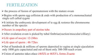 FERTILIZATION
 the process of fusion of spermatozoon with the mature ovum
Begins with sperm egg collision & ends with production of a mononucleated
single cell called zygote
It initiate the embryonic development of te egg & restores the chromosome
number of the species
Occurs in ampullary part of uterine tube
After ovulation ovum is picked by tubal fimbriae(suction/muscular/cilliary)
Life span of oocyte: 12-24hrs
Life span of sperm : 48-72hrs
Out of hundreds & millions of sperms deposited in vagina at single ejaculation
only 1000 gets capacitated and out of them only 300-500 reach ovum
Union of gametes takes place (46XX or 46XY), forms Zygote
 