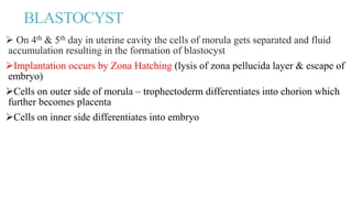 BLASTOCYST
 On 4th & 5th day in uterine cavity the cells of morula gets separated and fluid
accumulation resulting in the formation of blastocyst
Implantation occurs by Zona Hatching (lysis of zona pellucida layer & escape of
embryo)
Cells on outer side of morula – trophectoderm differentiates into chorion which
further becomes placenta
Cells on inner side differentiates into embryo
 