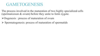 GAMETOGENESIS
The process involved in the maturation of two highly specialized cells
(spermatozoon & ovum) before they unite to form zygote.
Oogenesis : process of maturation of ovum
 Spermatogenesis: process of maturation of spermatids
 