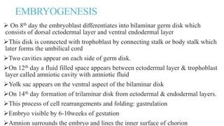 EMBRYOGENESIS
 On 8th day the embryoblast differentiates into bilaminar germ disk which
consists of dorsal ectodermal layer and ventral endodermal layer
This disk is connected with trophoblast by connecting stalk or body stalk which
later forms the umbilical cord
Two cavities appear on each side of germ disk.
On 12th day a fluid filled space appears between ectodermal layer & trophoblast
layer called amniotic cavity with amniotic fluid
Yolk sac appears on the ventral aspect of the bilaminar disk
On 14th day formation of trilaminar disk from ectodermal & endodermal layers.
This process of cell rearrangements and folding: gastrulation
Embryo visible by 6-10weeks of gestation
Amnion surrounds the embryo and lines the inner surface of chorion
 
