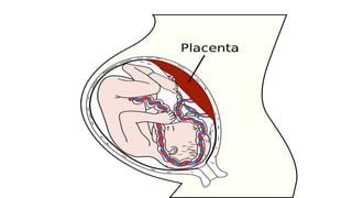 Embryology &amp; fertilization