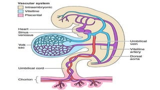 Embryology &amp; fertilization