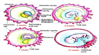 Embryology &amp; fertilization
