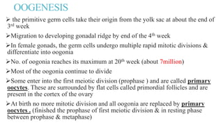OOGENESIS
 the primitive germ cells take their origin from the yolk sac at about the end of
3rd week
Migration to developing gonadal ridge by end of the 4th week
In female gonads, the germ cells undergo multiple rapid mitotic divisions &
differentiate into oogonia
No. of oogonia reaches its maximum at 20th week (about 7million)
Most of the oogonia continue to divide
Some enter into the first meiotic division (prophase ) and are called primary
oocytes. These are surrounded by flat cells called primordial follicles and are
present in the cortex of the ovary
At birth no more mitotic division and all oogonia are replaced by primary
oocytes . (finished the prophase of first meiotic division & in resting phase
between prophase & metaphase)
 