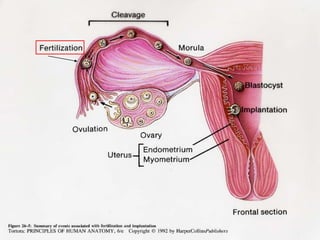 Schema Nidation Embryology .ppt