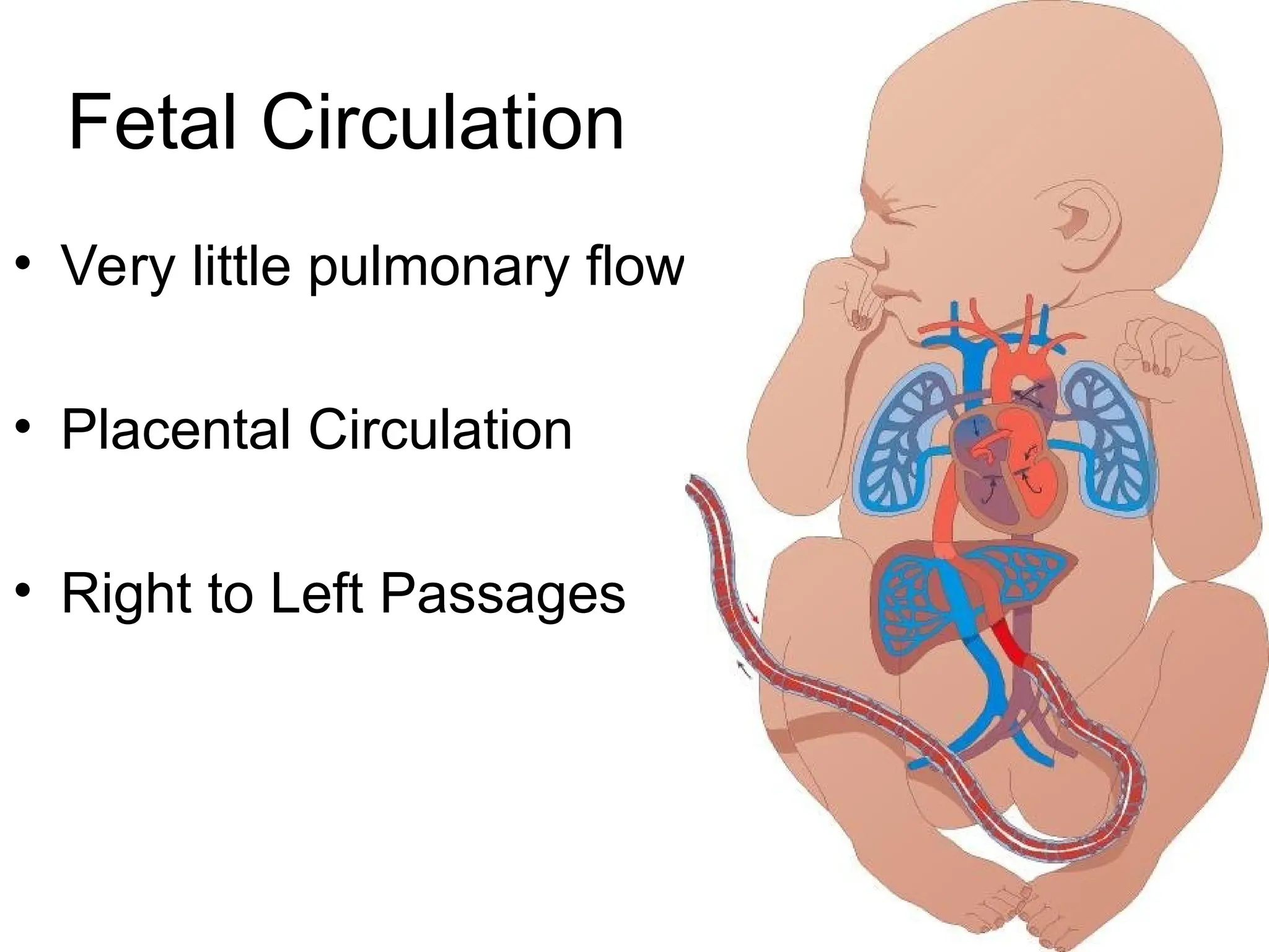 EMBRYONIC DEVELOPMENT OF THE HEART PPT.. | PPT