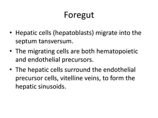 Foregut
• Hepatic cells (hepatoblasts) migrate into the
septum tansversum.
• The migrating cells are both hematopoietic
an...