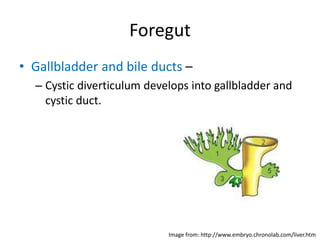 Foregut
• Gallbladder and bile ducts –
– Cystic diverticulum develops into gallbladder and
cystic duct.
Image from: http:/...