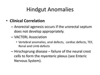 Hindgut Anomalies
• Clinical Correlation
– Anorectal agenesis occurs if the urorectal septum
does not develop appropriatel...