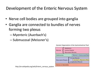 Development of the Enteric Nervous System
• Nerve cell bodies are grouped into ganglia
• Ganglia are connected to bundles ...