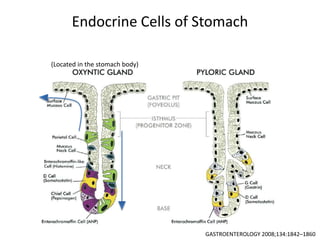Endocrine Cells of Stomach
(Located in the stomach body)
GASTROENTEROLOGY 2008;134:1842–1860
 