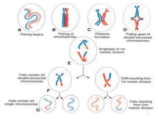 Embryology full note | PPTX